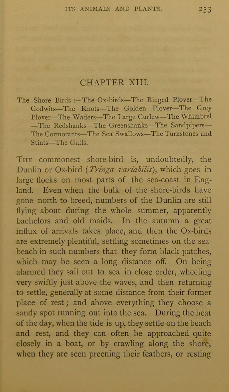 CHAPTER XIII. The Shore Birds :—The Ox-birds—The Ringed Plover—The Godwits—The Knots—The Golden Plover—The Grey Plover—The Waders—The Large Curlew—The Whimbrel —The Redshanks—The Greenshanks—The Sandpipers— The Cormorants—The Sea Swallows—The Turnstones and Stints—The Gulls. The commonest shore-bird is, undoubtedly, the Dunlin or Ox-bird (Tringa variabilis), which goes in large flocks on most parts of the sea-coast in Eng- land. Even when the bulk of the shore-birds have gone north to breed, numbers of the Dunlin are still flying about during the whole summer, apparently bachelors and old maids. In the autumn a great influx of arrivals takes place, and then the Ox-birds are extremely plentiful, settling sometimes on the sea- beach in such numbers that they form black patches, which may be seen a long distance off. On being alarmed they sail out to sea in close order, wheeling very swiftly just above the waves, and then returning to settle, generally at some distance from their former place of rest; and above everything they choose a sandy spot running out into the sea. During the heat of the day, when the tide is up, they settle on the beach and rest, and they can often be approached quite closely in a boat, or by crawling along the shore, when they are seen preening their feathers, or resting