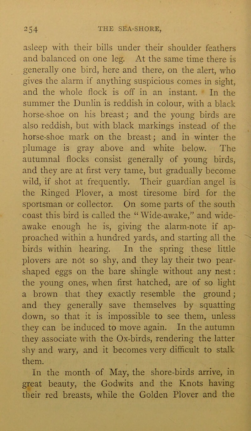 asleep with their bills under their shoulder feathers and balanced on one leg. At the same time there is generally one bird, here and there, on the alert, who gives the alarm if anything suspicious comes in sight, and the whole flock is off in an instant. In the summer the Dunlin is reddish in colour, with a black horse-shoe on his breast; and the young birds are also reddish, but with black markings instead of the horse-shoe mark on the breast; and in winter the plumage is gray above and white below. The autumnal flocks consist generally of young birds, and they are at first very tame, but gradually become wild, if shot at frequently. Their guardian angel is the Ringed Plover, a most tiresome bird for the sportsman or collector. On some parts of the south coast this bird is called the “ Wide-awake,” and wide- awake enough he is, giving the alarm-note if ap- proached within a hundred yards, and starting all the birds within hearing. In the spring these little plovers are not so shy, and they lay their two pear- shaped eggs on the bare shingle without any nest: the young ones, when first hatched, are of so light a brown that they exactly resemble the ground; and they generally save themselves by squatting down, so that it is impossible to see them, unless they can be induced to move again. In the autumn they associate with the Ox-birds, rendering the latter shy and wary, and it becomes very difficult to stalk them. In the month of May, the shore-birds arrive, in great beauty, the Godwits and the Knots having their red breasts, while the Golden Plover and the