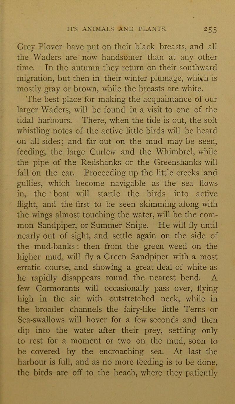 Grey Plover have put on their black breasts, and all the Waders are now handsomer than at any other time. In the autumn they return on their southward migration, but then in their winter plumage, which is mostly gray or brown, while the breasts are white. The best place for making the acquaintance of our larger Waders, will be found in a visit to one of the tidal harbours. There, when the tide is out, the soft whistling notes of the active little birds will be heard on all sides; and far out on the mud may be seen, feeding, the large Curlew and the Whimbrel, while the pipe of the Redshanks or the Greenshanks will fall on the ear. Proceeding up the little creeks and gullies, which become navigable as the sea flows in, the boat will startle the birds into active flight, and the first to be seen skimming along with the wings almost touching the water, will be the com- mon Sandpiper, or Summer Snipe. He will fly until nearly out of sight, and settle again on the side of the mud-banks : then from the green weed on the higher mud, will fly a Green Sandpiper with a most erratic course, and showing a great deal of white as he rapidly disappears round the nearest bend. A few Cormorants will occasionally pass over, flying high in the air with outstretched neck, while in the broader channels the fairy-like little Terns or Sea-swallows will hover for a few seconds and then dip into the water after their prey, settling only to rest for a moment or two on the mud, soon to be covered by the encroaching sea. At last the harbour is full, and as no more feeding is to be done, the birds are off to the beach, where they patiently