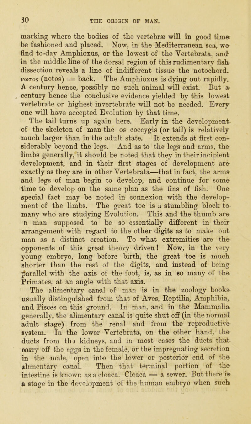 marking where the bodies of the vertebrae will in good time be fashioned and placed. Now, in the Mediterranean sea, we find to-day Amphioxus, or the lowest of the Vertebrata, and in the middle line of the dorsal region of this rudimentary fish dissection reveals a line of indifferent tissue the notochord. pwtos (notos) = back. The Amphioxus is dying out rapidly. A century hence, possibly no such animal will exist. But a- century hence the conclusive evidence yielded by this lowest vertebrate or highest invertebrate will not be needed. Every one will have accepted Evolution by that time. The tail turns up again here. Early in the development of the skeleton of man the os coccygis (or tail) is relatively much larger than in the adult state. It extends at first con- siderably beyond the legs. And as to the legs and arms, th& limbs generally, it should be noted that they in their incipient development, and in their first stages of development are exactly as they are in other Vertebrata—that in fact, the arms and legs of man begin to develop, and continue for some time to develop on the same plan as the fins of fish. One- epecial fact may be noted in connexion with the develop- ment of the limbs. The great toe is a stumbling block to- many who are studying Evolution. This and the thumb are n man supposed to be so essentially different in their arrangement with regard to the other digits as to make out man as a distinct creation. To what extremities are the opponents of this great theory driven! Now, in the veiy young embryo, long before birth, the great toe is much shorter than the rest of the digits, and instead of being parallel with the axis of the foot, is, as in so many of the Primates, at an angle with that axis. The alimentary canal of man is in the zoology books- usually distinguished from that of Aves, Reptilia, Amphibia,, and Pisces on this ground. In man, and in the Mammalia generally, the alimentary canal is quite shut off (in the normal adult stage) from the renal and from the reproductive system. In the lower Vertebrata, on the other hand, tho ducts from th:i kidneys, and in most cases the ducts that oarry off the eggs in the female, or the impregnating secretion in the male, open into the lower or posterior end of the Alimentary canal. Then that terminal portion of the intestine is known as a cloaca. Cloaca = a sewer. But there is a stage in the development of the human embryo when such-
