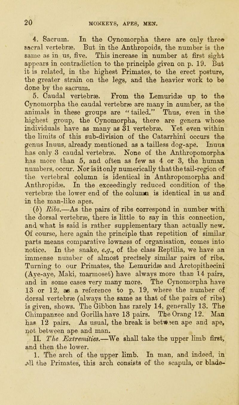 4. Sacrum. In the Cynomorpha there are only threa sacral vertebrae. But in the Anthropoids, the number is the same as in us, five. This increase in number at first sight appears in contradiction to the principle given on p. 19. But it is related, in the highest Primates, to the erect posture, the greater strain on the legs, and the heavier work to be done by the sacrum. 5. Caudal vertebrae. From the Lemuridae up to the Cynomorpha the caudal vertebrae are many in number, as the animals in these groups are “ tailed.” Thus, even in the highest group, the Cynomorpha, there are genera whose individuals have as many as 31 vertebrae. Yet even within the limits of this sub-division of the Catarrhini occurs the genus Inuus, already mentioned as a tailless dog-ape. Inuus has only 3 caudal vertebrae. None of the Anthropomorpha has more than 5, and often as few as 4 or 3, the human numbers, occur. Nor is it only numerically that the tail-region of the vertebral column is identical in Anthropomorpha and Anthropidae. In the exceedingly reduced condition of the vertebrae the lower end of the column is identical in us and in the man-like apes. (b) Ribs.—As the pairs of ribs correspond in number with the dorsal vertebrae, there is little to say in this connection, and what is said is rather supplementary than actually new. Of course, here again the principle that repetition of similar parts means comparative lowness of organisation, comes into notice. In the snake, e.g., of the class Beptilia, we have an immense number of almost precisely similar pairs of ribs. Turning to our Primates, the Lemuridae and Arctopithecini (Aye -aye, Maki, marmoset) have always more than 14 pairs, and in some cases very many more. The Cynomorpha have 13 or 12, as a reference to p. 19, where the number of dorsal vertebrae (always the same as that of the pairs of ribs) is given, shows. The Gibbon has rarely 14, generally 13. The Chimpanzee and Gorilla have 13 pairs. TbeOrang 12. Man has 12 pairs. As usual, the break is between ape and ape, not between ape and man. II. The Extremities.—We shall take the upper limb first, and then the lower. 1. The arch of the upper limb. In man, and indeed, in aII the Primates, this arch consists of the scapula, or blade-