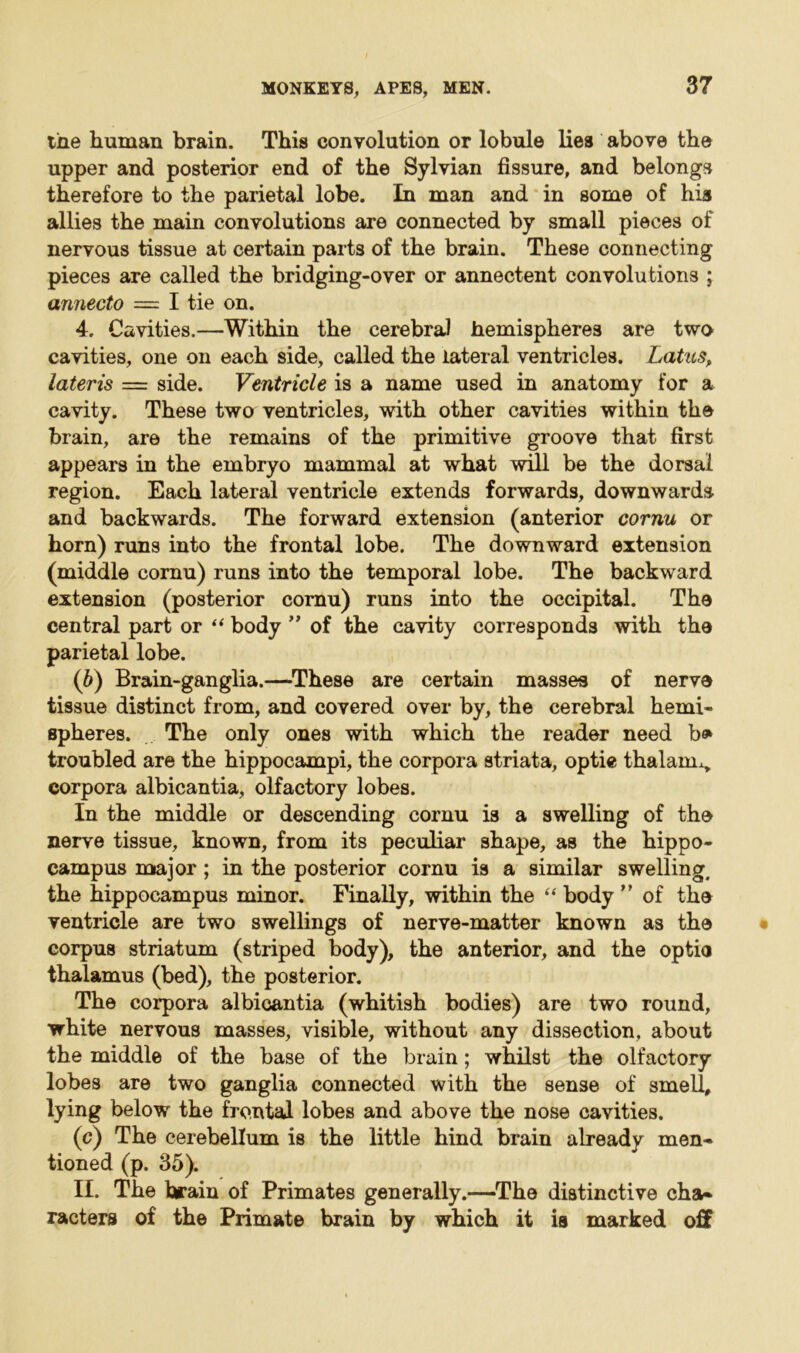 the human brain. This convolution or lobule lies above the upper and posterior end of the Sylvian fissure, and belongs therefore to the parietal lobe. In man and in some of his allies the main convolutions are connected by small pieces of nervous tissue at certain parts of the brain. These connecting pieces are called the bridging-over or annectent convolutions ; annecto = I tie on. 4. Cavities.—Within the cerebral hemispheres are two cavities, one on each side, called the lateral ventricles. Lattes, lateris — side. Ventricle is a name used in anatomy for a cavity. These two ventricles, with other cavities within the brain, are the remains of the primitive groove that first appears in the embryo mammal at what will be the dorsal region. Each lateral ventricle extends forwards, downwards and backwards. The forward extension (anterior cornu or horn) runs into the frontal lobe. The downward extension (middle cornu) runs into the temporal lobe. The backward extension (posterior cornu) runs into the occipital. The central part or “ body ” of the cavity corresponds with the parietal lobe. (b) Brain-ganglia.—These are certain masses of nerve tissue distinct from, and covered over by, the cerebral hemi- spheres. The only ones with which the reader need b* troubled are the hippocampi, the corpora striata, optic thalam^, corpora albicantia, olfactory lobes. In the middle or descending cornu is a swelling of the nerve tissue, known, from its peculiar shape, as the hippo- campus major; in the posterior cornu is a similar swelling, the hippocampus minor. Finally, within the “ body ” of the ventricle are two swellings of nerve-matter known as the corpus striatum (striped body), the anterior, and the optio thalamus (bed), the posterior. The corpora albicantia (whitish bodies) are two round, white nervous masses, visible, without any dissection, about the middle of the base of the brain; whilst the olfactory lobes are two ganglia connected with the sense of smell, lying below the frontal lobes and above the nose cavities. (c) The cerebellum is the little hind brain already men- tioned (p. 35). II. The brain of Primates generally.—The distinctive cha- racters of the Primate brain by which it is marked off