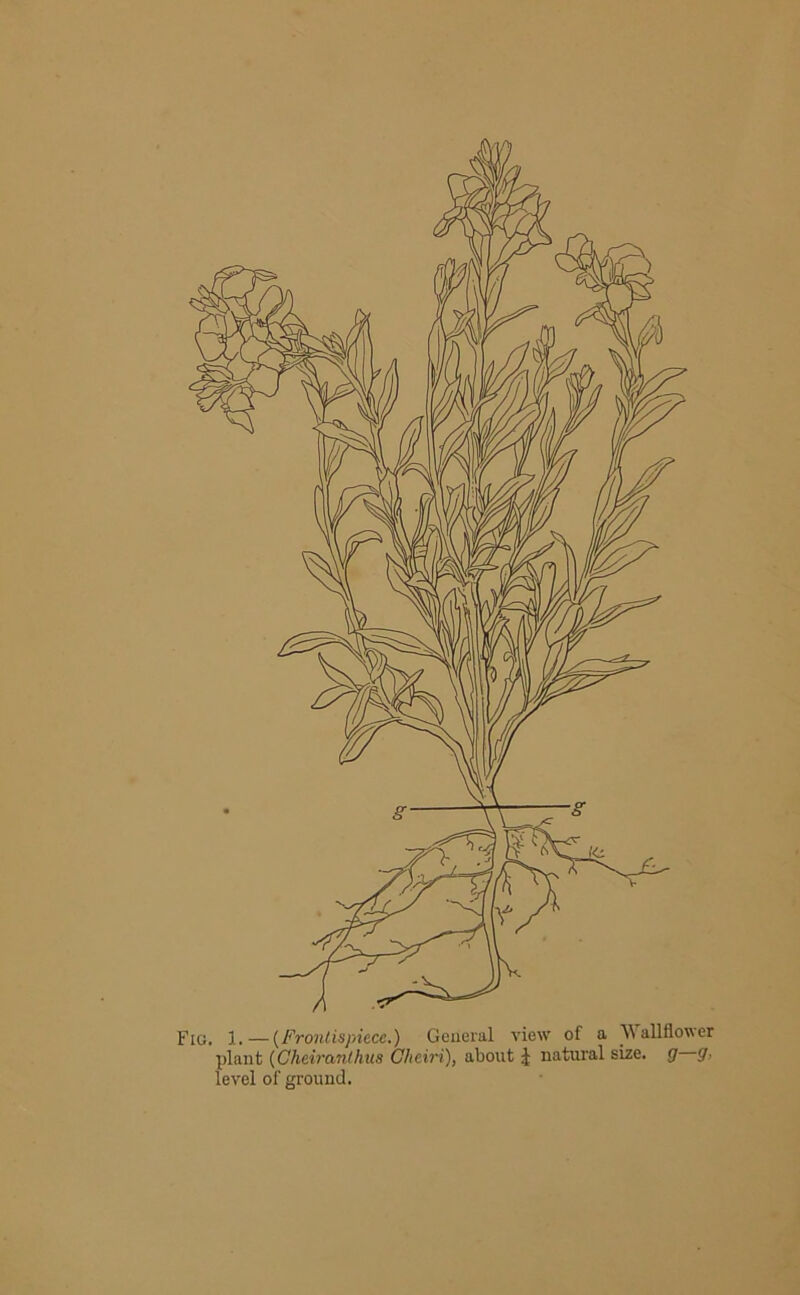 rt Fig. 1.—(Frontispiece.) General view of a Wallflower plant (Cheiranthus Gheiri), about J natural size, g sr.- level of ground.