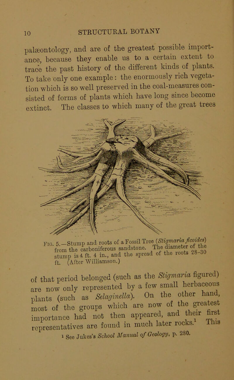 palaeontology, and are of the greatest possible import- ance, because they enable us to a certain extent to trace the past history of the different kinds of plants. To take only one example : the enormously rich vegeta- tion which is so well preserved in the coal-measures con- sisted of forms of plants which have long since become extinct. The classes to which many of the great trees Fig 5 -Stump and roots of a Fossil Tree (Stigmaria fcoidcs) L toLwerous sandstone. The d..meter of the stump is4 ft. 4 in., and the spread of the loots -8 30 ft. (After Williamson.) of that period belonged (such as the Stigmaria figured) are now only represented by a few small herbaceous plants (such as Selaginella). On the other han most of the groups which are now of the greatest importance had not then appeared, and their first representatives are found in much later rocks. This 1 See Jukes’s School Manual of Geology, p. 2S0.