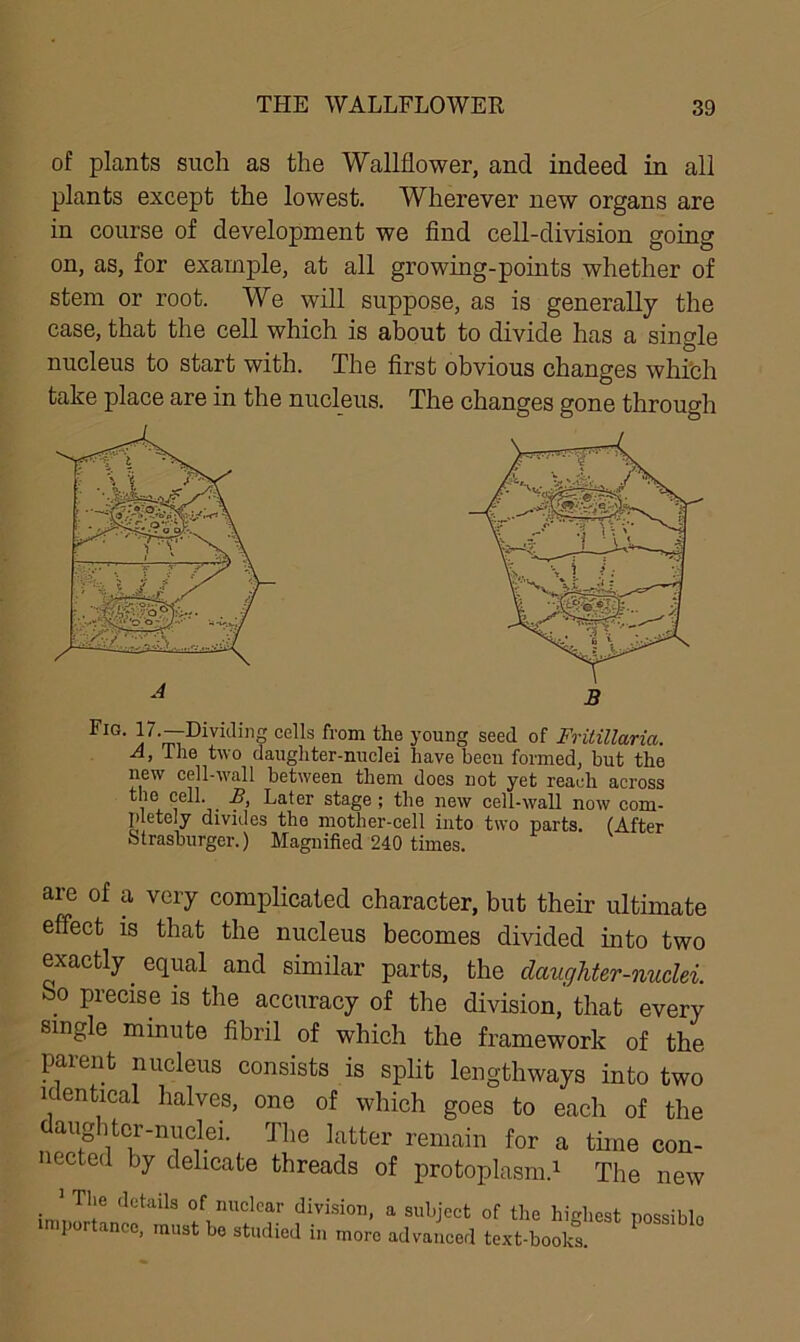 of plants such as the Wallflower, and indeed in all plants except the lowest. Wherever new organs are in course of development we find cell-division going on, as, for example, at all growing-points whether of stem or root. We will suppose, as is generally the case, that the cell which is about to divide has a single nucleus to start with. The first obvious changes which take place are in the nucleus. The changes gone through FlG' }7-~Dividil1S cells from th? young seed of Fritillaria. A, The two daughter-nuclei have been formed, but the new cell-wall between them does not yet reach across the cell. £, Later stage ; the new cell-wall now com- pletely divides the mother-cell into two parts. (After Strasburger.) Magnified 240 times. are of a very complicated character, but their ultimate effect is that the nucleus becomes divided into two exactly equal and similar parts, the claugliter-nuclei. So precise is the accuracy of the division, that every single minute fibril of which the framework of the parent nucleus consists is split lengthways into two identical halves, one of which goes to each of the daughter-nuclei. The latter remain for a time con- lected by delicate threads of protoplasm.1 The new . 1 The d(italls of nuclear division, a subject of the highest possible importance, must be studied in more advanced text-books.