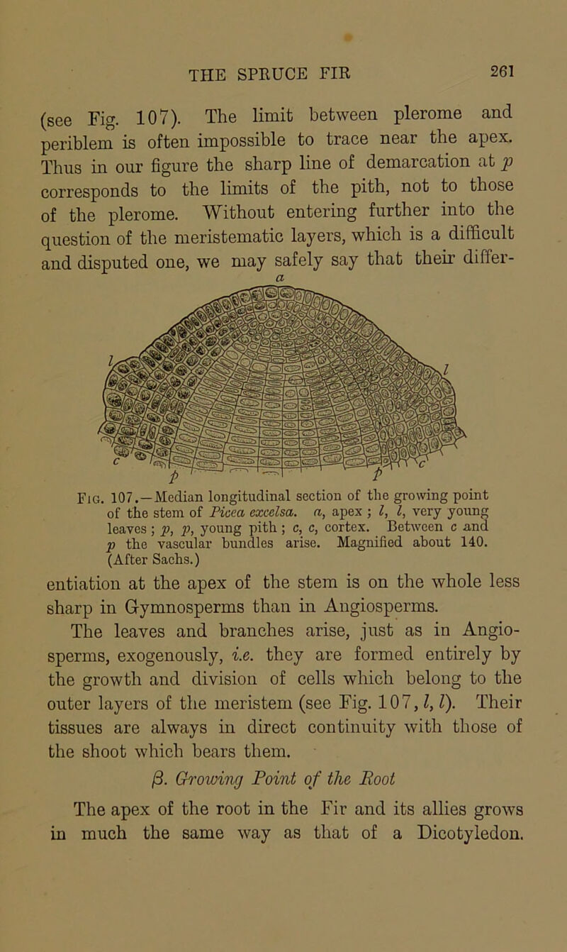 (see Fig. 107). The limit between plerome and periblem is often impossible to trace near the apex. Thus hi our figure the sharp line of demarcation at p corresponds to the limits of the pith, not to those of the plerome. Without entering further into the question of the meristematic layers, which is a difficult and disputed one, we may safely say that their differ- a Fig. 107.—Median longitudinal section of tlie growing point of the stem of Picea excelsa. a, apex ; l, l, very young leaves; p, p, young pith ; c, c, cortex. Between c and p the vascular bundles arise. Magnified about 140. (After Sachs.) entiation at the apex of the stem is on the whole less sharp in Gymnosperms than in Angiosperms. The leaves and branches arise, just as in Angio- sperms, exogenously, i.e. they are formed entirely by the growth and division of cells which belong to the outer layers of the meristem (see Fig. 107, l, l). Their tissues are always in direct continuity with those of the shoot which bears them. /3. Growing Point of the Root The apex of the root in the Fir and its allies grows in much the same way as that of a Dicotyledon.