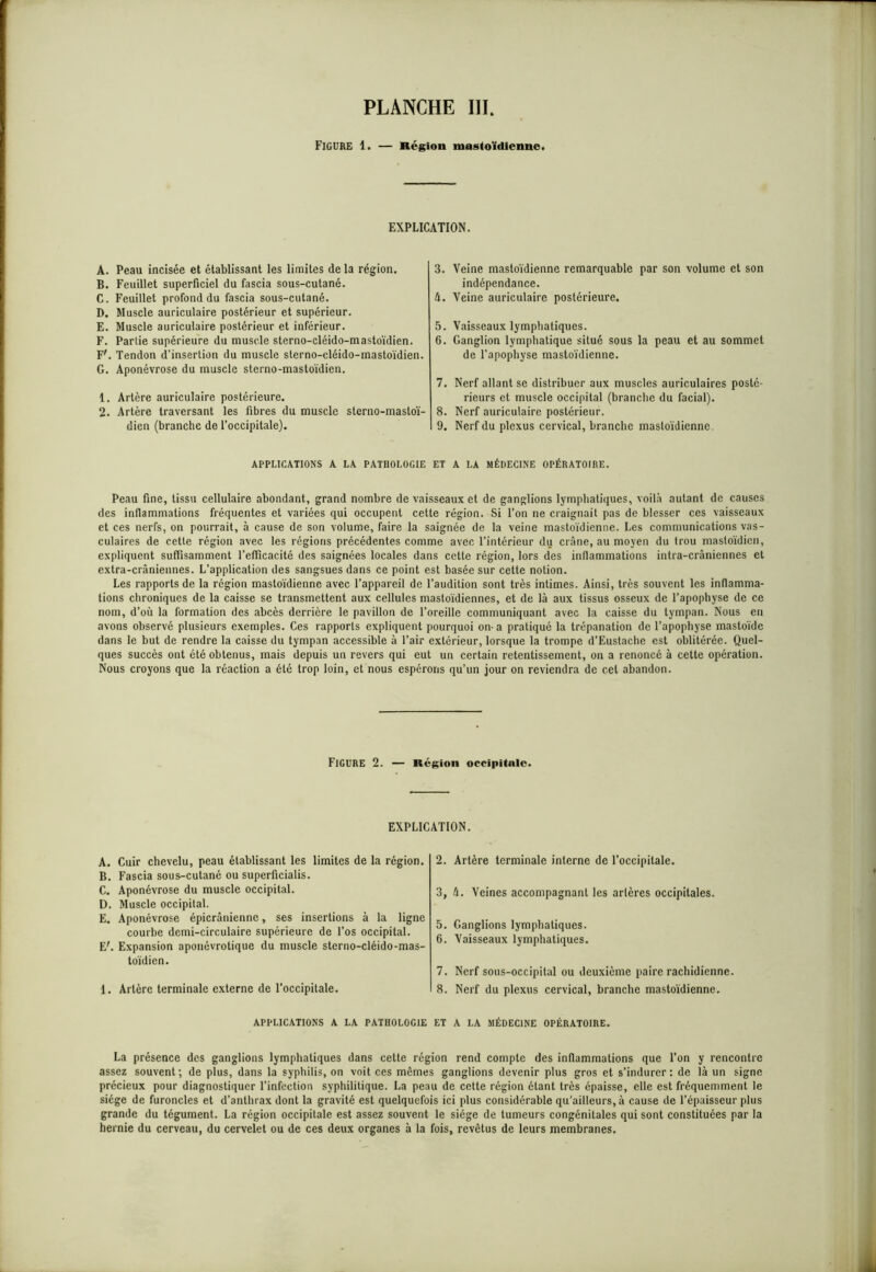 Figure 1. — Région mastoïdienne. EXPLICATION. A. Peau incisée et établissant les limites delà région. B. Feuillet superficiel du fascia sous-cutané. C. Feuillet profond du fascia sous-cutané. D. Muscle auriculaire postérieur et supérieur. E. Muscle auriculaire postérieur et inférieur. F. Partie supérieure du muscle sterno-cléido-mastoïdien. F'. Tendon d’insertion du muscle sterno-cléido-mastoïdien. G. Aponévrose du muscle sterno-mastoïdien. 1. Artère auriculaire postérieure. 2. Artère traversant les fibres du muscle sterno-mastoï- dien (branche de l’occipitale). 3. Veine mastoïdienne remarquable par son volume et son indépendance. 4. Veine auriculaire postérieure. 5. Vaisseaux lymphatiques. 6. Ganglion lymphatique situé sous la peau et au sommet de l'apophyse mastoïdienne. 7. Nerf allant se distribuer aux muscles auriculaires posté- rieurs et muscle occipital (branche du facial). 8. Nerf auriculaire postérieur. 9. Nerf du plexus cervical, branche mastoïdienne. APPLICATIONS A LA PATHOLOGIE ET A LA MÉDECINE OPÉRATOIRE. Peau fine, tissu cellulaire abondant, grand nombre de vaisseaux et de ganglions lymphatiques, voilà autant de causes des inflammations fréquentes et variées qui occupent cette région. Si l’on ne craignait pas de blesser ces vaisseaux et ces nerfs, on pourrait, à cause de son volume, faire la saignée de la veine mastoïdienne. Les communications vas- culaires de cette région avec les régions précédentes comme avec l’intérieur du crâne, au moyen du trou mastoïdien, expliquent suffisamment l’efficacité des saignées locales dans cette région, lors des inflammations intra-crâniennes et extra-crâniennes. L’application des sangsues dans ce point est basée sur cette notion. Les rapports de la région mastoïdienne avec l’appareil de l’audition sont très intimes. Ainsi, très souvent les inflamma- tions chroniques de la caisse se transmettent aux cellules mastoïdiennes, et de là aux tissus osseux de l’apophyse de ce nom, d’où la formation des abcès derrière le pavillon de l’oreille communiquant avec la caisse du tympan. Nous en avons observé plusieurs exemples. Ces rapports expliquent pourquoi on- a pratiqué la trépanation de l’apophyse mastoïde dans le but de rendre la caisse du tympan accessible à l’air extérieur, lorsque la trompe d’Eustache est oblitérée. Quel- ques succès ont été obtenus, mais depuis un revers qui eut un certain retentissement, on a renoncé à cette opération. Nous croyons que la réaction a été trop loin, et nous espérons qu’un jour on reviendra de cet abandon. Figure 2. — Région occipitale. EXPLICATION. A. Cuir chevelu, peau établissant les limites de la région. B. Fascia sous-cutané ou superficialis. C. Aponévrose du muscle occipital. D. Muscle occipital. E. Aponévrose épicrâniennc, ses insertions à la ligne courbe demi-circulaire supérieure de l’os occipital. E'. Expansion aponévrotique du muscle sterno-cléido-mas- toïdien. 1. Artère terminale externe de l’occipitale. 2. Artère terminale interne de l’occipitale. 3, 4. Veines accompagnant les arlères occipitales. 5. Ganglions lymphatiques. 6. Vaisseaux lymphatiques. 7. Nerf sous-occipital ou deuxième paire rachidienne. 8. Nerf du plexus cervical, branche mastoïdienne. APPLICATIONS A LA PATHOLOGIE ET A LA MÉDECINE OPÉRATOIRE. La présence des ganglions lymphatiques dans cette région rend compte des inflammations que l’on y rencontre assez souvent; de plus, dans la syphilis, on voit ces mêmes ganglions devenir plus gros et s’indurer: de là un signe précieux pour diagnostiquer l’infection syphilitique. La peau de cette région étant très épaisse, elle est fréquemment le siège de furoncles et d’anthrax dont la gravité est quelquefois ici plus considérable qu'ailleurs, à cause de l’épaisseur plus grande du tégument. La région occipitale est assez souvent le siège de tumeurs congénitales qui sont constituées par la hernie du cerveau, du cervelet ou de ces deux organes à la fois, revêtus de leurs membranes.