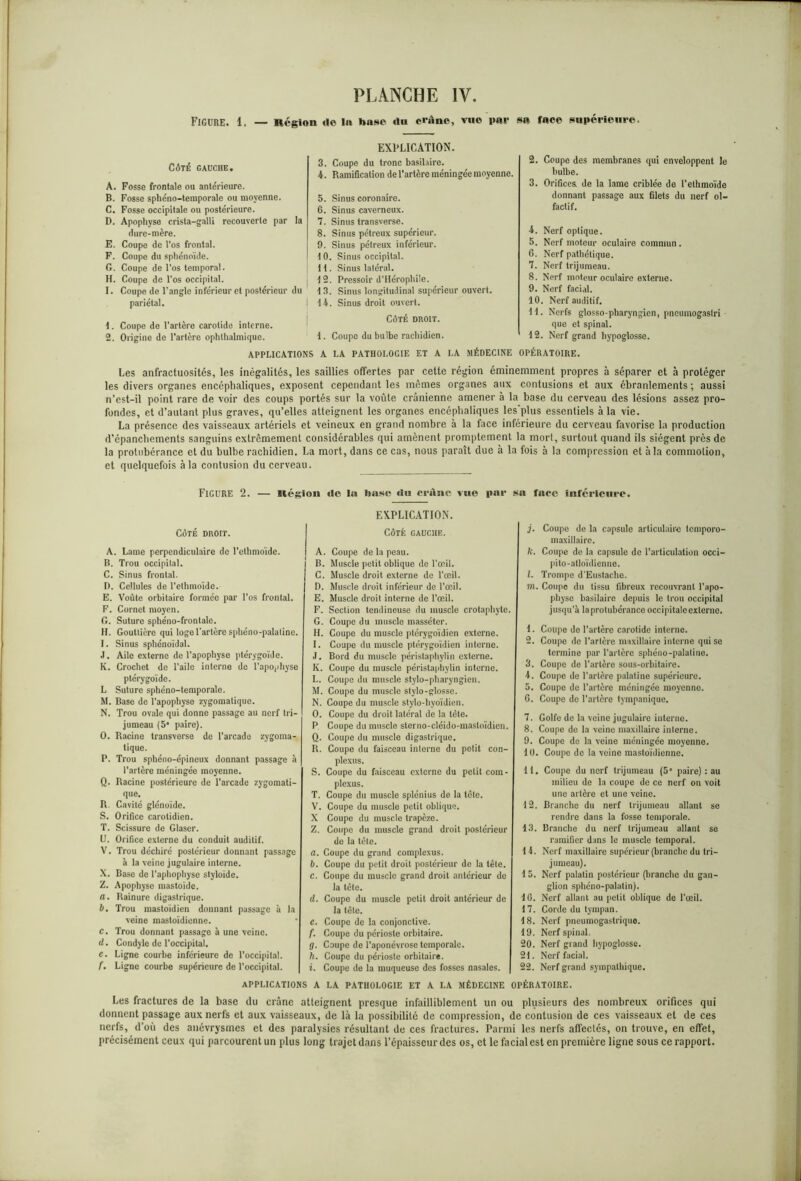 Figure. 1. — Région de 1« hase du crâne, vue par sa face supérieure. Côté gauche. A. Fosse frontale ou antérieure. B. Fosse sphéno-teraporale ou moyenne. C. Fosse occipitale ou postérieure. D. Apophyse crista-galli recouverte par la dure-mère. E. Coupe de l’os frontal. F. Coupe du sphénoïde. G. Coupe de l'os temporal. H. Coupe de l'os occipital. I. Coupe de l'angle inférieur et postérieur du pariétal. 1. Coupe de l’artère carotide interne. 2. Origine de l’artère ophthalmique. EXPLICATION. 3. Coupe du tronc basilaire. 4. Ramification de l’artère méningée moyenne. 5. Sinus coronaire. G. Sinus caverneux. 7. Sinus transverse. 8. Sinus pétreux supérieur. 9. Sinus pétreux inférieur. 1 0. Sinus occipital. H. Sinus latéral. 12. Pressoir d’Hérophile. 13. Sinus longitudinal supérieur ouvert. 14. Sinus droit ouvert. 2. Coupe des membranes qui enveloppent le bulbe. 3. Orifices, de la lame criblée do l’elhmoïde donnant passage aux filets du nerf ol- factif. 4. Nerf optique. 5. Nerf moteur oculaire commun . 6. Nerf pathétique. 7. Nerf trijumeau. 8. Nerf moteur oculaire externe. 9. Nerf facial. 10. Nerf auditif. 11. Nerfs glosso-pharyngien, pneumogaslri que et spinal. 12. Nerf grand hypoglosse. CÔTÉ DROIT. 1. Coupe du bulbe rachidien. APPLICATIONS A LA PATHOLOGIE ET A LA MÉDECINE OPÉRATOIRE. Les anfractuosités, les inégalités, les saillies offertes par cette région éminemment propres à séparer et à protéger les divers organes encéphaliques, exposent cependant les mêmes organes aux contusions et aux ébranlements ; aussi n’est-il point rare de voir des coups portés sur la voûte crânienne amener à la base du cerveau des lésions assez pro- fondes, et d’autant plus graves, qu’elles atteignent les organes encéphaliques les'plus essentiels à la vie. La présence des vaisseaux artériels et veineux en grand nombre à la face inférieure du cerveau favorise la production d'épanchements sanguins extrêmement considérables qui amènent promptement la mort, surtout quand ils siègent près de la protubérance et du bulbe rachidien. La mort, dans ce cas, nous paraît due à la fois à la compression et à la commotion, et quelquefois à la contusion du cerveau. Figure 2. — Région «le la base «lu crâne vue par sa face inférieure. Côté droit. A. Lame perpendiculaire de l’ethmoïde. B. Trou occipital. C. Sinus frontal. D. Cellules de l’elhmoïde. E. Voûte orbitaire formée par l’os frontal. F. Cornet moyen. G. Suture sphéno-frontalc. H. Gouttière qui loge l’artère sphéno-palatine. I. Sinus sphénoïdal. J. Aile externe de l’apophyse ptérygoïde. K. Crochet de l’aile interne de l’apophyse ptérygoïde. L Suture sphéno-temporale. M. Base de l’apophyse zygomatique. N. Trou ovale qui donne passage au nerf tri- jumeau (5* paire). O. Racine transvorso de l’arcade zygoma- tique. P. Trou sphéno-épineux donnant passage à l’artère méningée moyenne. Q. Racine postérieure de l’arcade zygomati- que. R. Cavité glénoïde. S. Orifice carotidien. T. Scissure de Glaser. U. Orifice externe du conduit auditif. V. Trou déchiré postérieur donnant passage à la veine jugulaire interne. X. Base de l’aphophyse styloïde. Z. Apophyse mastoïde. a. Rainure digastrique. b. Trou mastoïdien donnant passage à la veine mastoïdienne. c. Trou donnant passage à une veine. d. Condyle de l’occipital. e. Ligne courbe inférieure de l’occipital. f. Ligne courbe supérieure de l’occipital. EXPLICATION. CÔTÉ GAUCHE. A. Coupe de la peau. B. Muscle petit oblique de l’œil. C. Muscle droit externe de l’œil. D. Muscle droit inférieur de l’œil. E. Muscle droit interne de l’œil. F. Section tendineuse du muscle crotaphyte. G. Coupe du muscle masséter. H. Coupe du muscle ptérygoïdien externe. I. Coupe du muscle ptérygoïdien interne. J. Bord du muscle péristapbylin externe. K. Coupe du muscle péristapbylin interne. L. Coupe du muscle stylo-pharyngien. M. Coupe du muscle stylo-glosse. N. Coupe du muscle stylo-hyoïdien. O. Coupe du droit latéral de la tète. P Coupe du muscle sterno-cléido-mastoïdien. Q. Coupe du muscle digastrique. R. Coupe du faisceau inlorne du petit con- plexus. S. Coupe du faisceau externe du petit com- plexus. T. Coupe du muscle splénius de la tète. V. Coupe du muscle petit oblique. X Coupe du muscle trapèze. Z. Coupe du muscle grand droit postérieur de la tète. a. Coupe du grand complexus. b. Coupe du petit droit postérieur de la tête. c. Coupe du muscle grand droit antérieur de la tête. d. Coupe du muscle petit droit antérieur de la tête. e. Coupe de la conjonctive. f. Coupe du périoste orbitaire. g. Coupe de l’aponévrose temporale. h. Coupe du périoste orbitaire. i. Coupe de la muqueuse des fosses nasales. j. Coupe de la capsule articulaire temporo- m axillaire. ft. Coupe de la capsule de l’articulation occi- pito-atloïdienne. 1. Trompe d'Eustache. m. Coupe du tissu fibreux recouvrant l’apo- physe basilaire depuis le trou occipital jusqu'à la protubérance occipitale externe. 1 . Coupe de l’artère carotide interne. 2. Coupe de l’artère maxillaire interne qui se termine par l'artère sphéno-palatine. 3. Coupe de l’artère sous-orbitaire. 4. Coupe de l’artère palatine supérieure. 5. Coupe de l'artère méningée moyenne. G. Coupe do l’artère tympanique. 7. Golfe de la veine jugulaire interne. 8. Coupe de la veine maxillaire interne. 9. Coupe de la veine méningée moyenne. 11). Coupe de la veine mastoïdienne. 11. Coupe du nerf trijumeau (5° paire) : au milieu de la coupe de ce nerf on voit une artère et une veine. 12. Branche du nerf trijumeau allant se rendre dans la fosse temporale. 13. Branche du nerf trijumeau allant se ramifier dans le muscle temporal. 14. Nerf maxillaire supérieur (branche du tri- jumeau). 15. Nerf palatin postérieur (branche du gan- glion sphéno-palatin). IG. Nerf allant au petit oblique do l'œil. 17. Corde du tympan. 18. Nerf pneumogastrique. 19. Nerf spinal, 20. Nerf grand hypoglosse. 21. Nerf facial. 22. Nerf grand sympathique. APPLICATIONS A LA PATHOLOGIE ET A LA MÉDECINE OPÉRATOIRE. Les fractures de la base du crâne atteignent presque infailliblement un ou plusieurs des nombreux orifices qui donnent passage aux nerfs et aux vaisseaux, de là la possibilité de compression, de contusion de ces vaisseaux et de ces nerfs, d’où des anévrysmes et des paralysies résultant de ces fractures. Parmi les nerfs affectés, on trouve, en effet, précisément ceux qui parcourent un plus long trajet dans l’épaisseur des os, et le facial est en première ligne sous ce rapport.