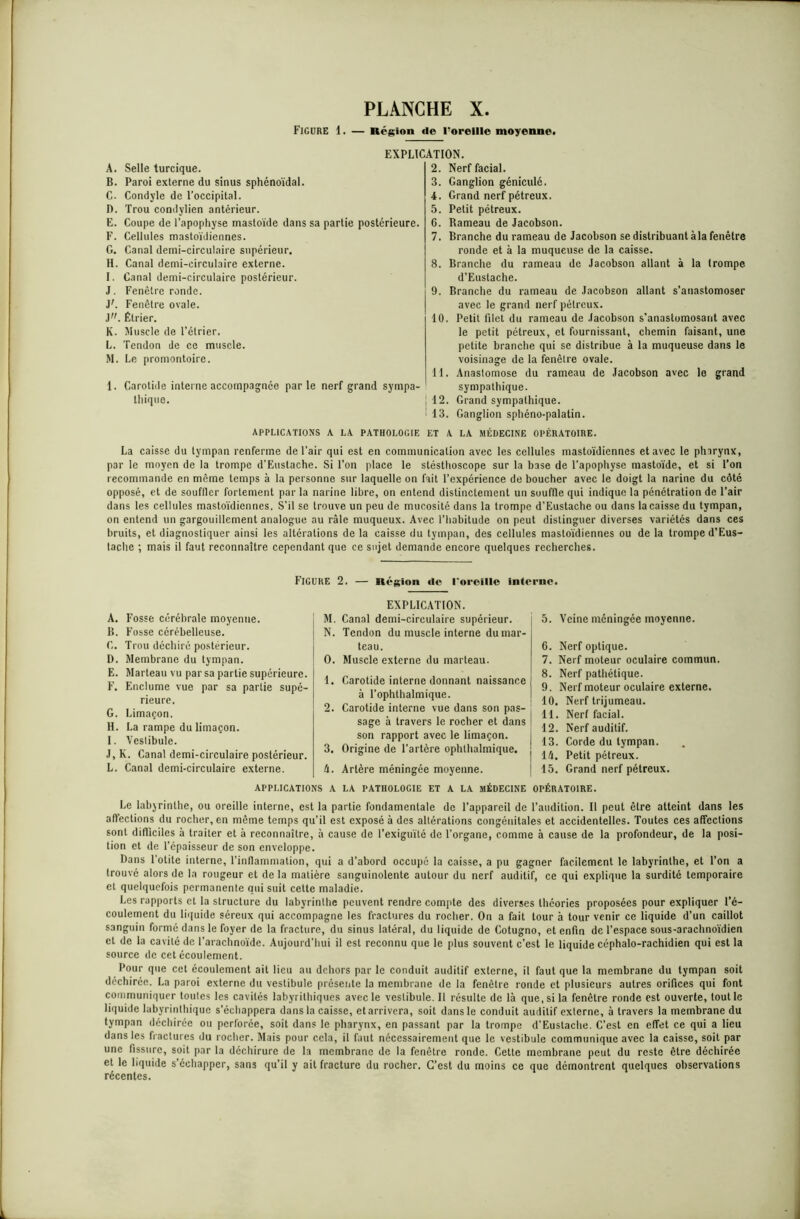 Figure 1. — Région «le Torellle moyenne. EXPLICATION. A. Selle turcique. B. Paroi externe du sinus sphénoïdal. C. Condyle de l’occipital. D. Trou condylien antérieur. E. Coupe de l’apophyse mastoïde dans sa partie postérieure. F. Cellules mastoïdiennes. G. Canal demi-circulaire supérieur. H. Canal demi-circulaire externe. I. Canal demi-circulaire postérieur. J. Fenêtre ronde. J'. Fenêtre ovale. J. Étrier. K. Muscle de l’étrier. L. Tendon de ce muscle. M. Le promontoire. 1. Carotide interne accompagnée parle nerf grand sympa- thique. APPLICATIONS A LA PATHOLOGIE 2. Nerf facial. 3. Ganglion géniculé. 4. Grand nerf pétreux. 5. Petit pétreux. C. Rameau de Jacobson. 7. Branche du rameau de Jacobson se distribuant àla fenêtre ronde et à la muqueuse de la caisse. 8. Branche du rameau de Jacobson allant à la trompe d’Eustache. 9. Branche du rameau de Jacobson allant s’anastomoser avec le grand nerf pétreux. 10. Petit filet du rameau de Jacobson s’anastomosant avec le petit pétreux, et fournissant, chemin faisant, une petite branche qui se distribue à la muqueuse dans le voisinage de la fenêtre ovale. 11. Anastomose du rameau de Jacobson avec le grand sympathique. 12. Grand sympathique. 13. Ganglion sphéno-palatin. ET A LA MÉDECINE OPÉRATOIRE. La caisse du tympan renferme de l’air qui est en communication avec les cellules mastoïdiennes et avec le pharynx, par le moyen de la trompe d’Eustache. Si l’on place le stésthoscope sur la base de l’apophyse mastoïde, et si l’on recommande en même temps à la personne sur laquelle on fait l’expérience de boucher avec le doigt la narine du côté opposé, et de souffler fortement par la narine libre, on entend distinctement un souffle qui indique la pénétration de l’air dans les cellules mastoïdiennes. S'il se trouve un peu de mucosité dans la trompe d’Eustache ou dans la caisse du tympan, on entend un gargouillement analogue au râle muqueux. Avec l’habitude on peut distinguer diverses variétés dans ces bruits, et diagnostiquer ainsi les altérations de la caisse du tympan, des cellules mastoïdiennes ou de la trompe d’Eus- lache ; mais il faut reconnaître cependant que ce sujet demande encore quelques recherches. Figure 2. — Région «le l’oreille interne. A. Fosse cérébrale moyenne. B. Fosse cérébelleuse. G. Trou déchiré postérieur. D. Membrane du tympan. E. Marteau vu par sa partie supérieure. F. Enclume vue par sa partie supé- rieure. G. Limaçon. H. La rampe du limaçon. I. Vestibule. J. K. Canal demi-circulaire postérieur. L. Canal demi-circulaire externe. APPLICATIO EXPLICATION. M. Canal demi-circulaire supérieur. N. Tendon du muscle interne du mar- teau. O. Muscle externe du marteau. 1. Carotide interne donnant naissance à l’ophthalmique. 2. Carotide interne vue dans son pas- sage à travers le rocher et dans son rapport avec le limaçon. 3. Origine de l’artère ophthalmique. h. Artère méningée moyenne. I A LA PATHOLOGIE ET A LA MÉDECINE 5. Veine méningée moyenne. 6. Nerf optique. 7. Nerf moteur oculaire commun. 8. Nerf pathétique. 9. Nerf moteur oculaire externe. 10. Nerf trijumeau. 11. Nerf facial. 12. Nerf auditif. 13. Corde du tympan. 14. Petit pétreux. 15. Grand nerf pétreux. OPÉRATOIRE. Le labyrinthe, ou oreille interne, est la partie fondamentale de l’appareil de l’audition. Il peut être atteint dans les affections du rocher, en même temps qu’il est exposé à des altérations congénitales et accidentelles. Toutes ces affections sont difficiles à traiter et à reconnaître, à cause de l’exiguïté de l’organe, comme à cause de la profondeur, de la posi- tion et de l’épaisseur de son enveloppe. Dans l'otite interne, l’inflammation, qui a d’abord occupé la caisse, a pu gagner facilement le labyrinthe, et l’on a trouvé alors de la rougeur et de la matière sanguinolente autour du nerf auditif, ce qui explique la surdité temporaire et quelquefois permanente qui suit cette maladie. Les rapports et la structure du labyrinthe peuvent rendre compte des diverses théories proposées pour expliquer l’é- coulement du liquide séreux qui accompagne les fractures du rocher. On a fait tour à tour venir ce liquide d’un caillot sanguin formé dans le foyer de la fracture, du sinus latéral, du liquide de Cotugno, et enfin de l’espace sous-arachnoïdien et de la cavité de l’arachnoïde. Aujourd’hui il est reconnu que le plus souvent c’est le liquide céphalo-rachidien qui est la source de cet écoulement. Pour que cet écoulement ait lieu au dehors par le conduit auditif externe, il faut que la membrane du tympan soit déchirée. La paroi externe du vestibule présente la membrane de la fenêtre ronde et plusieurs autres orifices qui font communiquer toutes les cavités labyrilhiques avec le vestibule. Il résulte de là que, si la fenêtre ronde est ouverte, tout le liquide labyrinthique s’échappera dans la caisse, et arrivera, soit dans le conduit auditif externe, à travers la membrane du tympan déchirée ou perforée, soit dans le pharynx, en passant par la trompe d’Eustache. C’est en effet ce qui a lieu dans les fractures du rocher. Mais pour cela, il faut nécessairement que le vestibule communique avec la caisse, soit par une fissure, soit par la déchirure de la membrane de la fenêtre ronde. Cette membrane peut du reste être déchirée et le liquide s’échapper, sans qu'il y ait fracture du rocher. C’est du moins ce que démontrent quelques observations récentes.