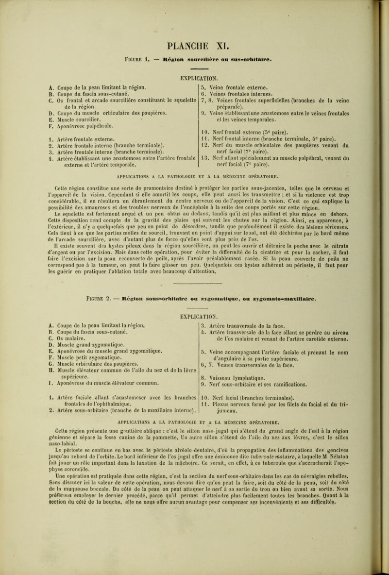 FIGURE i. — Région sourcilière ou sus-orbitaire. EXPLICATION. A. Coupe de la peau limitant la région. B. Coupe du fascia sous-cutané. C. Os frontal et arcade sourcilière constituant le squelette de la région. D. Coupe du muscle orfciculaire des paupières. E. Muscle sourcilier. F. Aponévrose palpébrale. 1. Artère frontale externe. 2. Artère frontale interne (branche terminale). 3. Artère frontale interne (branche terminale). 4. Artère établissant une anastomose entre l’artère frontale externe et l’artère temporale. 5. Veine frontale externe. 6. Veines frontales internes. 7. 8. Veines frontales superficielles (branches de la veine préparate). 9. Veine établissant une anastomose entre le veines frontales et les veines temporales. 10. Nerf frontal externe (5e paire). 11. Nerf frontal interne (branche terminale, 5e paire). 12. Nerf du muscle orbiculaire des paupières venant du nerf facial {7e paire). 13. Nerf allant spécialement au muscle palpébral, venant du nerf facial (7e paire). APPLICATIONS A LA PATHOLOGIE ET A LA MÉDECINE OPÉRATOIRE. Cette région constitue une sorte de promontoire destiné à protéger les parties sous-jacentes, telles que le cerveau et l’appareil de la vision. Cependant si elle amortit les coups, elle peut aussi les transmettre ; et si la violence est trop considérable, il en résultera un ébranlement du centre nerveux ou de l’appareil de la vision. C’est ce qui explique la possibilité des amauroses et des troubles nerveux de l’encéphale à la suite des coups portés sur cette région. Le squelette est fortement arqué et un peu obtus au dedans, tandis qu’il est plus saillant et plus mince en dehors. Cette disposition rend compte de la gravité des plaies qui suivent les chutes sur la région. Ainsi, en apparence, à l’extérieur, il n’y a quelquefois que peu ou point de désordres, tandis que profondément il existe des lésions sérieuses. Cela tient à ce que les parlies molles du sourcil, trouvant un point d’appui sur le sol, ont été déchirées par le bord même de l’arcade sourcilière, avec d’autant plus de force qu’elles sont plus près de l'os. Il existe souvent des kystes pileux dans la région sourcilière, on peut les ouvrir et détruire la poche avec le nitrate d’argent ou par l’excision. Mais dans cette opération, pour éviter la difformité de la cicatrice et pour la cacher, il faut faire l’excision sur la peau recouverte de poils, après l’avoir préalablement rasée. Si la peau couverte de poils ne correspond pas à la tumeur, on peut la faire glisser un peu. Quelquefois ces kystes adhèrent au périoste, il faut pour les guérir en pratiquer l’ablation totale avec beaucoup d’attention. FIGURE 2. — Région sous-orbitaire ou zygomatique, ou zygoninto-iiinxillnirc. EXPLICATION. A. Coupe de la peau limitant la région. B. Coupe du fascia sous-cutané. C. Os malaire. D. Muscle grand zygomatique. E. Aponévrose du muscle grand zygomatique. F. Muscle petit zygomatique. G. Muscle orbiculaire des paupières. H. Muscle élévateur commun de l’aile du nez et de la lèvre supérieure. I. Aponévrose du muscle élévateur commun. 1. Artère faciale allant s’anastomoser avec les branches frontales de l’ophthalmique. 2. Artère sous-orbitaire (branche de la maxillaire interne). 3. Artère transversale de la face. 4. Artère transversale de la face allant se perdre au niveau de l’os malaire et venant de l’artère carotide externe. 5. Veine accompagnant l’artère faciale et prenant le nom d’angulaire à sa partie supérieure. 6. 7. Veines transversales de la face. 8. Vaisseau lymphatique. 9. Nerf sous-orbitaire et ses ramifications. 10. Nerf facial (branches terminales). 11. Plexus nerveux formé par les filets du facial et du tri- jumeau. APPLICATIONS A LA PATHOLOGIE ET A LA MÉDECINE OPÉRATOIRE. Cette région présente une gouttière oblique : c’est le sillon naso-jugal qui s’étend du grand angle de l’œil à la région génienne et sépare la fosse canine de la pommette. Un autre sillon s’étend de l’aile du nez aux lèvres, c’est le sillon naso-labial. Le périoste se continue en bas avec le périoste alvéolo-dentaire, d’où la propagation des inflammations des gencives jusqu'au rebord de l’orbite. Le bord inférieur de l’os jugal offre une éminence dite tubercule malaire, à laquelle M Nélaton fait jouer un rôle important dans la luxation de la mâchoire, Ce serait, en effet, à ce tubercule que s’accrocherait l’apo- physe coronoïde. Une opération est pratiquée dans cette région, c’est la section du nerf sous-orbitaire dans les cas de névralgies rebelles. Sans discuter ici la valeur de cette opération, nous devons dire qu’on peut la faire, soit du côté de la peau, soit du côté de la muqueuse buccale. Du côté de la peau on peut attaquer le nerf à sa sortie du trou ou bien avant sa sortie. Nous préférons employer le dernier procédé, parce qu’il permet d'atteindre plus facilement toutes les branches. Quant à la section du côté de la bouche, elle ne nous offre aucun avantage pour compenser ses inconvénients et ses difficultés.