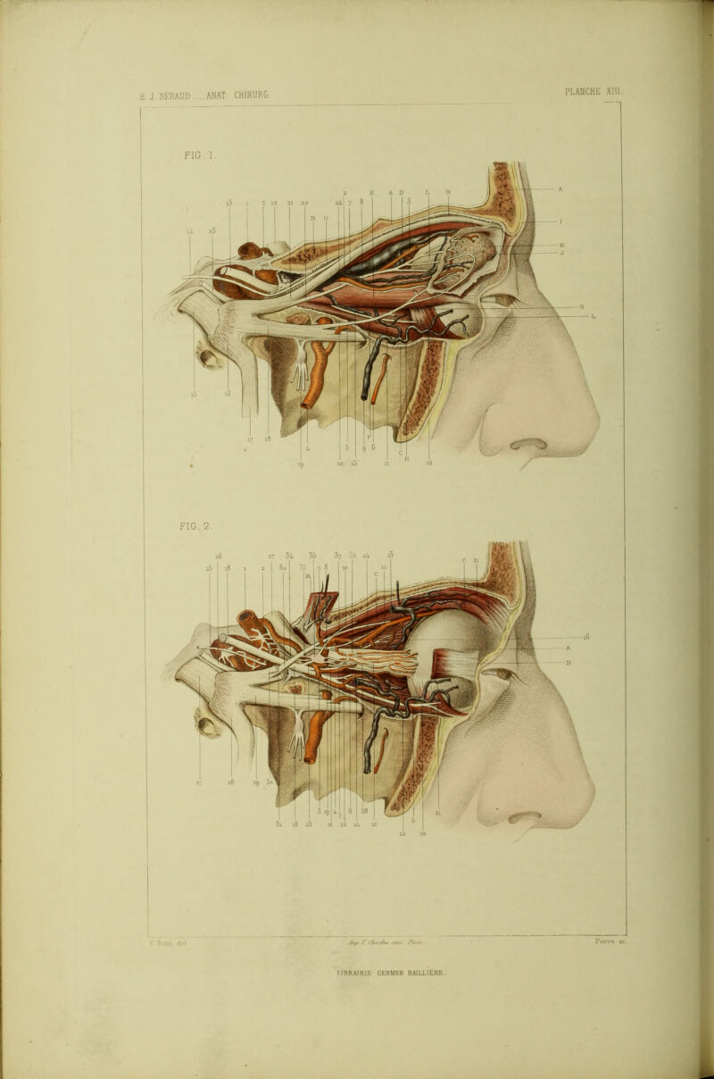 B.J.BÉRAUD. . ANAT. CHIRURG.