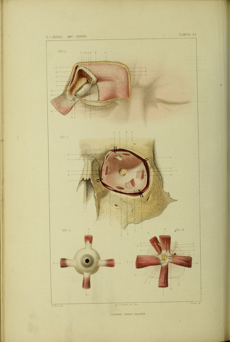B. J. BÉRAUD. ANAT. CH1RURG