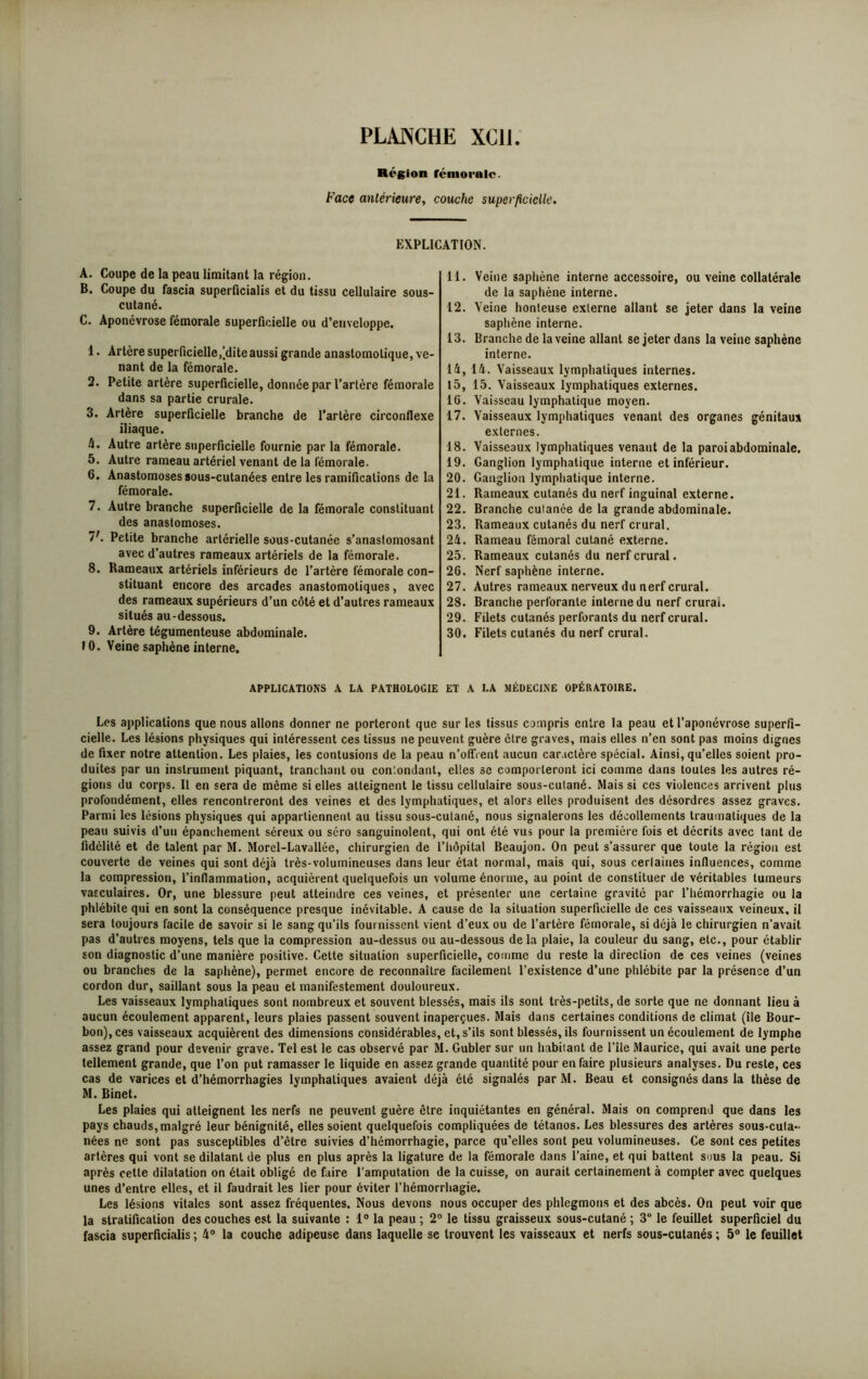 Région fémorale. Face antérieure, couche superficielle. EXPLICATION. A. Coupe de la peau limitant la région. B. Coupe du fascia superficialis et du tissu cellulaire sous- cutané. C. Aponévrose fémorale superficielle ou d’enveloppe. 1. Artère superficielle,’dite aussi grande anastomotique, ve- nant de la fémorale. 2. Petite artère superficielle, donnée par Tarière fémorale dans sa partie crurale. 3. Artère superficielle branche de l’artère circonflexe iliaque. h. Autre artère superficielle fournie par la fémorale. 5. Autre rameau artériel venant de la fémorale. 6. Anastomoses sous-cutanées entre les ramifications de la fémorale. 7. Autre branche superficielle de la fémorale constituant des anastomoses. V. Petite branche artérielle sous-cutanée s’anastomosant avec d’autres rameaux artériels de la fémorale. 8. Rameaux artériels inférieurs de l’artère fémorale con- stituant encore des arcades anastomotiques, avec des rameaux supérieurs d’un côté et d’autres rameaux situés au-dessous. 9. Artère tégumenteuse abdominale. 10. Veine saphène interne. 11. Veine saphène interne accessoire, ou veine collatérale de la saphène interne. 12. Veine honteuse externe allant se jeter dans la veine saphène interne. 13. Branche de la veine allant se jeter dans la veine saphène interne. 14. 14. Vaisseaux lymphatiques internes. 15. 15. Vaisseaux lymphatiques externes. 16. Vaisseau lymphatique moyen. 17. Vaisseaux lymphatiques venant des organes génitaux externes. 18. Vaisseaux lymphatiques venant de la paroi abdominale. 19. Ganglion lymphatique interne et inférieur. 20. Ganglion lymphatique interne. 21. Rameaux cutanés du nerf inguinal externe. 22. Branche cutanée de la grande abdominale. 23. Rameaux cutanés du nerf crural. 24. Rameau fémoral cutané externe. 25. Rameaux cutanés du nerf crural. 26. Nerf saphène interne. 27. Autres rameaux nerveux du nerf crural. 28. Branche perforante interne du nerf crurai. 29. Filets cutanés perforants du nerf crural. 30. Filets cutanés du nerf crural. APPLICATIONS A LA PATHOLOGIE ET A LA MÉDECINE OPÉRATOIRE. Les applications que nous allons donner ne porteront que sur les tissus compris entre la peau et l’aponévrose superfi- cielle. Les lésions physiques qui intéressent ces tissus ne peuvent guère être graves, mais elles n’en sont pas moins dignes de fixer notre attention. Les plaies, les contusions de la peau n’offrent aucun caractère spécial. Ainsi, qu’elles soient pro- duites par un instrument piquant, tranchant ou contondant, elles se comporteront ici comme dans toutes les autres ré- gions du corps. Il en sera de même si elles atteignent le tissu cellulaire sous-cutané. Mais si ces violences arrivent plus profondément, elles rencontreront des veines et des lymphatiques, et alors elles produisent des désordres assez graves. Parmi les lésions physiques qui appartiennent au tissu sous-cutané, nous signalerons les décollements traumatiques de la peau suivis d’un épanchement séreux ou séro sanguinolent, qui ont été vus pour la première fois et décrits avec tant de fidélité et de talent par M. Morel-Lavallée, chirurgien de l’hôpital Beaujon. On peut s’assurer que toute la région est couverte de veines qui sont déjà très-volumineuses dans leur état normal, mais qui, sous certaines influences, comme la compression, l’inflammation, acquièrent quelquefois un volume énorme, au point de constituer de véritables tumeurs vasculaires. Or, une blessure peut atteindre ces veines, et présenter une certaine gravité par l'hémorrhagie ou la phlébite qui en sont la conséquence presque inévitable. A cause de la situation superficielle de ces vaisseaux veineux, il sera toujours facile de savoir si le sang qu’ils fournissent vient d’eux ou de l’artère fémorale, si déjà le chirurgien n’avait pas d’autres moyens, tels que la compression au-dessus ou au-dessous delà plaie, la couleur du sang, etc., pour établir son diagnostic d’une manière positive. Cette situation superficielle, comme du reste la direction de ces veines (veines ou branches de la saphène), permet encore de reconnaître facilement l’existence d’une phlébite par la présence d’un cordon dur, saillant sous la peau et manifestement douloureux. Les vaisseaux lymphatiques sont nombreux et souvent blessés, mais ils sont très-petits, de sorte que ne donnant lieu à aucun écoulement apparent, leurs plaies passent souvent inaperçues. Mais dans certaines conditions de climat (île Bour- bon), ces vaisseaux acquièrent des dimensions considérables, et, s’ils sont blessés, ils fournissent un écoulement de lymphe assez grand pour devenir grave. Tel est le cas observé par M. Gubler sur un habitant de l’ile Maurice, qui avait une perte tellement grande, que l’on put ramasser le liquide en assez grande quantité pour en faire plusieurs analyses. Du reste, ces cas de varices et d’hémorrhagies lymphatiques avaient déjà été signalés par M. Beau et consignés dans la thèse de M. Binet. Les plaies qui atteignent les nerfs ne peuvent guère être inquiétantes en général. Mais on comprend que dans les pays chauds, malgré leur bénignité, elles soient quelquefois compliquées de tétanos. Les blessures des artères sous-cuta- nées ne sont pas susceptibles d’ètre suivies d’hémorrhagie, parce qu’elles sont peu volumineuses. Ce sont ces petites artères qui vont se dilatant de plus en plus après la ligature de la fémorale dans l’aine, et qui battent sous la peau. Si après cette dilatation on était obligé de faire l’amputation de la cuisse, on aurait certainement à compter avec quelques unes d’entre elles, et il faudrait les lier pour éviter l’hémorrhagie. Les lésions vitales sont assez fréquentes. Nous devons nous occuper des phlegmons et des abcès. On peut voir que la stratification des couches est la suivante : 1° la peau; 2° le tissu graisseux sous-cutané; 3° le feuillet superficiel du fascia superficialis ; 4° la couche adipeuse dans laquelle se trouvent les vaisseaux et nerfs sous-cutanés ; 5° le feuillet