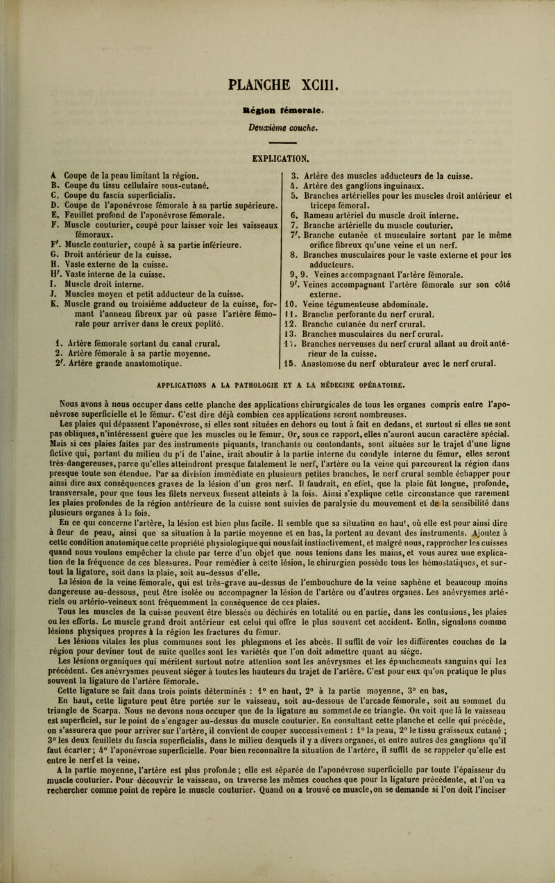 Région fémorale. Deuxième couche. EXPLICATION. A Coupe de la peau limitant la région. B. Coupe du tissu cellulaire sous-cutané. C. Coupe du fascia superficialis. D. Coupe de l’aponévrose fémorale à sa partie supérieure. E. Feuillet profond de l’aponévrose fémorale. F. Muscle couturier, coupé pour laisser voir les vaisseaux fémoraux. F'. Muscle couturier, coupé à sa partie inférieure. G. Droit antérieur de la cuisse. H. Vaste externe de la cuisse. H7. Vaste interne de la cuisse. I. Muscle droit interne. J. Muscles moyen et petit adducteur delà cuisse. K. Muscle grand ou troisième adducteur de la cuisse, for- mant l’anneau fibreux par où passe l’artère fémo- rale pour arriver dans le creux poplité. 1. Artère fémorale sortant du canal crural. 2. Artère fémorale à sa partie moyenne. 27. Artère grande anastomotique. 3. Artère des muscles adducteurs de la cuisse. U. Artère des ganglions inguinaux. 5. Branches artérielles pour les muscles droit antérieur et triceps fémoral. 6. Rameau artériel du muscle droit interne. 7. Branche artérielle du muscle couturier. T. Branche cutanée et musculaire sortant par le même orifice fibreux qu’une veine et un nerf. 8. Branches musculaires pour le vaste externe et pour les adducteurs. 9. 9. Veines accompagnant l’artère fémorale. 9'. Veines accompagnant l’artère fémorale sur son côté externe. 10. Veine tégumenteuse abdominale. 11. Branche perforante du nerf crural. 12. Branche cutanée du nerf crural. 13. Branches musculaires du nerf crural. l'i. Branches nerveuses du nerf crural allant au droit anté- rieur de la cuisse. 15. Anastomose du nerf obturateur avec le nerf crural. APPLICATIONS A LA PATHOLOGIE ET A LA MÉDECINE OPÉRATOIRE. Nous avons à nous occuper dans cette planche des applications chirurgicales de tous les organes compris entre l’apo- névrose superficielle et le fémur. C’est dire déjà combien ces applications seront nombreuses. Les plaies qui dépassent l’aponévrose, si elles sont situées en dehors ou tout à fait en dedans, et surtout si elles ne sont pas obliques, n’intéressent guère que les muscles ou le fémur. Or, sous ce rapport, elles n’auront aucun caractère spécial. Mais si ces plaies faites par des instruments piquants, tranchants ou contondants, sont situées sur le trajet d’une ligne fictive qui, parlant du milieu du p’i de l’aine, irait aboutir à la partie interne du condyle interne du fémur, elles seront très-dangereuses, parce qu’elles atteindront presque fatalement le nerf, l’artère ou la veine qui parcourent la région dans presque toute son étendue. Par sa division immédiate en plusieurs petites branches, le nerf crural semble échapper pour ainsi dire aux conséquences graves de la lésion d’un gros nerf. Il faudrait, en effet, que la plaie fût longue, profonde, transversale, pour que tous les filets nerveux fussent atteints à la fois. Ainsi s’explique cette circonstance que rarement les plaies profondes de la région antérieure de la cuisse sont suivies de paralysie du mouvement et de la sensibilité dans plusieurs organes à la fois. En ce qui concerne l’artère, la lésion est bien plus facile. Il semble que sa situation en hau1, où elle est pour ainsi dire à fleur de peau, ainsi que sa situation à la partie moyenne et en bas, la portent au devant des instruments. Ajoutez à cette condition anatomique cette propriété physiologique qui nousfait instinctivement, et malgré nous, rapprocher les cuisses quand nous voulons empêcher la chute par terre d’un objet que nous tenions dans les mains, et vous aurez une explica- tion de la fréquence de ces blessures. Pour remédier à celte lésion, le chirurgien possède tous les hémostatiques, et sur- tout la ligature, soit dans la plaie, soit au-dessus d’elle. La lésion de la veine fémorale, qui est très-grave au-dessus de l’embouchure de la veine saphène et beaucoup moins dangereuse au-dessous, peut être isolée ou accompagner la lésion de l’artère ou d’autres organes. Les anévrysmes arté- riels ou artério-veineux sont fréquemment la conséquence de ces plaies. Tous les muscles de la cuisse peuvent être blessés ou déchirés en totalité ou en partie, dans les contusions, les plaies ouïes efforts. Le muscle grand droit anterieur est celui qui offre le plus souvent cet accident. Enfin, signalons comme lésions physiques propres à la région les fractures du fémur. Les lésions vitales les plus communes sont les phlegmons et les abcès. Il suffît de voir les différentes couches de la région pour deviner tout de suite quelles sont les variétés que l’on doit admettre quant au siège. Les lésions organiques qui méritent surtout notre attention sont les anévrysmes et les épanchements sanguins qui les précèdent. Ces anévrysmes peuvent siéger à toutes les hauteurs du trajet de l’artère. C’est pour eux qu’on pratique le plus souvent la ligature de l’artère fémorale. Cette ligature se fait dans trois points déterminés : 1° en haut, 2° à la partie moyenne, 3° en bas, En haut, celte ligature peut être portée sur le vaisseau, soit au-dessous de l’arcade fémorale, soit au sommet du triangle de Scarpa. Nous ne devons nous occuper que de la ligature au sommetdece triangle. On voit que là le vaisseau est superficiel, sur le point de s’engager au-dessus du muscle couturier. En consultant cette planche et celle qui précède, on s’assurera que pour arriver sur l’artère, il convient de couper successivement : 1° la peau, 2° le tissu graisseux cutané ; 3° les deux feuillets du fascia superficialis, dans le milieu desquels il y a divers organes, et entre autres des ganglions qu’il faut écarter ; 4° l’aponévrose superficielle. Pour bien reconnaître la situation de l’artère, il suffit de se rappeler qu’elle est entre le nerf et la veine. A la partie moyenne, l’artère est plus profonde ; elle est séparée de l’aponévrose superficielle par toute l’épaisseur du muscle couturier. Pour découvrir le vaisseau, on traverse les mêmes couches que pour la ligature précédente, et l’on va rechercher comme point de repère le muscle couturier. Quand on a trouvé ce muscle,on se demande si l’on doit l’inciser