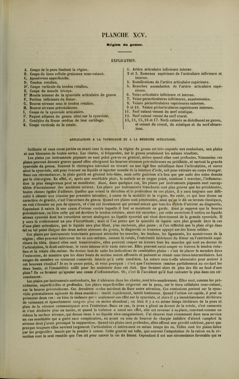 Région «lu genou. EXPLICATION. A. Coupe de la peau limitant la région. B. Coupe du tissu cellulo-graisseux sous-culaué. C. Aponévrose superficielle. D. Tendon rotulien. D'. Coupe verticale du tendon rotulien. E. Coupe du muscle triceps. E' Muscle tenseur de la synoviale articulaire du genou. F. Portion inférieure du fémur. G. Bourse séreuse sous le tendon rotulien. H. Bourse séreuse prérotulienne. I. Coupe de la synoviale articulaire. F. Paquet adipeux du genou situé sur la synoviale. J. Condyles du fémur revêtus de leur cartilage. K. Coupe verticale de la rotule. 1. Artère articulaire inférieure interne. 2 et 3. Rameaux supérieurs de l’articulaire inférieure et interne. A. Ramifications de l’artère articulaire supérieure. 5. Branches ascendantes de l’artère articulaire supé- rieure. 6. Veine articulaire inférieure et interne. 7. Veine périarticulaires inférieures, anastomosées. 8. Veines périarticulaires supérieures externes. 9 et 10. Veines périarticulaires supérieures internes. 11. Nerf cutané venant du nerf sciatique. 12. Nerf cutané venant du nerf crural. 13,14, 15,16 et 17. Nerfs cutanés se distribuantau genou, et venant du crural, du sciatique et du nerf obtura- teur. APPLICATIONS A LA PATHOLOGIE ET A LA MÉDECINE OPÉRATOIRE. Saillante et sans cesse portée en avant dans la marche, la région du genou est très-exposée aux contusions, aux plaies et aux blessures de toutes sortes. Les chutes, si fréquentes, sur le genou produisent les mêmes résultats. Les plaies par instruments piquants ne sont point graves en général, même quand elles sont profondes. Néanmoins ces plaies peuvent devenir graves quand elles atteignent les bourses séreuses prérotuliennes ou prétibiale, et surtout la grande synoviale du genou. Souvent le chirurgien introduit un trocart ou une tige fine métallique dans l’articulation, et ouvre ainsi la synoviale, soit pour évacuer un liquide et injecter ensuite de la teinture d’iode, soit pour extraire un corps étranger. Dans ces circonstances, la plaie guérit en général très-bien, mais cette guérison n’a lieu que par suite des soins donnés parle chirurgien. En effet, si, après une semblable plaie, le malade ne se soigne point, continue à marcher, l’inflamma- tion la plus dangereuse peut se manifester. Ainsi, dans quelques cas, les plaies par instruments piquants sont suscep- tibles d’occasionner des accidents sérieux. Les plaies par instrumenls tranchants sont plus graves que les précédentes, toutes choses égales d'ailleurs. Quelles que soient la direction et la profondeur de ces plaies, il y aura toujours une diffi- culté à obtenir une réunion par première intention, à cause de la mobilité de la région. Du reste, ce qui leur donne un caractère de gravité, c’est l’ouverture du genou. Quand ces plaies sont pénétrantes, ainsi qu’on le dit en termes classiques, on voit s’écouler un peu de synovie, et c’est cet écoulement qui permet mieux que tous les stylets d’arriver au diagnostic. Cependant il existe là une cause d’erreur contre laquelle il faut se maintenir en garde. Ainsi je suppose que la bourse prérotulienne, ou bien celle qui est derrière le tendon rotulien, aient été ouvertes ; par cette ouverture il sortira un liquide séreux synovial dont les caractères seront abalogues au liquide synovial qui vient directement de la grande synoviale. Il y aura là évidemment un peu d’incertitude; mais si l’on pense que la quantité de liquide sera plus grande dans le cas d’une plaie articulaire, que le liquide sera plus filant, plus onctueux, plus jaune ; si l’on réfléchit que la plaie siège dans tel ou tel point éloigné des deux autres séreuses du genou, le diagnostic se trouvera appuyé sur des bases solides. Ces plaies par instruments tranchants peuvent atteindre les muscles, les tendons, les ligaments, les aponévroses de la région ; elles peuvent intéresser les os eux-mêmes, comme la rotule, l’extrémité intérieure du fémur ou l’extrémité supé- rieure du tibia. Quand elles sont transversales, elles peuvent couper en travers tous les muscles qui sont au-dessus de l’articulation, le droit antérieur, le vaste interne et le vaste externe. Elles peuvent aussi couper en travers le tendon rotu- lien et la rotule elle-même. On devine tout de suite les indications de semblables plaies : c’est de placer le membre dans l’extension, de manière que les deux bouts de section soient affrontés et puissent se réunir sans tissus intermédiaires. Les usages du membre ne resteront conservés intacts qu’à cette condition. La suture sera-t-elle nécessaire pour arriver à cet heureux résultat? Je ne le pense point, et voici pourquoi : c’est que l’extension ramène parfaitement au contact les deux bouts, et l’immobilité suffit pour les maintenir dans cet état. Que feraient alors de plus des fils au fond d’une plaie? Ils ne feraient qu’ajouter une cause d’inflammation. Or, c’est là l’accident qu’il faut redouter le plus dans ces cir- constances. Les plaies par instrumenls contondants, les déchirures dans les chutes, sont très-nombreuses. Elles sont, comme les pré- cédentes, superficielles et profondes. Les plaies superficielles siégeront sur la peau, sur le tissu cellulaire sous-cutané, sur la bourse prérotulienne. Ces dernières seules méritent de fixer notre attention. Ces contusions portant sur la syno- viale prérotulienne agissent de deux manières : tantôt rapidement, tantôt lentement. Quand l’action est rapide, il peut se présenter deux cas : ou bien la violence por'c seulement son effet sur la synoviale, et alors il y a immédiatement déchirure de vaisseaux et épanchement sanguin plus ou moins abondant; ou bien il y a en même temps déchirure de la peau et plaie de la séreuse communiquant avec l’extérieur. Dans ce cas, la peau a glissé au devant de la rotule, s’est ramassée et s’est déchirée plus ou moins, et quand la violence a cessé son effet, elle est revenue à sa place, couvrant comme un rideau la surface séreuse, qui donne issue à un liquide séro-sanguinolent. J’ai observé tout récemment dans mon service un cas semblable qui a guéri sans complication, en ayant eu soin de bourrer de charpie imbibée d’alcool camphré la séreuse dont j’avais provoqué la suppuration. Quand ces plaies sont profondes, elles offrent une gravité extrême, parce que presque toujours elles ouvrent largement l’articulation et intéressent en môme temps les os. Telles sont les plaies faites par les projectiles lancés par la poudre à canon. Cette gravité est telle, que souvent l’amputation de la cuisse ou la ré- section sont le seul remède que l’on ait pour sauver la vie du blessé. Cependant il est une circonstance favorable qui se