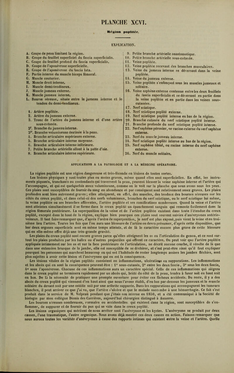 Région poplitée. EXPLICATION. A. Coupe de peau limitant la région. B. Coupe du feuillet superficiel du fascia superficialis. C. Coupe du feuillet profond du fascia superficialis. D. Coupe de l’aponévrose superficielle. E. Coupe de l’aponévrose du fascia lata. F. Partie interne du muscle biceps fémoral. G. Muscle couturier. H. Muscle droit interne. I. Muscle demi-tendineux. .1. Muscle jumeau externe. K. Muscle jumeau interne. L. Bourse séreuse, située entre le jumeau interne et le tendon du demi-tendineux. 1. Artère poplitée. 2. Artère du jumeau externe. 3. Tronc de l’artère du jumeau interne et d’une artère sous-cutanée. 3'. Branche du jumeau interne. 3. Branche volumineuse destinée à la peau. 4. Branche articulaire supérieure externe. 5. Branche articulaire interne moyenne. 6. Branche articulaire interne inférieure. 7. Petite branche artérielle allant à la patte d’oie. 8. Branche articulaire interne supérieure. 9. Petite branche artérielle anastomotique. 10. Petite branche artérielle sous-cutanée. 11. Veine poplitée. 12. Veine poplitée recevant des branches musculaires. 13. Veine du jumeau interne fe déversant dans la veine poplitée. IA. Veine du jumeau externe. 15. Veine poplitée s'enfonçant sous les muscles jumeaux et soléaire. 16. Veine saphène externe contenue entre les deux feuillets du lascia superficialis et se déversant en partie dans la veine poplitée et en partie dans les veines sous- cutanées. 17. Nerf sciatique. 18. Nerf sciatique poplité externe. 19. Nerf sciatique poplité interne en bas de la région. 20. Branche cutanée du nerf sciatique poplité interne. 21. Branche profonde du nerf sciatique poplité interne. 22. Nerf saphène péronier, ou racine externe du nerf saphène externe. 23. Nerf du musc le jumeau interne. 24. Nerf sciatique poplité interne au bas de la région. 25. Nerf saphène tibial, ou racine interne du nerf saphène externe. 2G. Nerf du muscle soléaire. APPLICATIONS A LA PATÜ0L0G1E ET A LA MÉDECINE OPÉKATOIBE. La région poplitée est une région dangereuse et très-féconde en lésions de toutes sortes. Les lésions physiques y sont toutes plus ou moins graves, même quand elles sont superficielles. En effet, les instru- ments piquants, tranchants ou contondants qui traversent la peau, peuvent blesser la veine saphène interne et l’artère qui l’accompagne, et qui est quelquefois assez volumineuse, comme on le voit sur la planche que nous avons sous les yeux. Ces plaies sont susceptibles de fournir du sang en abondance et par conséquent sont relativement assez graves. Les plaies profondes sont bien autrement graves ; elles atteignent, en effet, des muscles, des tendons des bourses séreuses sur les côtés du creux poplité, et dans celui-ci des nerfs volumineux, branches du nerf sciatique, ou le nerf sciatique lui même, la veine poplitée ou ses branches afférentes, l’artère poplitée et ses ramifications nombreuses. Quand la veine et l’artère sont atteintes simultanément il se forme dans le creux poplité un épanchement sanguin qui remonte facilement dans la région fémorale postérieure. La superposition de la veine et de l’artère poplitée existant dans toute l’étendue du creux poplité, excepté dans le haut de la région, explique bien pourquoi ces pluies sont souvent suivies d’anévrysmes antério- veineux. Il faut faire remarquer que, d’après l’ordre de superposition, le nerf est plus exposé, puis vient la veine eten troi- sième lieu l’artère. Toutes les fois que l’on aura une blessure de l’artère on devra présumer, d’après cette disposition, que les-’ deux organes superficiels sont en même temps atteints, et de là le caractère encore plus grave de cette blessure qui en elle-même offre déjà une très-grande gravité. Les plaies du creux poplité sont encore graves parce qu’elles atteignent les os ou l’articulation du genou, et ce sont sur- tout les plaies produites par les balles ou d’autres projectiles qui offrent ce caractère. On peut voir que l’artère poplitée appliquée intimement sur les os et sur la face postérieure de l’articulation, ne décrit aucune courbe, il résulte de là que dans une extension brusque de la jambe, elle est susceptible de se déchirer, et c’est peut-être ainsi qu’il faut expliquer pourquoi les personnes qui marchent beaucoup ou qui ont l’habitude de rester longtemps assises les jambes fléchies, sont plus sujettes à avoir cette lésion et l’anévrysme qui en est la conséquence. Les lésions vitales de la région poplitée consistent en inflammations, ulcérations ou suppurations. Les inflammations et les abcès qui en sont la conséquence peuvent être : 1° sous-cutanés, 2° entre les deux fascia , 3° sous les deux fascia, 4® sous l’aponévrose. Chacune de ces inflammations aura un caractère spécial. Celle de ces inflammations qui siégera dans le creux poplité se terminera rapidement par un abcès qui, bridé du côté de la peau, tendra à fuser soit en haut soit en bas. De là la nécessité de pratiquer une prompte ouverture pour éviter ces fâcheux accidents. Du resfe, il y a des abcès du creux poplifé qui viennent d’en haut ainsi que nous l’avons établi, d’en bas par-dessous les jumeaux et le muscle soléaire du devant soit par une ostéite soit par une arthrite suppurée. Dans les suppurations qui accompagnent les tumeurs blanches, il peut arriver ce que j’ai vu, que l’artère s’ulcère et que le malade succombe à une hémorrhagie. Ce fait s’est produit dans le service de M. Velpeau pendant que j’étais son interne en 1850, et a été communiqué à la Société de biologie par mon collègue Dionis des Carrières, aujourd’hui chirurgien distingué à Auxerre. Les bourses séreuses nombreuses, rormales ou accidentelles qui existent dans la région, sont susceptibles de s’en- flammer, de suppurer et de fournir du pus qui se vide dans le creux poplité. Les lésions organiques qui méritent de nous arrêter sont l’anévrysme et les kystes. L’anévrysme se produit par deux causes, l’une traumatique, l’autre organique. Nous avons déjà montré ces deux causes en action. Faisons remarquer que nous aurons toutes les variétés d’anévrysmes à cause des rapports intimes qui existent entre la veine et l’artère. Quelle