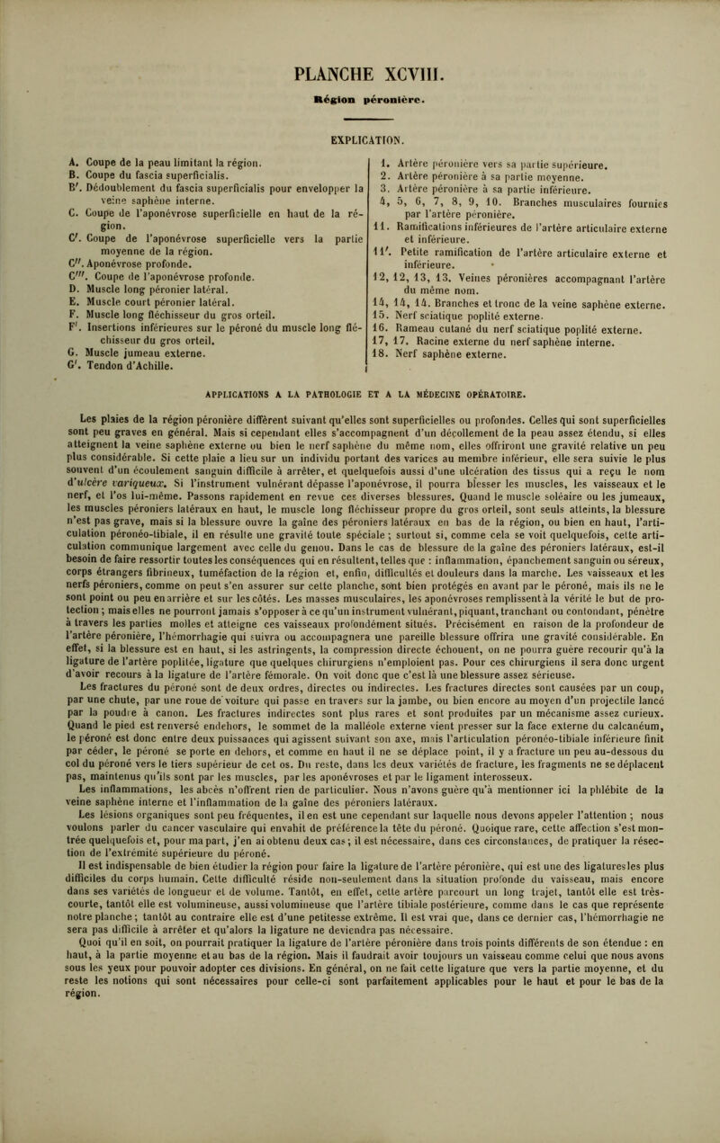 Région péronière. EXPLICATION. A. Coupe de la peau limitant la région. B. Coupe du fascia superficialis. B'. Dédoublement du fascia superficialis pour envelopper la veine saphène interne. C. Coupe de l’aponévrose superficielle en haut de la ré- gion. C'. Coupe de l’aponévrose superficielle vers la partie moyenne de la région. C. Aponévrose profonde. C. Coupe de l’aponévrose profonde. D. Muscle long péronier latéral. E. Muscle court péronier latéral. F. Muscle long fléchisseur du gros orteil. F1. Insertions inférieures sur le péroné du muscle long flé- chisseur du gros orteil. G. Muscle jumeau externe. G'. Tendon d’Achille. 1. Artère péronière vers sa partie supérieure. 2. Artère péronière à sa partie moyenne. 3. Artère péronière à sa partie inférieure. 4. 5, 6, 7, 3, 9, 10. Branches musculaires fournies par l’artère péronière. 11. Ramifications inférieures de l’artère articulaire externe et inférieure. 11'. Petite ramification de l’artère articulaire externe et inférieure. * 12, 12, 13, 13. Veines péronières accompagnant l’artère du même nom. 14. 14, 14. Branches et tronc de la veine saphène externe. 15. Nerf sciatique poplité externe- 16. Rameau cutané du nerf sciatique poplité externe. 17. 17. Racine externe du nerf saphène interne. 18. Nerf saphène externe. APPLICATIONS A LA PATHOLOGIE ET A LA MÉDECINE OPÉRATOIRE. Les plaies de la région péronière diffèrent suivant qu’elles sont superficielles ou profondes. Celles qui sont superficielles sont peu graves en général. Mais si cependant elles s’accompagnent d’un décollement de la peau assez étendu, si elles atteignent la veine saphène externe ou bien le nerf saphène du même nom, elles offriront une gravité relative un peu plus considérable. Si cette plaie a lieu sur un individu portant des varices au membre inférieur, elle sera suivie le plus souvent d’un écoulement sanguin difficile à arrêter, et quelquefois aussi d’une ulcération des tissus qui a reçu le nom d'ulcère variqueux. Si l’instrument vulnérant dépasse l’aponévrose, il pourra blesser les muscles, les vaisseaux et le nerf, et l’os lui-même. Passons rapidement en revue ces diverses blessures. Quand le muscle soléaire ou les jumeaux, les muscles péroniers latéraux en haut, le muscle long fléchisseur propre du gros orteil, sont seuls atteints, la blessure n’est pas grave, mais si la blessure ouvre la gaine des péroniers latéraux en bas de la région, ou bien en haut, l’arti- culation péronéo-libiale, il en résulte une gravité toute spéciale ; surtout si, comme cela se voit quelquefois, cette arti- culation communique largement avec celle du genou. Dans le cas de blessure de la gaine des péroniers latéraux, est-il besoin défaire ressortir toutes les conséquences qui en résultent, telles que : inflammation, épanchement sanguin ou séreux, corps étrangers fibrineux, tuméfaction de la région et, enfin, difficultés et douleurs dans la marche. Les vaisseaux et les nerfs péroniers, comme on peut s’en assurer sur cette planche, sont bien protégés en avant par le péroné, mais ils ne le sont point ou peu en arrière et sur les côtés. Les masses musculaires, les aponévroses remplissent à la vérité le but de pro- tection ; mais elles ne pourront jamais s’opposer à ce qu’un instrument vulnérant, piquant, tranchant ou contondant, pénètre à travers les parties molles et atteigne ces vaisseaux profondément situés. Précisément en raison de la profondeur de l’artère péronière, l’hémorrhagie qui suivra ou accompagnera une pareille blessure offrira une gravité considérable. En effet, si la blessure est en haut, si les astringents, la compression directe échouent, on ne pourra guère recourir qu’à la ligature de l’artère poplitée, ligature que quelques chirurgiens n’emploient pas. Pour ces chirurgiens il sera donc urgent d’avoir recours à la ligature de l’artère fémorale. On voit donc que c’est là une blessure assez sérieuse. Les fractures du péroné sont de deux ordres, directes ou indirectes. Les fractures directes sont causées par un coup, par une chute, par une roue de'voiture qui passe en travers sur la jambe, ou bien encore au moyen d’un projectile lancé par la poudre à canon. Les fractures indirectes sont plus rares et sont produites par un mécanisme assez curieux. Quand le pied est renversé endehors, le sommet de la malléole externe vient presser sur la face externe du calcanéum, le péroné est donc entre deux puissances qui agissent suivant son axe, mais l’articulation péronéo-tibiale inférieure finit par céder, le péroné se porte en dehors, et comme en haut il ne se déplace point, il y a fracture un peu au-dessous du col du péroné vers le tiers supérieur de cet os. Du reste, dans les deux variétés de fracture, les fragments ne se déplacent pas, maintenus qu’ils sont par les muscles, par les aponévroses et par le ligament interosseux. Les inflammations, les abcès n’offrent rien de particulier. Nous n’avons guère qu’à mentionner ici la phlébite de la veine saphène interne et l’inflammation de la gaine des péroniers latéraux. Les lésions organiques sont peu fréquentes, il en est une cependant sur laquelle nous devons appeler l’attention ; nous voulons parler du cancer vasculaire qui envahit de préférence la tête du péroné. Quoique rare, cette affection s’est mon- trée quelquefois et, pour ma part, j’en ai obtenu deux cas ; il est nécessaire, dans ces circonstances, de pratiquer la résec- tion de l’extrémité supérieure du péroné. Il est indispensable de bien étudier la région pour faire la ligature de l’artère péronière, qui est une des ligaturesles plus difficiles du corps humain. Cette difficulté réside non-seulement dans la situation profonde du vaisseau, mais encore dans ses variétés de longueur et de volume. Tantôt, en effet, cette artère parcourt un long trajet, tantôt elle est très- courte, tantôt elle est volumineuse, aussi volumineuse que l’artère tibiale postérieure, comme dans le cas que représente notre planche ; tantôt au contraire elle est d’une petitesse extrême. Il est vrai que, dans ce dernier cas, l’hémorrhagie ne sera pas difficile à arrêter et qu’alors la ligature ne deviendra pas nécessaire. Quoi qu’il en soit, on pourrait pratiquer la ligature de l’artère péronière dans trois points différents de son étendue : en haut, à la partie moyenne et au bas de la région. Mais il faudrait avoir toujours un vaisseau comme celui que nous avons sous les yeux pour pouvoir adopter ces divisions. En général, on ne fait cette ligature que vers la partie moyenne, et du reste les notions qui sont nécessaires pour celle-ci sont parfaitement applicables pour le haut et pour le bas de la région.