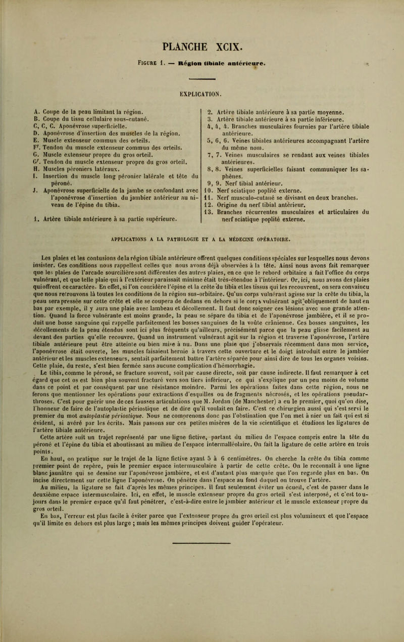 Figure 1. — Région tibiale antérieure. EXPLICATION. A. Coupe de la peau limitant la région. B. Coupe du tissu cellulaire sous-cutané. C. C, C. Aponévrose superficielle. D. Aponévrose d’insertion des muscles de la région. E. Muscle extenseur commun des orteils. F'. Tendon du muscle extenseur commun des orteils. G. Muscle extenseur propre du gros orteil. G'. Tendon du muscle extenseur propre du gros orteil. H. Muscles péroniers latéraux. I. Insertion du muscle long péronier latérale et tête du péroné. J. Aponévrose superficielle de la jambe se confondant avec l’aponévrose d’insertion du jambier antérieur au ni- veau de l’épine du tibia. 1. Artère tibiale antérieure à sa partie supérieure. 2. Artère tibiale antérieure à sa partie moyenne. 3. Artère tibiale antérieure à sa partie inférieure. 4, 4, 4. Branches musculaires fournies par l’artère tibiale antérieure. 5, 6, 6. Veines tibiales antérieures accompagnant l’artère du même nom. 7, 7. Veines musculaires se rendant aux veines tibiales antérieures. 8, 8. Veines superficielles faisant communiquer les sa- phènes. 9, 9. Nerf tibial antérieur. 10. Nerf sciatique poplité externe. 11. Nerf musculo-cutané se divisant en deux branches. 12. Origine du nerf tibial antérieur. 13. Branches récurrentes musculaires et articulaires du nerf sciatique poplité externe. APPLICATIONS A LA PATHOLOGIE ET A LA MÉDECINE OPÉRATOIRE. Les plaies et les contusions delà région tibiale antérieure offrent quelques conditions spéciales sur lesquelles nous devons insister. Ces conditions nous rappellent celles que nous avons déjà observées à la tête. Ainsi nous avons fait remarquer que les plaies de l’arcade sourcilièresont différentes des autres plaies, en ce que le rebord orbitaire a fait l’office du corps vulnôrant, et que telle plaie qui à l’extérieur paraissait minime était très-étendue à l’intérieur. Or, ici, nous avons des plaies quioffrent ce caractère. En effet, si l’on considère l’épine et la crête du tibia etles tissus qui les recouvrent, onsera convaincu que nous retrouvons là toutes les conditions de la région sus-orbitaire. Qu'un corps vulnérant agisse sur la crête du tibia, la peau sera pressée sur cette crête et elle se coupera de dedans en dehors si le corf s vulnérant agit'obliquement de haut en bas par exemple, il y aura une plaie avec lambeau et décollement. Il faut donc soigner ces lésions avec une grande allen- tion. Quand la force vulnérante est moins grande, la peau se sépare du tibia et de l’aponévrose jambière, et il se pro- duit une bosse sanguine qui rappelle parfaitement les bosses sanguines de la voûte crânienne. Ces bosses sanguines, les décollements de la peau étendus sont ici plus fréquents qu’ailleurs, précisément parce que la peau glisse facilement au devant des parties qu’elle recouvre. Quand un instrument vulnérant agit sur la région et traverse l’aponévrose, l’artère tibiale antérieure peut être atteinte ou bien mise à nu. Dans une plaie que j’observais récemment dans mon service, l’aponévrose était ouverte, les muscles faisaient hernie à travers cette ouverture et le doigt introduit entre le jambier antérieur et les muscles extenseurs, sentait parfaitement battre l’artère séparée pour ainsi dire de tous les organes voisins. Cette plaie, du reste, s’est bien fermée sans aucune complication d’hémorrhagie. Le tibia, comme le péroné, se fracture souvent, soit par cause directe, soit par cause indirecte. 11 faut remarquer à cet égard que cet os est bien plus souvent fracturé vers son tiers inférieur, ce qui s'explique par un peu moins de volume dans ce point et par conséquent par une résistance moindre. Parmi les opérations faites dans cette région, nous ne ferons que mentionner les opérations pour extractions d’esquilles ou de fragments nécrosés, et les opérations pseudar- throses. C’est pour guérir une de ces fausses articulations que M. Jordan (de Manchester) a eu le premier, quoi qu’on dise, l’honneur de faire de l’autoplastie périostique et de dire qu’il voulait en faire. C’est ce chirurgien aussi qui s’est servi le premier du mot auloplastie périostique. Nous ne comprenons donc pas l’obstination que l’on met à nier un fait qui est si évident, si avéré par les écrits. Mais passons sur ces petites misères de la vie scientifique et étudions les ligatures de l’artère tibiale antérieure. Cette artère suit un trajet représenté par une ligne fictive, partant du milieu de l’espace compris entre la tête du péroné et l’épine du tibia et aboutissant au milieu de l’espace intermalléolaire. On fait la ligature de cette artère en trois points. En haut, on pratique sur le trajet de la ligne fictive ayant 5 à 6 centimètres. On cherche la crête du tibia comme premier point de repère, puis le premier espace intermusculaire à partir de cette crête. On le reconnaît à une ligne blanc jaunâtre qui se dessine sur l’aponévrose jambière, et est d’autant plus marquée que l’on regarde plus en bas. On incise directement sur cette ligne l’aponévrose. On pénètre dans l’espace au fond duquel on trouve l’artère. Au milieu, la ligature se fait d’après les mêmes principes. Il faut seulement éviter un écueil, c’est de passer dans le deuxième espace intermusculaire. Ici, en effet, le muscle extenseur propre du gros orteil s’est interposé, et c’est tou- jours dans le premier espace qu’il faut pénétrer, c’est-à-dire entre le jambier antérieur et le muscle extenseur propre du gros orteil. En bas, l’erreur est plus facile à éviter parce que l’extenseur propre du gros orteil est plus volumineux et que l’espace qu’il limite en dehors est plus large ; mais les mômes principes doivent guider l’opérateur.