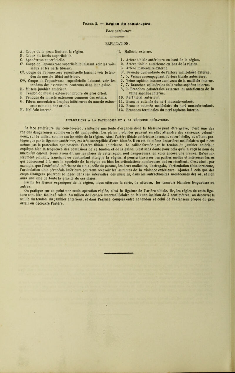 Figure 2. — Région du eou«dc-pie«i. Face antérieure. EXPLICATION. A. Coupe de la peau limitant la région. B. Coupe du fascia superficialis. C. Aponévrose superficielle. C'. Coupe de l’aponévrose superficielle laissant voiries vais- seaux et les nerfs tibiaux. C. Coupe de l’aponévrose superficielle laissant voir le ten- don du muscle tibial antérieur. Cw. Coupe île l’aponévrose superficielle laissant voir les tendons des extenseurs contenus dans leur gaine. D. Muscle jambier antérieur. E. Tendon du muscle extenseur propre du gros orteil. F. Tendons du muscle extenseur commun des orteils. G. Fibres musculaires les plus inférieures du muscle exten- seur commun des orteils. H. Malléole interne. I. Malléole externe. 1. Artère tibiale antérieure en haut de la région. 2. Artère tibiale antérieure en bas de la région. 3. Artère malléolaire externe. 3'. Branche descendante de l’artère malléolaire externe. 4. 5. Veines accompagnant l’artère tibiale antérieure. 6, Veine saphène interne au niveau de la malléole interne. 7, 7. Branches collatérales de la veine saphène interne. 8, 9. Branches collatérales externes et antérieures de la veine saphène interne. 10. Nerf tibial antérieur. II. Branche cutanée du nerf musculo-cutané. 12. Branche cutanée malléolaire du nerf musculo-cutané. 13. Branches terminales du nerf saphène interne. APPLICATIONS A LA PATHOLOGIE ET A LA MÉDECINE OPÉRATOIRE. La face antérieure du cou-de-pied, renferme une foule d’organes dont la blessure peut être grave, c’est une des régions dangereuses comme on le dit quelquefois. Les plaies profondes peuvent en effet atteindre des vaisseaux volumi- neux, sur le milieu comme surles côtés de la région. Ainsi l’artère tibiale antérieure devenant superficielle, et n’étant pro- tégée que par le ligament antérieur, est très-susceptible d’être blessée. Il en est de même des artères malléolaires qui n’ont même pas la protection que possède l’artère tibiale antérieure. La saillie formée par le tendon du jambier antérieur explique bien la fréquence des contusions de ce tendon et de la gaine. C’est sans doute pour cela qu’il a reçu le nom de musculus catenœ Nous avons dit que les plaies de celte région sont dangereuses, en voici encore une preuve. Qu’un in- strument piquant, tranchant ou contondant atteigne la région, il pourra traverser les parties molles et intéresser les os qui concourent à former le squelette de la région ou bien les articulations nombreuses qui en résultent. C’est ainsi, par exemple, que l’extrémité inférieure du tibia, celle du péroné, les deux malléoles, l’astragale, l’articulation tibio-tarsienne, l’articulation tibio-péronéale inférieure pourront recevoir les atteintes de la violence extérieure. Ajoutez à cela que des corps étrangers pourront se loger dans les intervalles des muscles, dans les anfractuosités nombreuses des os, et l’on aura une idée de toute la gravité de ces plaies. Parmi les lésions organiques de la région, nous citerons la carie, la nécrose, les tumeurs blanches fongueuses ou autres. On pratique sur ce point une seule opération réglée, c’est la ligature de l’artère tibiale. Or, les règles de cette liga- ture sont bien faciles à saisir. Au milieu de l’espace intermalléolaire on fait une incision de 4 centimètres, on découvre la saillie du tendon du jambier antérieur, et dans l’espace compris entre ce tendon et celui de l’extenseur propre du gros orteil on découvre l’artère.