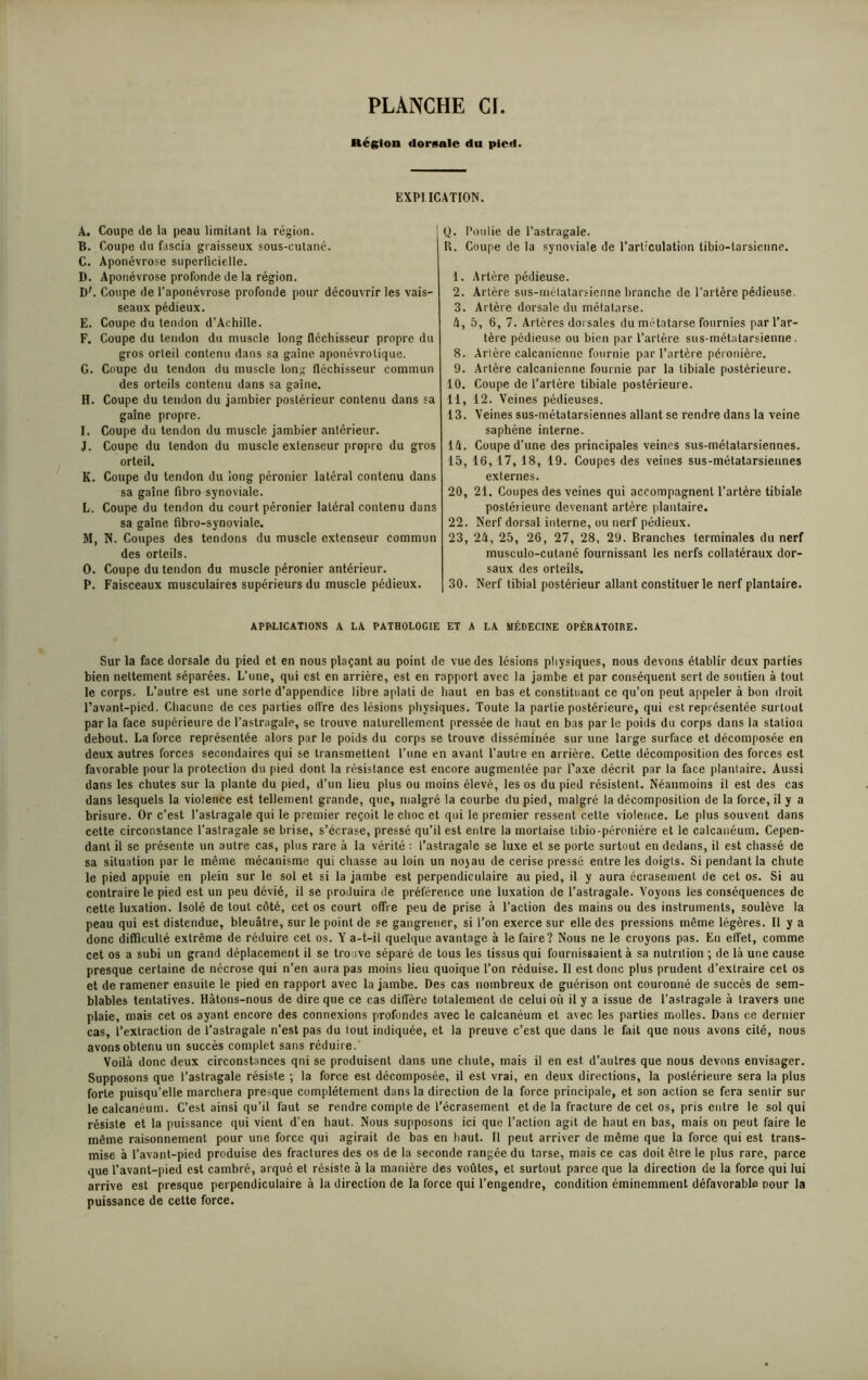 Région dorsale du pied. EXPIICATION. A. Coupe de la peau limitant la région. B. Coupe du fascia graisseux sous-cutané. C. Aponévrose superficielle. D. Aponévrose profonde de la région. D'. Coupe de l’aponévrose profonde pour découvrir les vais- seaux pédieux. E. Coupe du tendon d’Achille. F. Coupe du tendon du muscle long fléchisseur propre du gros orteil contenu dans sa gaine aponévrotique. G. Coupe du tendon du muscle long fléchisseur commun des orteils contenu dans sa gaine. H. Coupe du tendon du jambier postérieur contenu dans sa gaine propre. I. Coupe du tendon du muscle jambier antérieur. J. Coupe du tendon du muscle extenseur propre du gros orteil. K. Coupe du tendon du long péronier latéral contenu dans sa gaine fibro synoviale. L. Coupe du tendon du court péronier latéral contenu dans sa gaine fibro-synoviale. M. N. Coupes des tendons du muscle extenseur commun des orteils. O. Coupe du tendon du muscle péronier antérieur. P. Faisceaux musculaires supérieurs du muscle pédieux. Q. Poulie de l’astragale. R. Coupe de la synoviale de l’articulation tibio-larsienne. 1. Artère pédieuse. 2. Artère sus-métatarsienne branche de l'artère pédieuse. 3. Artère dorsale du métatarse. 4. 5, 6, 7. Artères dorsales du métatarse fournies par l’ar- tère pédieuse ou bien par l’artère sus-métatarsienne. 8. Artère calcanienne fournie par l’artère péronière. 9. Artère calcanienne fournie par la tibiale postérieure. 10. Coupe de l’artère tibiale postérieure. 11, 12. Veines pédieuses. 13. Veines sus-métatarsiennes allant se rendre dans la veine saphène interne. 14. Coupe d’une des principales veines sus-métatarsiennes. 15. 16,17, 18, 19. Coupes des veines sus-métatarsiennes externes. 20, 21. Coupes des veines qui accompagnent l’artère tibiale postérieure devenant artère plantaire. 22. Nerf dorsal interne, ou nerf pédieux. 23, 24, 25, 26, 27, 28, 29. Branches terminales du nerf musculo-cutané fournissant les nerfs collatéraux dor- saux des orteils. 30. Nerf tibial postérieur allant constituer le nerf plantaire. APPLICATIONS A LA PATHOLOGIE ET A LA MÉDECINE OPÉRATOIRE. Sur la face dorsale du pied et en nous plaçant au point de vue des lésions physiques, nous devons établir deux parties bien nettement séparées. L’une, qui est en arrière, est en rapport avec la jambe et par conséquent sert de soutien à tout le corps. L’autre est une sorte d’appendice libre aplati de haut en bas et constituant ce qu’on peut appeler à bon droit l’avant-pied. Chacune de ces parties olîre des lésions physiques. Toute la partie postérieure, qui est représentée surtout par la face supérieure de l’astragale, se trouve naturellement pressée de haut en bas par le poids du corps dans la station debout. La force représentée alors par le poids du corps se trouve disséminée sur une large surface et décomposée en deux autres forces secondaires qui se transmettent l’une en avant l’autre en arrière. Cette décomposition des forces est favorable pour la protection du pied dont la résistance est encore augmentée par l’axe décrit par la face plantaire. Aussi dans les chutes sur la plante du pied, d’un lieu plus ou moins élevé, les os du pied résistent. Néanmoins il est des cas dans lesquels la violence est tellement grande, que, malgré la courbe du pied, malgré la décomposition de la force, il y a brisure. Or c’est l’astragale qui le premier reçoit le choc et qui le premier ressent cette violence. Le plus souvent dans cette circonstance l’astragale se brise, s’écrase, pressé qu’il est entre la mortaise tibio-péronière et le calcanéum. Cepen- dant il se présente un autre cas, plus rare à la vérité : l’astragale se luxe et se porte surtout en dedans, il est chassé de sa situation par le même mécanisme qui chasse au loin un nojau de cerise pressé entre les doigts. Si pendant la chute le pied appuie en plein sur le sol et si la jambe est perpendiculaire au pied, il y aura écrasement de cet os. Si au contraire le pied est un peu dévié, il se produira de préférence une luxation de l’astragale. Voyons les conséquences de cette luxation. Isolé de tout côté, cet os court offre peu de prise à l’action des mains ou des instruments, soulève la peau qui est distendue, bleuâtre, sur le point de se gangrener, si l’on exerce sur elle des pressions même légères. Il y a donc difficulté extrême de réduire cet os. Y a-t-il quelque avantage à le faire? Nous ne le croyons pas. En effet, comme cet os a subi un grand déplacement il se trouve séparé de tous les tissus qui fournissaient à sa nutrition ; de là une cause presque certaine de nécrose qui n’en aura pas moins lieu quoique l’on réduise. Il est donc plus prudent d’extraire cet os et de ramener ensuite le pied en rapport avec la jambe. Des cas nombreux de guérison ont couronné de succès de sem- blables tentatives. Hâtons-nous de dire que ce cas diffère totalement de celui où il y a issue de l’astragale à travers une plaie, mais cet os ayant encore des connexions profondes avec le calcanéum et avec les parties molles. Dans ce dernier cas, l’extraction de l’astragale n’est pas du tout indiquée, et la preuve c’est que dans le fait que nous avons cité, nous avons obtenu un succès complet sans réduire. Voilà donc deux circonstances qni se produisent dans une chute, mais il en est d’autres que nous devons envisager. Supposons que l’astragale résiste ; la force est décomposée, il est vrai, en deux directions, la postérieure sera la plus forte puisqu’elle marchera presque complètement dans la direction de la force principale, et son action se fera sentir sur le calcanéum. C’est ainsi qu’il faut se rendre compte de l’écrasement et de la fracture de cet os, pris entre le sol qui résiste et la puissance qui vient d’en haut. Nous supposons ici que l’action agit de haut en bas, mais on peut faire le même raisonnement pour une force qui agirait de bas en haut. Il peut arriver de même que la force qui est trans- mise à l’avant-pied produise des fractures des os de la seconde rangée du tarse, mais ce cas doit être le plus rare, parce que l’avant-pied est cambré, arqué et résiste à la manière des voûtes, et surtout parce que la direction de la force qui lui arrive est presque perpendiculaire à la direction de la force qui l’engendre, condition éminemment défavorable pour la puissance de cette force.