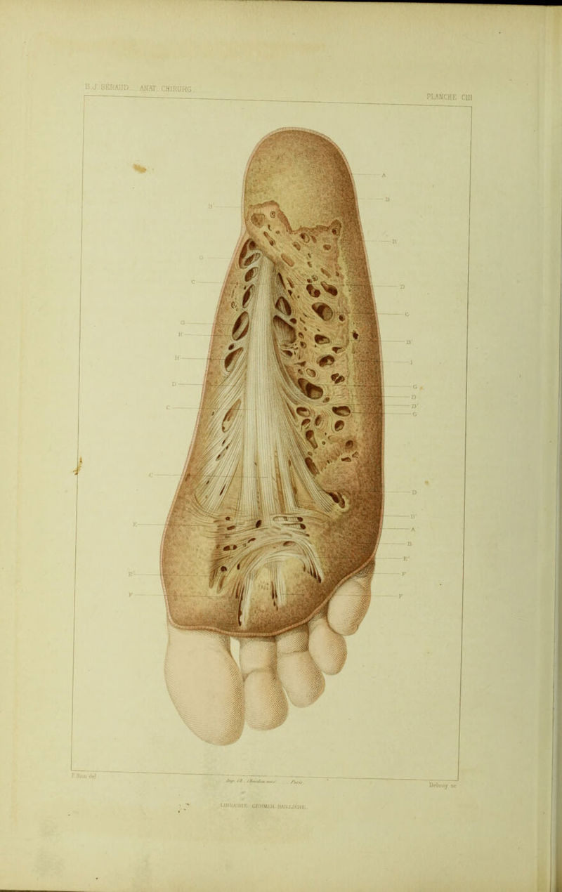 B.J. BÉRAUD I r E' F F Bion del ANAT CHIRÜRC. Debray sc PLANCHE Clll MBRA1RIK CEHMflll BAILLI KHI.