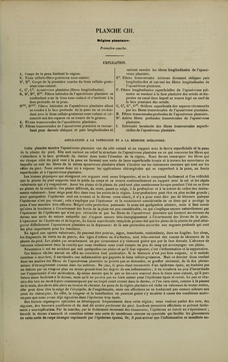 Région plantaire. Première couche. EXPLICATION. A. Coupe de la peau limitant la région. B. Tissu cellulo-fibro-graisseux sous-cutané. P/, B. Coupe de la première couche du tissu cellulo-grais- seux sous-cutané. C. C',C. Aponévrose plantaire (fibres longitudinales). D. D', Dw, Dw. Fibres latérales de l’aponévrose plantaire se confondant avec le tissu sous-cutané et s’insérant à la face profonde de la peau. D, D'. Fibres latérales de l’aponévrose plantaire allant se rendre à la face profonde de la peau en se confon- dant avec le tissu cellulo-graisseux sous-cutané et cir- conscrivant des espaces où se trouve de la graisse. E. Fil res transversales de l’aponévrose plantaire. E'. Fibres transversales de l'aponévrose plantaire se recour- bant pour devenir obliques et puis longitudinales ét suivant ensuite les libres longitudinales de l’aponé- vrose plantaire. E. Fibres transversales internes devenant obliques puis longitudinales et suivant les fibres longitudinales de l’aponévrose plantaire. F. Fibres longitudinales superficielles de l’aponévrose pal- maire se rendant à la face plantaire des orteils et dis- posées en canal dans lequel se trouve logé un nerf de la face plantaire des orteils. G. G', G,',GW. Orifices superficiels des espaces circonscrits par les fibres transversales de l’aponévrose plantaire. H. Fibres transversales profondes de l’aponévrose plantaire. H'. Autres fibres profondes transversales de l’aponévrose plantaire. I. Extrémité terminale des fibres transversales superfi- cielles de l’aponévrose plantaire. APPLICATIONS A LA PATHOLOGIE ET A LA MÉDECINE OPÉRATOIhE. Gette planche montre l’aponévrose plantaire vue du côté cutané et en rapport avec le fascia superficialis et la peau de la plante du pied. Elle met surtout en relief la structure de l’aponévrose plantaire en ce qui concerne les fibres qui s’attachent à la face profonde du derme dans toute l’étendue de la région. Nous ferons remarquer les fibres qui sur chaque côté du pied vont à la peau en formant une sorte de lame superficielle trouée et à travers les ouvertures de laquelle on voit les fibres de la même aponévrose plantaire allant s’insérer sur les éminences osseuses qui sont sur les côtés du pieii. Nous aurons donc ici à exposer les applications chirurgicales qui se rapportent à la peau, au fascia superficialis et à l’aponévrose plantaire. Les lésions physiques qui atteignent ces organes sont assez fréquentes, et on le comprend facilement si l’on réfléchit que la plante du pied supporte tout le poids du corps et se trouve continuellement en rapport avec le sol et les objets vulnérants qui s’y rencontrent. Aussi les plaies de la plante du pied sont plus nombreuses lorsque pendant l’été on se livre au plaisir de la natation. Ces plaies diffèrent, du reste, quant au siège, à la profondeur et à la nature de celles des instru- ments vulnérant-. Leur siège peut être dans Ions les points de la région. Leurprofondeur peut être ou plus moins grande ; ainsi quelquefois l’épiderme seul est entamé et le derme reste intact, il n’y a pour ainsi dire pas de blessure puisque l’épiderme n’est pas vivant; cela s’explique par l’épaisseur et la consistance considérable de ce tissu qui a protégé la peau d’une manière très-efFicace. Malgré cette protection puissante la peau est quelquefois atteinte, mais il faut savoir qu’alors la tendance à l’écartement des bords de la plaie est peu considérable, ce qui s’explique encore naturellement par l’épaisseur de l’épiderme qui n’est pas rétractile et par les fibres de l’aponévrose plantaire qui forment au-dessous du derme une sorte de suture naturelle qui s’oppose encore très-énergiquement à l’écartement des lèvres de la plaie. L’épaisseur de l’épiderme et de la peau, du fascia superficialis remplide graisse fait que les plaies de la plante du pied attei- gnent difficilement l’aponévrose plantaire ou la dépassent: de là une protection accordée aux organes profonds qui sont les plus importants pour les fonctions. Eu égard aux agents vulnérants, ils peuvent être poinlus, aigus, tranchants, contondants, durs ou fragiles. Les clous, les fragments de verre ou de pierre, des tiges d’arbres ou d’arbustes, sont très-souvent des causes de blessures de la plante du pied. Les plaies par arrachement ou par écrasement n’y viennent guère que par la face dorsale. L’absence de vaisseau volumineux dans la couche que nous étudions nous rend compte du peu de sang qui accompagne ces plaies. Néanmoins il est un accident qui suit quelquefois ces plaies et qu’il faut signaler, c’est l’intlammation et la suppuration. Ces lésions vitales auront en effet un caractère tout particulier. Si la blessure n’est pas bien soignée, si le malade continue à marcher, il surviendra une inflammation qui gagnera le tissu cellulo-graisseux. Mais ce dernier tissu confiné dans les mailles des fibres de l’aponévrose plantaire ne pourra pas se distendre, se gonfler aisément, de là des phéno- mènes d’étranglement comme dans les anthrax. De plus, la peau étant recouverte d’un épiderme épais, ne traduira pas au dehors par sa rougeur plus ou moins grande tous les degrés de son inflammation; il en résultera un peu d’incerlitude sur l’opportunité d’une médication. Ajoutons encore que le pus se formera souvent dans le tissu sous-cutané, qu’il per- forera assez facilement Te derme, mais qu’il ne pourra pas en faire autant pour l’épiderme épais et corné. Le pus se réu- nira dès lors en deux foyers communiquant par un trajet court creusé dans le derme, et l’on aura ainsi, comme à la paume de la main, des abcès dits abcès eu boulon de chemise. La peau de la région plantaire est riche en vaisseaux de toutes sortes, elle peut donc être le siège de l’érysipèle, de l’angioleucite, mais ces affections ne se traduisent pas comme ailleurs aux yeux du chirurgien. En effet, la rougeur et la tuméfaction ne peuvent guère s’y montrer à cause des conditions anato- miques que nous avons déjà signalées dans l’épiderme trop épais. Des lésions organiques spéciales se développent fréquemment dans cette région; nous voulons parler des cors, des oignons, des tumeurs papillaires et du mal dit ulcère perforant du pied. Les deux premières affections se prêtent facile- ment à une explication. Par la marche, par le frottement incessant des chaussures, l’épiderme se durcit en s’épaissisant ; bientôt le derme s’amincit et constitue même une sorte de membrane séreuse ou synoviale qui facilite les glissements de cette sorte de corps étranger représenté par l’épiderme épaissi. Or, il peut arriver que l’inflammation se manifeste au-