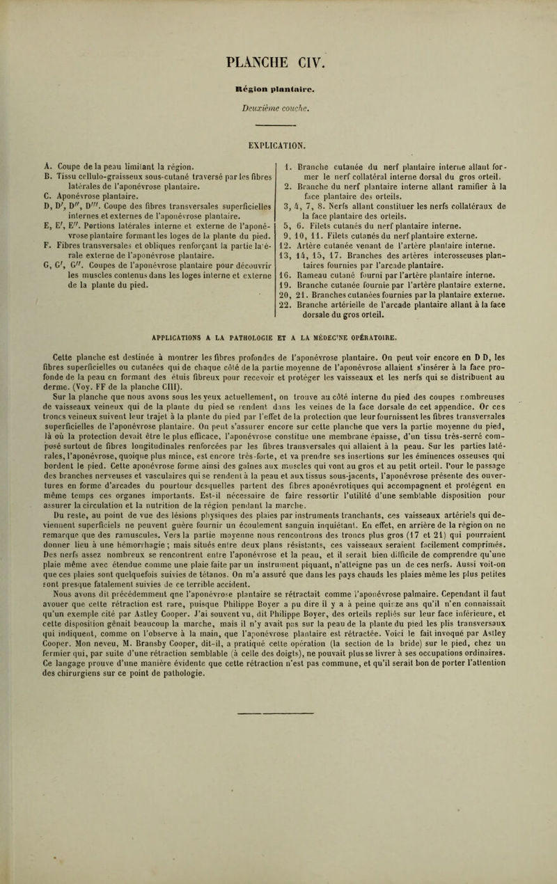 Région plantaire. Deuxième couche. EXPLICATION. 1. Brandie cutanée du nerf plantaire interne allant for- mer le nerf collatéral interne dorsal du gros orteil, 2. Branche du nerf plantaire interne allant ramifier à la face plantaire des orteils. 3. A, 7, 8. Nerfs allant constituer les nerfs collatéraux de la face plantaire des orteils. 5, 6. Filets cutanés du nerf plantaire interne. 9, 10, 11. Filets cutanés du nerf plantaire externe. 12. Artère cutanée venant de l’artère planlaire interne. 13, là, 15, 17. Branches des artères interosseuses plan- taires fournies par l’arcade plantaire. 16. Rameau cutané fourni par l’artère plantaire interne. 19. Branche cutanée fournie par l’artère plantaire externe. 20, 21. Branches cutanées fournies parla plantaire externe. 22. Branche artérielle de l’arcade plantaire allant à la face dorsale du gros orteil. APPLICATIONS A LA PATHOLOGIE ET A LA MÉDEC'NE OPÉRATOIRE. Cette planche est destinée à montrer les fibres profondes de l’aponévrose plantaire. On peut voir encore en D D, les fibres superficielles ou cutanées qui de chaque côté de la partie moyenne de l’aponévrose allaient s’insérer à la face pro- fonde de la peau en formant des étuis fibreux pour recevoir et protéger les vaisseaux et les nerfs qui se distribuent au derme. (Voy. FF de la planche CIII). Sur la planche que nous avons sous les yeux actuellement, on trouve au côté interne du pied des coupes nombreuses de vaisseaux veineux qui de la plante du pied se rendent dans les veines de la face dorsale de cet appendice. Or ces troncs veineux suivent leur trajet à la planle du pied par l’effet delà protection que leur fournissent les fibres transversales superficielles de l’aponévrose planlaire. On peut s’assurer encore sur cette planche que vers la partie moyenne du pied, là où la protection devait être le plus efficace, l’aponévrose constitue une membrane épaisse, d’un tissu très-serré com- posé surtout de fibres longitudinales renforcées par les fibres transversales qui allaient à la peau. Sur les parties laté- rales, l’aponévrose, quoique plus rnince, est encore très-forte, et va prendre ses insertions sur les éminences osseuses qui bordent le pied. Cette aponévrose forme ainsi des gaines aux muscles qui vont au gros et au petit orteil. Pour le passage des branches nerveuses et vasculaires qui se rendent à la peau et aux tissus sous-jacents, l’aponévrose présente des ouver- tures en forme d’arcades du pourtour desquelles partent des fibres aponévrotiques qui accompagnent et protègent en même temps ces organes importants. Est-il nécessaire de faire ressortir l’utilité d’une semblable disposition pour assurer la circulation et la nutrition de la région pendant la marche. Du reste, au point de vue des lésions physiques des plaies par instruments tranchants, ces vaisseaux artériels qui de- viennent superficiels ne peuvent guère fournir un écoulement sanguin inquiétant. En effet, en arrière de la région on ne remarque que des ramuscules. Vers la partie moyenne nous rencontrons des troncs plus gros (17 et 21) qui pourraient donner lieu à une hémorrhagie; mais situés entre deux plans résistants, ces vaisseaux seraient facilement comprimés. Des nerfs assez nombreux se rencontrent entre l’aponévrose et la peau, et il serait bien difficile de comprendre qu’une plaie même avec étendue comme une plaie faite par un instrument piquant, n'attoigne pas un de ces nerfs. Aussi voit-on que ces plaies sont quelquefois suivies de tétanos. On m’a assuré que dans les pays chauds les plaies même les plus petites sont presque fatalement suivies de ce terrible accident. Nous avons dit précédemment qne l’aponévrose plantaire se rétractait comme l’aponévrose palmaire. Cependant il faut avouer que cette rétraction est rare, puisque Philippe Boyer a pu dire il y a à peine quinze ans qu’il n’en connaissait qu’un exemple cité par Astley Cooper. J’ai souvent vu, dit Philippe Boyer, des orteils repliés sur leur face inférieure, et cette disposition gênait beaucoup la marche, mais il n’y avait pas sur la peau de la planle du pied les plis transversaux qui indiquent, comme on l’observe à la main, que l’aponévrose plantaire est rétractée. Voici le fait invoqué par Astley Cooper. Mon neveu, M. Bransby Cooper, dit-il, a pratiqué cette opération (la section de la bride) sur le pied, chez un fermier qui, par suite d’une rétraction semblable (à celle des doigts), ne pouvait plusse livrer à ses occupations ordinaires. Ce langage prouve d’une manière évidente que cette rétraction n’est pas commune, et qu’il sérail bon de porter l’attention des chirurgiens sur ce point de pathologie. A. Coupe de la peau limilant la région. B. Tissu cellulo-graissettx sous-cutané traversé par les fibres latérales de l’aponévrose plantaire. C. Aponévrose plantaire. D. D', D,r, Dw. Coupe des fibres transversales superficielles internes et externes de l’aponévrose plantaire. E. E', E,;. Portions latérales interne et externe de l’aponé- vrose plantaire formant les loges de la plante du pied. F. Fibres transversales et obliques renforçant la partie la'é- rale externe de l’aponévrose plantaire. G. G', G. Coupes de l’aponévrose plantaire pour découvrir les muscles contenus dans les loges interne et externe de la plante du pied.