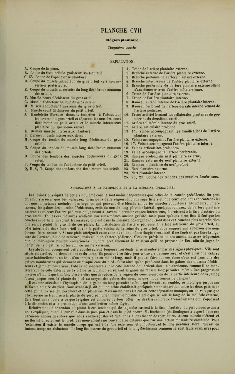 Région plantaire. Cinquième couche. EXPLICATION. A. Coupe de la peau. B. Coupe du tissu cellulo-graisseux sous-culané. C. C\ Coupe de l’aponévrose plantaire. D. Coupe du muscle adducteur du gros orteil vers son in- sertion postérieure. E. Coupe du muscle accessoire du long fléchisseur commun des orteils. F. Muscle court fléchisseur du gros orteil. G. Muscle abducteur oblique du gros orteil. H. Muscle abducteur iransverse du gros orteil. I. Muscle court fléchisseur du petit orteil. J. Bandelette fibreuse donnant insertion à l’abducteur transverse du gros orteil et séparant les muscles court fléchisseur du petit orteil et le muscle inlerosseux plantaire du quatrième espace. K. Dernier muscle interosseux plantaire. L. Dernier muscle interosseux dorsal. M. Coupe du tendon du muscle long fléchisseur du gros orteil. N. Coupe du tendon du muscle long fléchisseur commun des orteils. O. Coupe des tendons des muscles fléchisseurs du gros orteil. P. Coupe du tendon de l’abducteur du petit orteil. Q. R, S, T. Coupe des tendons des fléchisseurs des orteils. 1. Tronc de l’artère plantaire externe. 2. Branche externe de l’artère plantaire externe. 3. Branche profonde de Tarière plantaire externe. h. Branche interosseuse de l’artère plantaire externe. 5. Branche perforante de l’artère plantaire externe allant s’anastomoser avec l’artère métatarsienne. 6. Tronc de l’artère plantaire externe. 7. Tronc de l’artère plantaire interne. 8. Rameau cutané interne de l’artère plantaire interne. 9. Rameau perforant de l’artère dorsale interne venant de l’artère pédieuse. 10. Tronc artériel formant les collatérales plantaires du pre- mier et du deuxième orteil. 11. Artère collatérale interne du gros orteil. 12. Artère articulaire profonde. 13. 14. Veines accompagnant les ramifications de l’artère plantaire externe. 15. Veines accompagnant l’artère plantaire externe. 16, 17. Veines accompagnant l’artère plantaire interne. 18. Veines articulaires profondes. 19. Veine accompagnant l’artère perforante. 20. Rameau profond du nerf plantaire externe. 21. Rameau externe du nerf plantaire externe. 22. Rameau musculaire du nerf profond. 23. Nerf plantaire externe. 24. Nerf plantaireinterne. 25. 26, 27. Coupe des tendons des muscles lombricaux. APPLICATIONS A LA PATHOLOGIE ET A LA MÉDECINE OPÉRATOIRE. Les lésions physiques de cette cinquième couche sont moins dangereuses que celles de la couche précédente. On peut en effet s’assurer que les vaisseaux principaux de la région sont plus superficiels et que ceux que nous rencontrons ici ont une importance moindre. Les organes qui peuvent être blessés sont : les muscles adducteurs, abducteurs, inter- esseux, les gaines des muscles fléchisseurs, celle du muscle long péronier latéral, quelques rameaux de l’artère plantaire externe et de ceux l’artère pédieuse qui, passant à travers le premier espace interosseux, fournissent à la face plantaire du gros orteil. Toutes ces blessures n’offrent par elles-mêmes aucune gravité, mais pour qu’elles aient lieu il faut que les couches supe' ficiellcs soient traversées; or c’est dans la blessure des organes qui sont dans ces couches plus superficielles que réside plutôt la gravité de ces plaies. La distribution de l’artère pédieuse à la face inférieure du gros orteil, au cô é interne du deuxième orteil et sur la partie voisine de la veine du gros orteil, nous suggère une réflexion que nous devons faire ressortir. Si une plaie atteignait cette zone et si une hémorrhagie s’ensuivait il ne faudrait pas faire la liga- ture de l’artère tibiale postérieure, mais celle de l’artère pédieuse. C’est en prévision de ces anomalies assez fréquentes que le chirurgien prudent comprimera toujours préalablement le vaisseau qu’il se propose de Ter, afin de juger de l’effet de la ligature portée sur ce même vaisseau. Les abcès qui occuperont cette couche seront toujours très-lents à se manifester par des signes physiques. S’ils sont situés en arrière, au-dessous des os du tarse, ils pourront se faire jour à travers l’aponévrose, et c’est ainsi que cela se passe habituellement au bout d’un temps plus ou moins long, mais il peut se faire que ces abcès s’ouvrent dans une des gaines nombreuses qui viennent de chaque côté du pied. C’est ainsi qu’en pénétrant dans les gaines des muscles fléchis- seurs et jambier postérieur, l’abcès se montrera sur le côté interne de l'articulation tibio-tarsienne, comme il se mon- trera sur le côté externe de la même articulation en suivant la gaine du muscle long péronier latéral. Une progression inverse s’établit quelquefois, c’est-à-dire que des abcès de la région du cou-de-pied ou de la partie inférieure de la jambe fusent jusque sous la plante du pied au moyen des gaines des muscles que nous venons de désigner. Il est une affection : l’hydropisie de la gaine du long péronier latéral, qui devrait, ce semble, se prolonger jusque sur la face plantaire du pied. Nous avons déjà dit qu’une bride établissait quelquefois une séparation entre les deux parties de cette gaine divisée en péronière et en plantaire. Mais même dans 1 js cas où celte séparation manque, on ne voit pas que l’hydropisie se traduise à la plante du pied par une tumeur semblable à celle qui se voit le long de la malléole externe. Cela tient sans doute à ce que la gaine est entourée de tous côtés par des tissus fibreux très-résistants qui s’opposent à la distension et à la production d'une tuméfaction même légère. Relativement à ce tendon ou plutôt à ces tendons qui de la jambe passent à la face plantaire du pied, nous avons à nous expliquer, quant à leur rôle dans le pied pial et dans le pied creux. M. Duchenne (de Boulogne) a exposé dans ces dernières années des idées que nous croyons justes et que nous allons tâcher de reproduire. Aucun muscle n’étend et ne fléchit directement le pied, ces mouvements ne peuvent être obtenus que par une action musculaire combinée. Pour 'extension il existe le muscle biceps qui est à la fois extenseur et adducteur, et le long péronier latéral qui est en lmème temps un abducteur. Le long fléchisseur du grosorteil et le long fléchisseur communne sont leurs auxiliaires pour