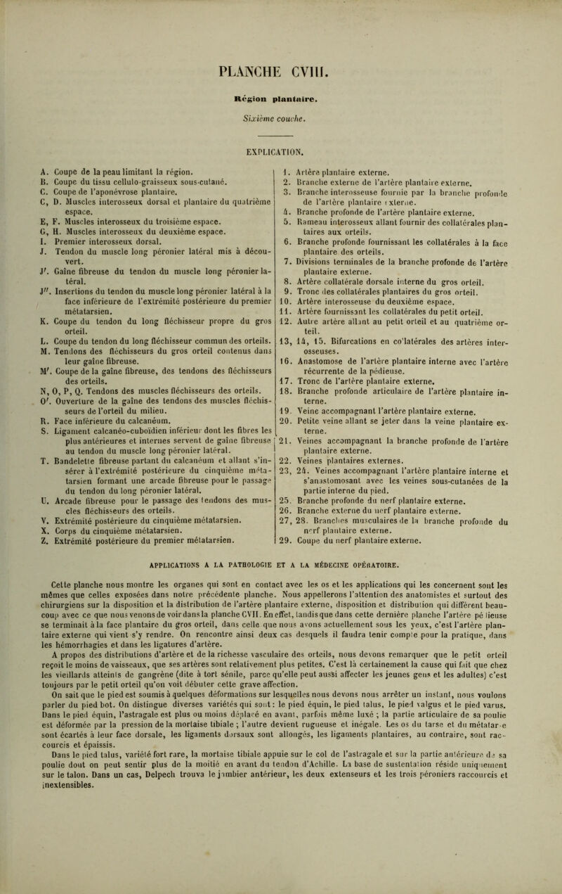 Région plantaire. Sixième couche. EXPLICATION. A. Coupe de la peau limitant la région. B. Coupe du tissu cellutograisseux sous-cutané. C. Coupe de l’aponévrose plantaire. C, D. Muscles interosseux dorsal et plantaire du quatrième espace. E, F. Muscles interosseux du troisième espace. G, H. Muscles interosseux du deuxième espace. I. Premier interosseux dorsal. J. Tendon du muscle long péronier latéral mis à décou- vert. J'. Gaine fibreuse du tendon du muscle long péronier la- téral. J. Insertions du tendon du muscle long péronier latéral à la face inférieure de l’extrémité postérieure du premier métatarsien. K. Coupe du tendon du long fléchisseur propre du gros orteil. L. Coupe du tendon du long fléchisseur commun des orteils. M. Tendons des fléchisseurs du gros orteil contenus dans leur gaine fibreuse. M\ Coupe de la gaine fibreuse, des tendons des fléchisseurs des orteils. N. O, P, Q. Tendons des muscles fléchisseurs des orteils. 0'. Ouverture de la gaine des tendons des muscles fléchis- seurs de l’orteil du milieu. R. Face inférieure du calcanéum. S. Ligament calcanéo-cuboïdien inférieur dont les fibres les plus antérieures et internes servent de gaine fibreuse au tendon du muscle long péronier latéral. T. Bandelette fibreuse partant du calcanéum et allant s’in- sérer à l’extrémité postérieure du cinquième méta- tarsien formant une arcade fibreuse pour le passage du tendon du long péronier latéral. U. Arcade fibreuse pour le passage des tendons des mus- cles fléchisseurs des orteils. V. Extrémité postérieure du cinquième métatarsien. X. Corps du cinquième métatarsien. Z. Extrémité postérieure du premier métatarsien. 1. Artère plantaire externe. 2. Branche externe de l’artère plantaire externe. 3. Branche internsseuse fournie par la branche profonde de l’artère plantaire fxlerne. h. Branche profonde de l’artère plantaire externe. 5. Rameau interosseux allant fournir des collatérales plan- taires aux orteils. 6. Branche profonde fournissant les collatérales à la face plantaire des orteils. 7. Divisions terminales de la branche profonde de l’artère plantaire externe. 8. Artère collatérale dorsale interne du gros orteil. 9. Tronc des collatérales plantaires du gros orteil. 10. Artère interosseuse du deuxième espace. 11. Artère fournissant les collatérales du petit orteil. 12. Autre artère allant au petit orteil et au quatrième or- teil. 13. 14, 15. Bifurcations en co'latérales des artères inter- osseuses. 16. Anastomose de l’artère plantaire interne avec l’artère récurrente de la pédieuse. 17. Tronc de l’artère plantaire externe. 18. Branche profonde articulaire de l’artère plantaire in- terne. 19. Veine accompagnant l’artère plantaire externe. 20. Petite veine allant se jeter dans la veine plantaire ex- terne. 21. Veines accompagnant la branche profonde de l'artère plantaire externe. 22. Veines plantaires externes. 23. 24. Veines accompagnant l’artère plantaire interne et s’anastomosant avec les veines sous-cutanées de la partie interne du pied. 25. Branche profonde du nerf plantaire externe. 26. Branche externe du nerf plantaire externe. 27. 28. Branches musculaires de la branche profonde du n“:rf plantaire externe. 29. Coupe du nerf plantaire externe. APPLICATIONS A LA PATHOLOGIE ET A LA MÉDECINE OPÉHATOIRE. Cette planche nous montre les organes qui sont en contact avec les os et les applications qui les concernent sont les mômes que celles exposées dans notre précédente planche. Nous appellerons l’attention des anatomistes et surtout des chirurgiens sur la disposition et la distribution de l’artère plantaire externe, disposition et distribution qui diffèrent beau- coup avec ce que nous venons de voir dans la planche CVII. En effet, tandis que dans cette dernière planche l’artère pé lieuse se terminait à la face plantaire du gros orteil, dans celle que nous avons actuellement sous les yeux, c’est l'artère plan- taire externe qui vient s’y rendre. On rencontre ainsi deux cas desquels il faudra tenir compte pour la pratique, dans les hémorrhagies et dans les ligatures d’artère. A propos des distributions d’artère et de la richesse vasculaire des orteils, nous devons remarquer que le petit orteil reçoit le moins de vaisseaux, que ses artères sont relativement plus petites. C’est là certainement la cause qui fait que chez les vieillards atteints de gangrène (dite à tort sénile, parce qu’elle peut aussi affecter les jeunes gens et les adultes) c’est toujours par le petit orteil qu’on voit débuter cette grave affection. On sait que le pied est soumis à quelques déformations sur lesquelles nous devons nous arrêter un instant, nous voulons parler du pied bot. On distingue diverses variétés qui sont: le pied équin, le pied laïus, le pied \algus et le pied varus. Dans le pied équin, l’astragale est plus ou moins déplacé en avant, parfois même luxé ; la partie articulaire de sa poulie est déformée par la pression de la mortaise tibiale ; l’autre devient rugueuse et inégale. Les os du tarse et du métatar-e sont écartés à leur face dorsale, les ligaments dorsaux sont allongés, les ligaments plantaires, au contraire, sont rac- courcis et épaissis. Dans le pied talus, variété fort rare, la mortaise tibiale appuie sur le col de l’astragale et sur la partie antérieure do sa poulie dont on peut sentir plus de la moitié en avant du tendon d’Achille. La base de sustentation réside uniquement sur le talon. Dans un cas, Delpech trouva le jumbier antérieur, les deux extenseurs et les trois péroniers raccourcis et inextensibles.