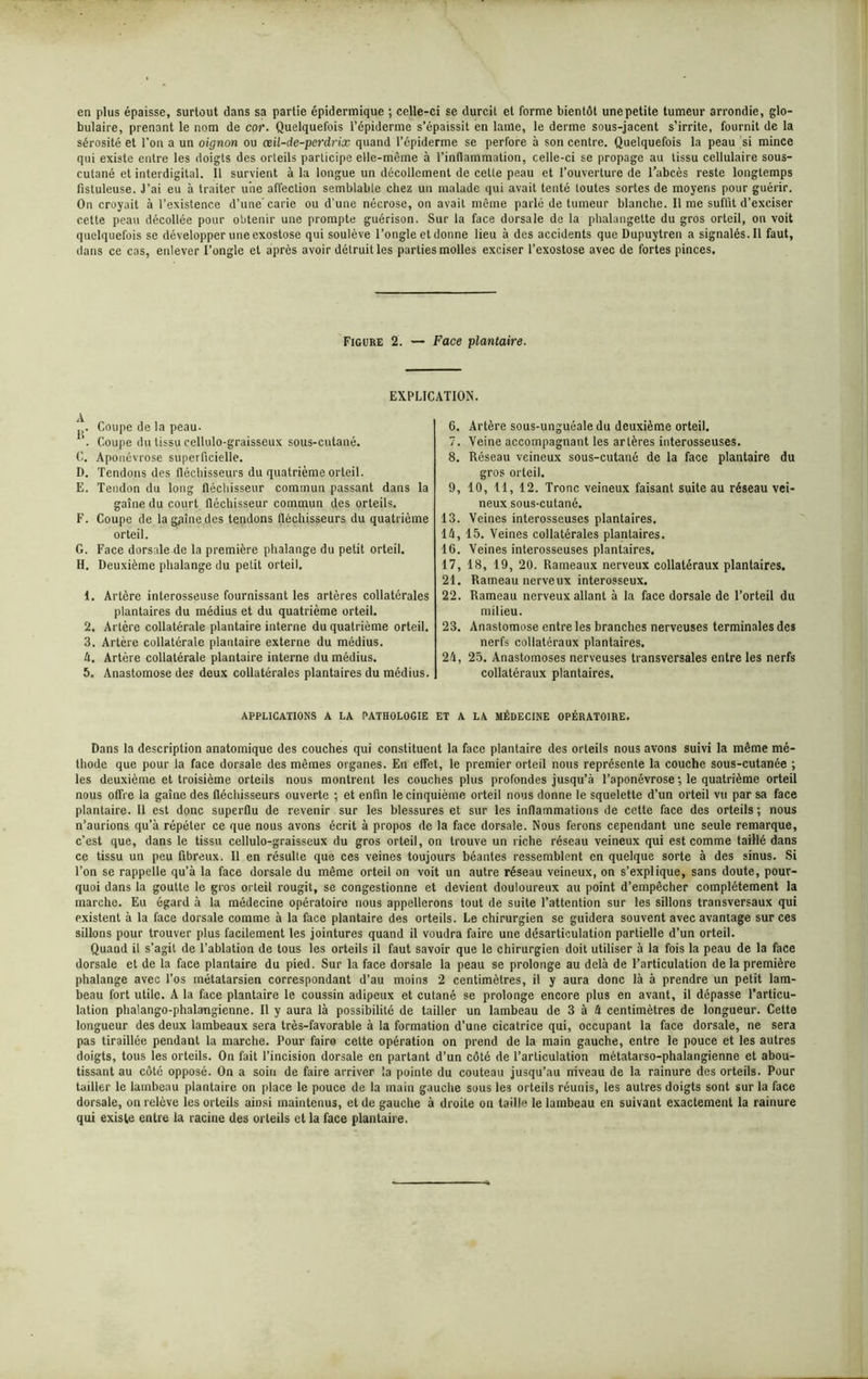 en plus épaisse, surtout dans sa partie épidermique ; celle-ci se durcit et forme bientôt une petite tumeur arrondie, glo- bulaire, prenant le nom de cor. Quelquefois l’épiderme s’épaissit en lame, le derme sous-jacent s’irrite, fournit de la sérosité et l'on a un oignon ou œil-de-perdrix quand l’épiderme se perfore à son centre. Quelquefois la peau si mince qui existe entre les doigts des orteils participe elle-même à l’inflammation, celle-ci se propage au tissu cellulaire sous- cutané et interdigital. Il survient à la longue un décollement de cette peau et l’ouverture de l’abcès reste longtemps fistuleuse. J’ai eu à traiter une affection semblable chez un malade qui avait tenté toutes sortes de moyens pour guérir. On croyait à l’existence d’une’carie ou d’une nécrose, on avait même parlé de tumeur blanche. lime suffit d’exciser cette peau décollée pour obtenir une prompte guérison. Sur la face dorsale de la phalangette du gros orteil, on voit quelquefois se développer une exostose qui soulève l’ongle et donne lieu à des accidents que Dupuytren a signalés. Il faut, dans ce cas, enlever l’ongle et après avoir détruit les parties molles exciser l’exostose avec de fortes pinces. Figure 2. — Face plantaire. EXPLICATION. ‘. Coupe de la peau- ’. Coupe du tissu cellulo-graisseux sous-cutané. C. Aponévrose superficielle. D. Tendons des fléchisseurs du quatrième orteil. E. Tendon du long fléchisseur commun passant dans la gaine du court fléchisseur commun des orteils. F. Coupe de lagpînedes tendons fléchisseurs du quatrième orteil. G. Face dorsale de la première phalange du petit orteil. H. Deuxième phalange du petit orteil. 1. Artère interosseuse fournissant les artères collatérales plantaires du médius et du quatrième orteil. 2. Artère collatérale plantaire interne du quatrième orteil. 3. Artère collatérale plantaire externe du médius. 4. Artère collatérale plantaire interne du médius. 5. Anastomose des deux collatérales plantaires du médius. 6. Artère sous-unguéale du deuxième orteil. 7. Veine accompagnant les artères interosseuses. 8. Réseau veineux sous-cutané de la face plantaire du gros orteil. 9. 10, 11, 12. Tronc veineux faisant suite au réseau vei- neux sous-cutané. 13. Veines interosseuses plantaires, lé, 15. Veines collatérales plantaires. 16. Veines interosseuses plantaires. 17, 18, 19, 20. Rameaux nerveux collatéraux plantaires. 21. Rameau nerveux interosseux. 22. Rameau nerveux allant à la face dorsale de l’orteil du milieu. 23. Anastomose entre les branches nerveuses terminales des nerfs collatéraux plantaires. 24. 25. Anastomoses nerveuses transversales entre les nerfs collatéraux plantaires. applications a la pathologie et a la médecine opératoire. Dans la description anatomique des couches qui constituent la face plantaire des orteils nous avons suivi la même mé- thode que pour la face dorsale des mêmes organes. En effet, le premier orteil nous représente la couche sous-cutanée ; les deuxième et troisième orteils nous montrent les couches plus profondes jusqu’à l’aponévrose ; le quatrième orteil nous offre la gaine des fléchisseurs ouverte ; et enfin le cinquième orteil nous donne le squelette d’un orteil vu par sa face plantaire. Il est donc superflu de revenir sur les blessures et sur les inflammations de cette face des orteils ; nous n’aurions qu’à répéter ce que nous avons écrit à propos de la face dorsale. Nous ferons cependant une seule remarque, c’est que, dans le tissu cellulo-graisseux du gros orteil, on trouve un riche réseau veineux qui est comme taillé dans ce tissu un peu fibreux. Il en résulte que ces veines toujours béantes ressemblent en quelque sorte à des sinus. Si l’on se rappelle qu’à la face dorsale du même orteil on voit un autre réseau veineux, on s’explique, sans doute, pour- quoi dans la goutte le gros orteil rougit, se congestionne et devient douloureux au point d’empêcher complètement la marche. Eu égard à la médecine opératoire nous appellerons tout de suite l’attention sur les sillons transversaux qui existent à la face dorsale comme à la face plantaire des orteils. Le chirurgien se guidera souvent avec avantage sur ces sillons pour trouver plus facilement les jointures quand il voudra faire une désarticulation partielle d’un orteil. Quand il s’agit de l’ablation de tous les orteils il faut savoir que le chirurgien doit utiliser à la fois la peau de la face dorsale et de la face plantaire du pied. Sur la face dorsale la peau se prolonge au delà de l’articulation de la première phalange avec l’os métatarsien correspondant d’au moins 2 centimètres, il y aura donc là à prendre un petit lam- beau fort utile. A la face plantaire le coussin adipeux et cutané se prolonge encore plus en avant, il dépasse l’articu- lation phalango-phalangienne. Il y aura là possibilité de tailler un lambeau de 3 à 4 centimètres de longueur. Cette longueur des deux lambeaux sera très-favorable à la formation d’une cicatrice qui, occupant la face dorsale, ne sera pas tiraillée pendant la marche. Pour faire cette opération on prend de la main gauche, entre le pouce et les autres doigts, tous les orteils. On fait l’incision dorsale en partant d’un côté de l’articulation métatarso-phalangienne et abou- tissant au côté opposé. On a soin de faire arriver la pointe du couteau jusqu’au niveau de la rainure des orteils. Pour tailler le lambeau plantaire on place le pouce de la main gauche sous les orteils réunis, les autres doigts sont sur la face dorsale, on relève les orteils ainsi maintenus, et de gauche à droite on taille le lambeau en suivant exactement la rainure qui existe entre la racine des orteils et la face plantaire.