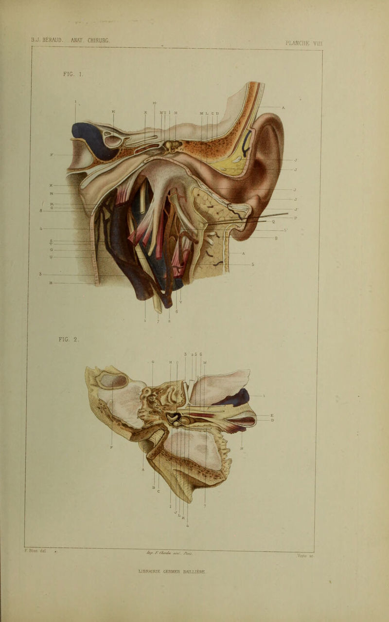PLANCHÉ VIII F Bion de] //»/*■ /. /Xtf/r&t /w. Visto 3C. I,! BR AI RIE GERMER BAI IA 1ÈRE