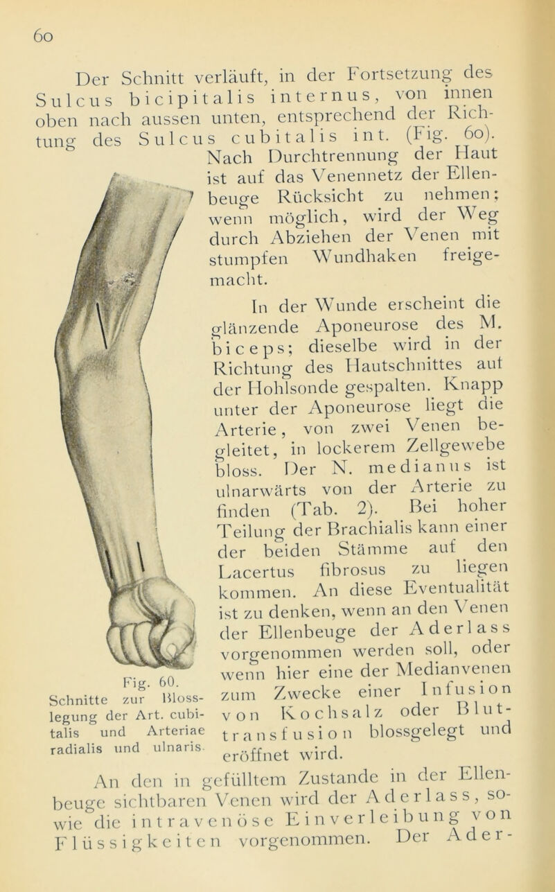 Der Schnitt verlauft, in cler Fortsetzung des Sulcus bicipitalis internus, von innen oben nach aussen unten, entsprechend der Rich- tung des Sulcus cubital is hit. (Fig 60). Nach Durchtrennung der Haut ist auf das Venennetz der Ellen- beuge Rlicksicht zu nehmen; wenn moglich, wird der Weg durch Abziehen der \ enen mit stumpfen Wundhaken freige- macht. In der Wunde erscheint die glanzende Aponeurose des M. biceps; dieselbe rd Richtung Fig. 60. Schnitte zur Bloss- legung der Art. cubi- talis und Arteriae radialis und ulnaris- der des Hautschnittes aut der Hohtsonde gespalten. Knapp unter der Aponeurose liegt die Arterie, von zwei Venen be- gleitet, in lockerem Zellgewebe bloss. Der N. median us ist ulnarwarts von der Arterie zu finden (Tab. 2). Bei holier Teilung der Brachialis kann einer der beiden Stamme auf den Lacertus fibrosus zu liegen kommen. An diese Eventualitat ist zu denken, wenn an den \ enen der Ellenbeuge der A der lass vorgenommen werden soli, odei wenn hier eine der Medianvenen zum Z we eke einer Infusion von Kochsalz oder Blut- transf usion blossgelegt und eroffnet wird. An den in gefiilltem Zustande in dei Ellen- beuge sichtbaren Venen wird der Aderlass, so- wie die intravenose Einverleibung v o n Fltissigkeiten vorgenommen. Der A d e 1 -