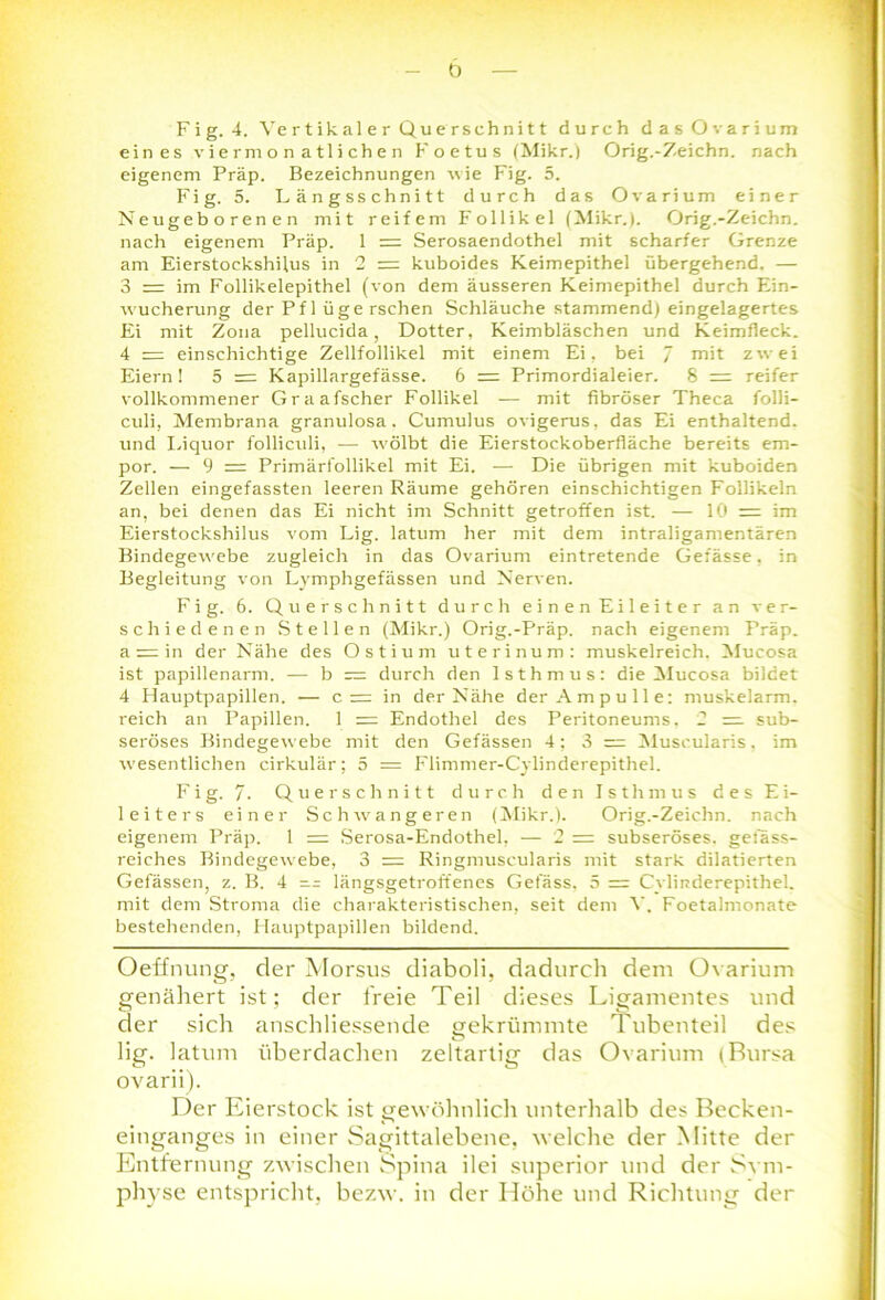 eines vier monatlichen Foetus (Mikr.) Orig.-Zeichn. nach eigenem Präp. Bezeichnungen wie Fig. 5. Fig. 5. Längsschnitt durch das Ovarium einer Neugeborenen mit reifem Follikel (Mikr.). Orig.-Zeichn. nach eigenem Präp. 1 = Serosaendothel mit scharfer Grenze am Eierstockshilus in 2 =: kuboides Keimepithel übergehend. — 3 r= im Follikelepithel (von dem äusseren Keimepithel durch Ein- wucherung der Pfl ügerschen Schläuche stammend) eingelagertes Ei mit Zona pellucida , Dotter, Keimbläschen und Keimfleck. 4 = einschichtige Zellfollikel mit einem Ei, bei 7 mit zwei Eiern ! 5 = Kapillargefässe. 6 = Primordialeier. 8 ;= reifer vollkommener Graafscher Follikel — mit fibröser Theca folli- culi, Membrana granulosa. Cumulus ovigerus, das Ei enthaltend, und Liquor folliculi, ■— wölbt die Eierstockoberfläche bereits em- por. — 9 = Primärfollikel mit Ei. — Die übrigen mit kuboiden Zellen eingefassten leeren Räume gehören einschichtigen Follikeln an, bei denen das Ei nicht im Schnitt getroffen ist. — 10 = im Eierstockshilus vom Lig. latum her mit dem intraligamentären Bindegewebe zugleich in das Ovarium eintretende Gefässe. in Begleitung von Lymphgefässen und Nerven. Fig. 6. Querschnitt durch einen Eileiter an ver- schiedenen Stellen (Mikr.) Orig.-Präp. nach eigenem Präp. a r= in der Nähe des Ostium uterinum: muskelreich. Mucosa ist papillenarm. — b = durch den Isthmus: die Mucosa bildet 4 Hauptpapillen. — c = in der Nähe der Ampulle: muskelarm. reich an Papillen. 1 = Endothel des Peritoneums, 2 — sub- seröses Bindegewebe mit den Gefässen 4; 3 = Muscularis. im wesentlichen cirkulär; 5 = Flimmer-Cylinderepithel. Fig. 7. Querschnitt durch den Isthmus des Ei- leiters einer Schwangeren (Mikr.). Orig.-Zeichn. nach eigenem Präp. 1 = Serosa-Endothel, — 2 — subseröses, gelass- reiches Bindegewebe, 3 = Ringmuscularis mit stark dilatierten Gefässen, z. B. 4 — längsgetroffenes Gelass, 5 =- Cylinderepithel. mit dem Stroma die charakteristischen, seit dem V. Foetalmonate bestehenden, Hauptpapillen bildend. Oeffnung, der Morsus diaboli, dadurch dem Ovarium genähert ist; der freie Teil dieses Ligamentes und der sich anschliessende gekrümmte Tubenteil des lig. latum überdachen zeltartig das Ovarium (Bursa ovarii). Der Eierstock ist gewöhnlich unterhalb des Becken- eiuganges in einer Sagittalebene, welche der Mitte der Entfernung zwischen Spina ilei superior und der Sym- physe entspricht, bezw. in der Höhe und Richtung der