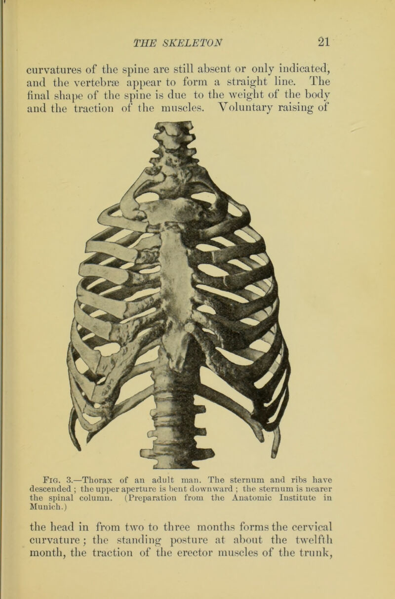 curvatures of tlie spine are still absent or only indicated, and the vertebrse appear to form a straight line. The final shape of the spine is duc to the weight of the body and the traction of the mnscles. Voluntary raising of Fig. 3.—Thorax of an adult man. The sternum and ribs have descended ; the upper aperture is bent downward ; the sternum is nearer the spinal column. (Preparation from the Anatomie Institute in Munich.) the head in from two to three months formsthe cervieal enrvatnre; the standing posture at about the twelfth month, the traction of the erector mnscles of the trnnk,