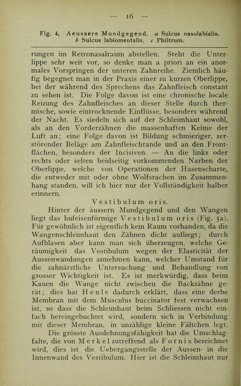 Fig. 4. Aeussere Mundgegend, a Sulcus nasolabialis. b Sulcus labiomentalis. c Philtrum. rungen im Retronasalraum abstellen. Steht die Unter- lippe sehr weit vor, so denke man a priori an ein anor- males Vorspringen der unteren Zahnreihe. Ziemlich häu- fig begegnet man in der Praxis einer zu kurzen Oberlippe, bei der während des Sprechens das Zahnfleisch constant zu sehen ist. Die Folge davon ist eine chronische locale Reizung des Zahnfleisches an dieser Stelle durch ther- mische, sowie eintrocknende Einflüsse, besonders während der Nacht. Es siedeln sich auf der Schleimhaut sowohl, als an den Vorderzähnen die massenhaften Keime der Luft an; eine Folge davon ist Bildung schmieriger, zer- störender Beläge am Zahnfleischrande und an den Front- flächen, besonders der Incisiven. — An die links oder rechts oder selten beidseitig vorkommenden Narben der Oberlippe, welche von Operationen der Hasenscharte, die entweder mit oder ohne Wolfsrachen im Zusammen- hang standen, will ich hier nur der Vollständigkeit halber erinnern. Vestibulum oris. Hinter der äussern Mundgegend und den Wangen liegt das hufeisenförmige Vestibulum oris (Fig. 5a). Für gewöhnlich ist eigentlich kein Raum vorhanden, da die Wangenschleimhaut den Zähnen dicht auf liegt; durch Aufblasen aber kann man sich überzeugen, welche Ge- räumigkeit das Vestibulum wegen der Elasticität der Aussenwandungen annehmen kann, welcher Umstand für die zahnärztliche Untersuchung und Behandlung von grosser Wichtigkeit ist. Es ist merkwürdig, dass beim Kauen die Wange nicht zwischen die Backzähne ge- rät ; dies hat H e n 1 e dadurch erklärt, dass eine derbe Membran mit dem Musculus buccinator fest verwachsen ist, so dass die Schleimhaut beim Schliessen nicht ein- fach hereingebuchtet wird, sondern sich in Verbindung mit dieser Membran, in unzählige kleine Fältchen legt. Die grösste Ausdehnungsfähigkeit hat die Umschlag- falte, die von Merkel zutreffend als F o r n i x bezeichnet wird, dies ist die Uebergang'sstelle der Aussen- in die Innenwand des Vestibulum. Hier ist die Schleimhaut nur