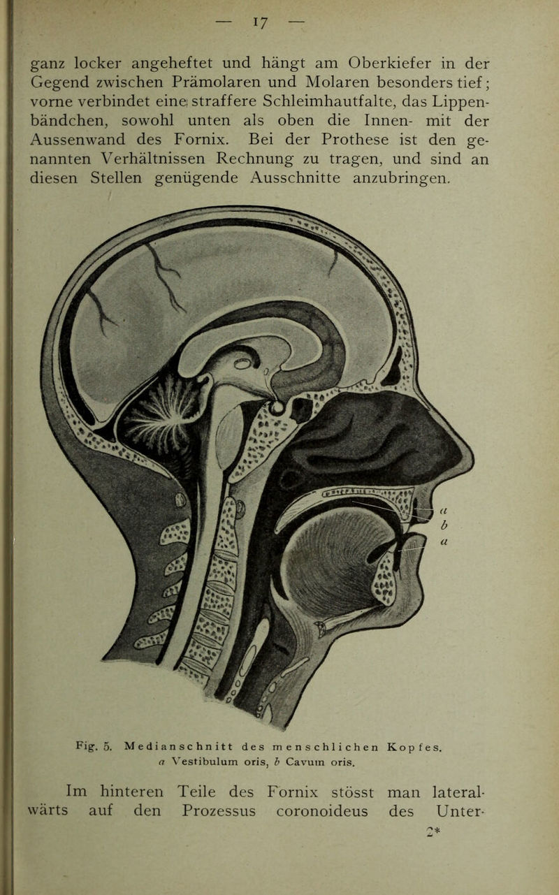 7 Im hinteren Teile des Fornix stösst man lateral- vvärts auf den Prozessus coronoideus des Unter- ganz locker angeheftet und hängt am Oberkiefer in der Gegend zwischen Prämolaren und Molaren besonders tief; vorne verbindet eine; straffere Schleimhautfalte, das Lippen- bändchen, sowohl unten als oben die Innen- mit der Aussenwand des Fornix. Bei der Prothese ist den ge- nannten Verhältnissen Rechnung zu tragen, und sind an diesen Stellen genügende Ausschnitte anzubringen. Fig1. 5. Medianschnitt des menschlichen Kopfes. a Vestibulum oris, b Cavutn oris.