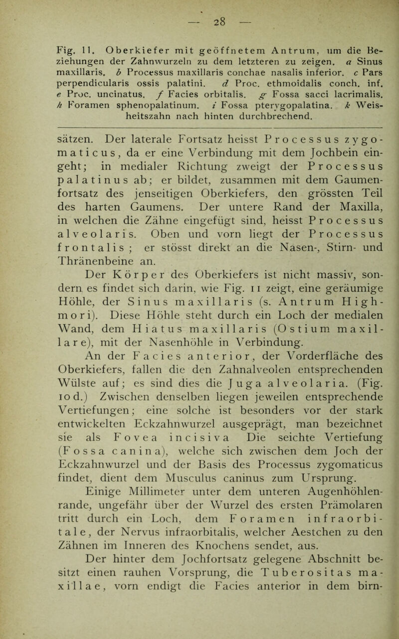 Fig. 11. Oberkiefer mit geöffnetem Antrum, um die Be- ziehungen der Zahnwurzeln zu dem letzteren zu zeigen, a Sinus maxillaris. b Processus maxillaris conchae nasalis inferior, c Pars perpendicularis ossis palatini. d Proc. ethmoidalis conch. inf. e Proc. uncinatus. f Facies orbitalis. g Fossa sacci lacrimalis. h Foramen sphenopalatinum. i Fossa ptervgopalatina. k Weis- heitszahn nach hinten durchbrechend. Sätzen. Der laterale Fortsatz heisst Processus zygo- maticus, da er eine Verbindung mit dem Jochbein ein- geht ; in medialer Richtung zweigt der Processus palatinus ab; er bildet, zusammen mit dem Gaumen- fortsatz des jenseitigen Oberkiefers, den grössten Teil des harten Gaumens. Der untere Rand der Maxilla, in welchen die Zähne eingefügt sind, heisst Processus alveolaris. Oben und vorn liegt der Processus frontalis; er stösst direkt an die Nasen-, Stirn- und Thränenbeine an. Der Körper des Oberkiefers ist nicht massiv, son- dern es findet sich darin, wie Fig. 11 zeigt, eine geräumige Höhle, der Sinus maxillaris (s. Antrum High- mori). Diese Höhle steht durch ein Loch der medialen Wand, dem Hiatus maxillaris (Ostium maxil- la r e), mit der Nasenhöhle in Verbindung. An der Facies anterior, der Vorderfläche des Oberkiefers, fallen die den Zahnalveolen entsprechenden Wülste auf; es sind dies die J uga alveolaria. (Fig. iod.) Zwischen denselben liegen jeweilen entsprechende Vertiefungen; eine solche ist besonders vor der stark entwickelten Eckzahnwurzel ausgeprägt, man bezeichnet sie als Fovea incisiva Die seichte Vertiefung (Fossa c a n i n a), welche sich zwischen dem Joch der Eckzahnwurzel und der Basis des Processus zygomaticus findet, dient dem Musculus caninus zum Ursprung. Einige Millimeter unter dem unteren Augenhöhlen- rande, ungefähr über der Wurzel des ersten Prämolaren tritt durch ein Loch, dem Foramen infraorbi- tale, der Nervus infraorbitalis, welcher Aestchen zu den Zähnen im Inneren des Knochens sendet, aus. Der hinter dem Jochfortsatz gelegene Abschnitt be- sitzt einen rauhen Vorsprung, die Tuberositas ma- xilla e, vorn endigt die Facies anterior in dem birn-