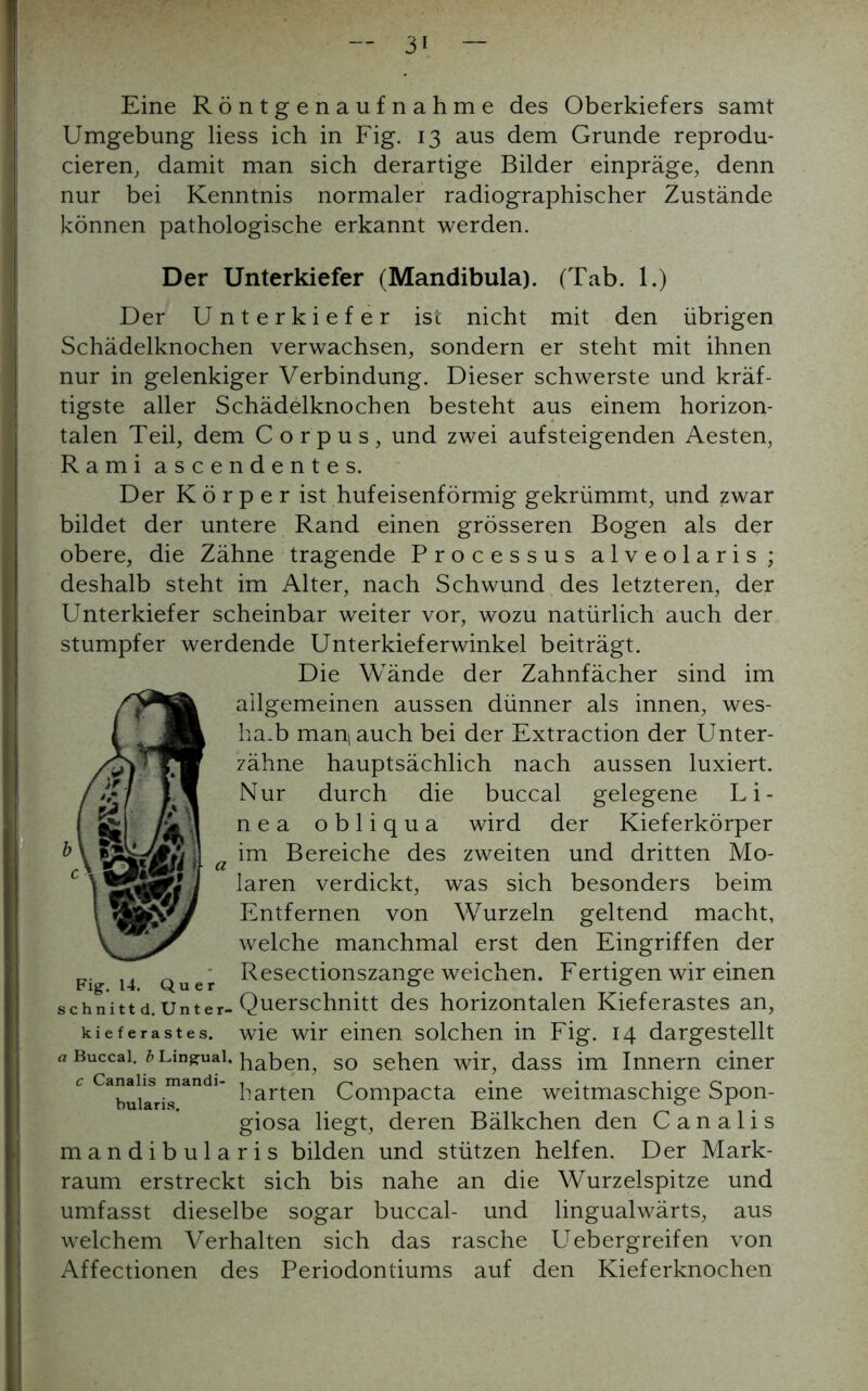 Eine Röntgenaufnahme des Oberkiefers samt Umgebung Hess ich in Fig. 13 aus dem Grunde reprodu- cieren, damit man sich derartige Bilder einpräge, denn nur bei Kenntnis normaler radiographischer Zustände können pathologische erkannt werden. Der Unterkiefer (Mandibula). (Tab. 1.) Der Unterkiefer ist nicht mit den übrigen Schädelknochen verwachsen, sondern er steht mit ihnen nur in gelenkiger Verbindung. Dieser schwerste und kräf- tigste aller Schädelknochen besteht aus einem horizon- talen Teil, dem Corpus, und zwei auf steigenden Aesten, Rami ascendentes. Der K ö r p e r ist hufeisenförmig gekrümmt, und zwar bildet der untere Rand einen grösseren Bogen als der obere, die Zähne tragende Processus alveolaris; deshalb steht im Alter, nach Schwund des letzteren, der Unterkiefer scheinbar weiter vor, wozu natürlich auch der stumpfer werdende Unterkieferwinkel beiträgt. Die Wände der Zahnfächer sind im allgemeinen aussen dünner als innen, wes- halb man) auch bei der Extraction der Unter- zähne hauptsächlich nach aussen luxiert. Nur durch die buccal gelegene Li- nea obliqua wird der Kieferkörper im Bereiche des zweiten und dritten Mo- laren verdickt, was sich besonders beim Entfernen von Wurzeln geltend macht, welche manchmal erst den Eingriffen der Resectionszange weichen. Fertigen wir einen schnitt d.Unter-Querschnitt des horizontalen Kieferastes an, kieferastes. wie wir einen solchen in Fig. 14 dargestellt a Buccai. b Lingual. haben? so sehen wir, dass im Innern einer buiaris harten Compacta eine weitmaschige Spon- giosa liegt, deren Bälkchen den Canalis mandibularis bilden und stützen helfen. Der Mark- raum erstreckt sich bis nahe an die Wurzelspitze und umfasst dieselbe sogar buccal- und lingualwärts, aus welchem Verhalten sich das rasche Uebergreifen von Affectionen des Periodontiums auf den Kieferknochen Fig. 14. Quer