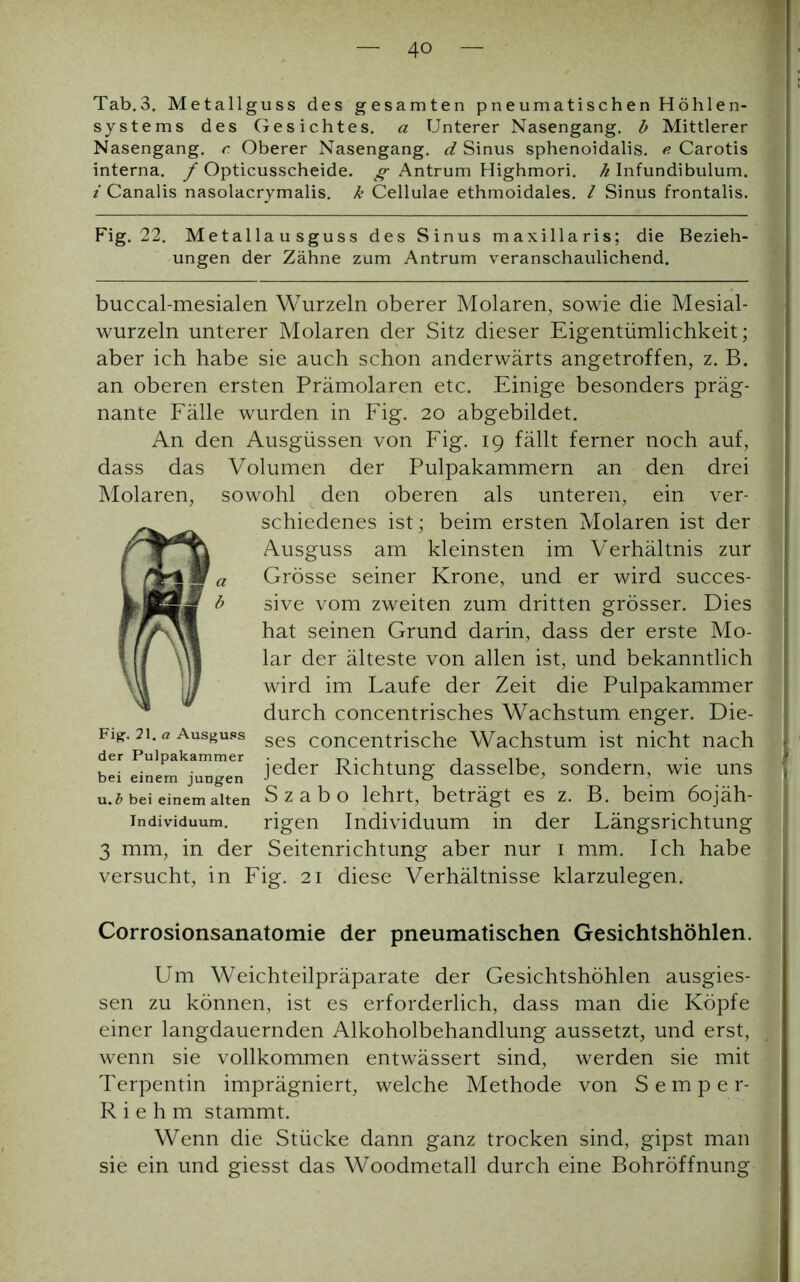 Tab.3. Metallguss des gesamten pneumatischen Höhlen- systems des Gesichtes, a Unterer Nasengang, b Mittlerer Nasengang, c Oberer Nasengang, d Sinus sphenoidalis. e Carotis interna, f Opticusscheide, g Antrum Highmori. h Infundibulum. 1 i Canalis nasolacrymalis. k Cellulae ethmoidales. I Sinus frontalis. Fig. 22. Metallausguss des Sinus maxillaris; die Bezieh- ungen der Zähne zum Antrum veranschaulichend. buccal-mesialen Wurzeln oberer Molaren, sowie die Mesial- wurzeln unterer Molaren der Sitz dieser Eigentümlichkeit; aber ich habe sie auch schon anderwärts angetroffen, z. B. an oberen ersten Prämolaren etc. Einige besonders präg- nante Fälle wurden in Fig. 20 abgebildet. An den Ausgüssen von Fig. 19 fällt ferner noch auf, dass das Volumen der Pulpakammern an den drei Molaren, sowohl den oberen als unteren, ein ver- schiedenes ist; beim ersten Molaren ist der /1 u Ausguss am kleinsten im Verhältnis zur I a Grösse seiner Krone, und er wird succes- ' mmSM b sive vom zweiten zum dritten grösser. Dies hat seinen Grund darin, dass der erste Mo- 1 fl ul lar der älteste von allen ist, und bekanntlich va ijl wird im Laufe der Zeit die Pulpakammer durch concentrisches Wachstum enger. Die- Fi£. 21. a Ausguss ses concentrische Wachstum ist nicht nach der Pulpakammer , ,, ■, . . . leder Richtung dasselbe, sondern, wie uns bei einem jungen J <=> ’ . . u.b bei einem alten Szabo lehrt, beträgt es z. B. beim 6ojäh- individuum. rigen Individuum in der Längsrichtung 3 mm, in der Seitenrichtung aber nur 1 mm. Ich habe versucht, in Fig. 21 diese Verhältnisse klarzulegen. Corrosionsanatomie der pneumatischen Gesichtshöhlen. Um Weichteilpräparate der Gesichtshöhlen ausgies- sen zu können, ist es erforderlich, dass man die Köpfe einer langdauernden Alkoholbehandlung aussetzt, und erst, wenn sie vollkommen entwässert sind, werden sie mit Terpentin imprägniert, welche Methode von Semper- R i e h m stammt. Wenn die Stücke dann ganz trocken sind, gipst man sie ein und giesst das Woodmetall durch eine Bohröffnung