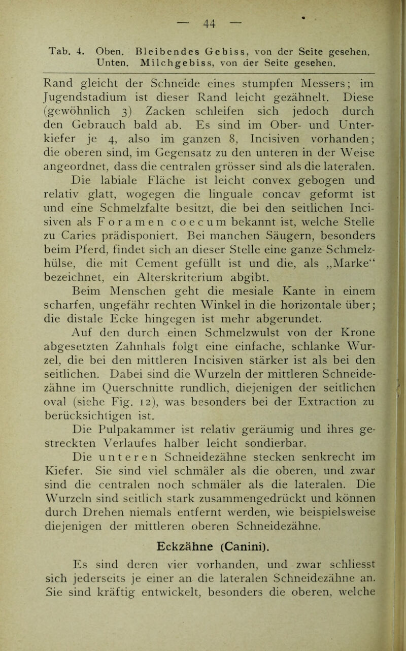 Tab. 4. Oben. Bleibendes Gebiss, von der Seite gesehen. Unten. Milchgebiss, von der Seite gesehen. Rand gleicht der Schneide eines stumpfen Messers; im Jugendstadium ist dieser Rand leicht gezähnelt. Diese (gewöhnlich 3) Zacken schleifen sich jedoch durch den Gebrauch bald ab. Es sind im Ober- und Unter- kiefer je 4, also im ganzen 8, Incisiven vorhanden; die oberen sind, im Gegensatz zu den unteren in der Weise angeordnet, dass die centralen grösser sind als die lateralen. Die labiale Fläche ist leicht convex gebogen und relativ glatt, wogegen die linguale concav geformt ist J.j: und eine Schmelzfalte besitzt, die bei den seitlichen Inci- siven alsForamen coecum bekannt ist, welche Stelle zu Caries prädisponiert. Bei manchen Säugern, besonders beim Pferd, findet sich an dieser Stelle eine ganze Schmelz- hülse, die mit Cement gefüllt ist und die, als „Marke“ bezeichnet, ein Alterskriterium abgibt. Beim Menschen geht die mesiale Kante in einem scharfen, ungefähr rechten Winkel in die horizontale über; die distale Ecke hingegen ist mehr abgerundet. Auf den durch einen Schmelzwulst von der Krone abgesetzten Zahnhals folgt eine einfache, schlanke Wur- zel, die bei den mittleren Incisiven stärker ist als bei den seitlichen. Dabei sind die Wurzeln der mittleren Schneide- zähne im Querschnitte rundlich, diejenigen der seitlichen r: oval (siehe Fig. 12), was besonders bei der Extraction zu berücksichtigen ist. Die Pulpakammer ist relativ geräumig und ihres ge- streckten Verlaufes halber leicht sondierbar. Die unteren Schneidezähne stecken senkrecht im Kiefer. Sie sind viel schmäler als die oberen, und zwar sind die centralen noch schmäler als die lateralen. Die Wurzeln sind seitlich stark zusammengedrückt und können durch Drehen niemals entfernt werden, wie beispielsweise diejenigen der mittleren oberen Schneidezähne. Eckzähne (Canini). Es sind deren vier vorhanden, und zwar schliesst sich jederseits je einer an die lateralen Schneidezähne an. Sie sind kräftig entwickelt, besonders die oberen, welche