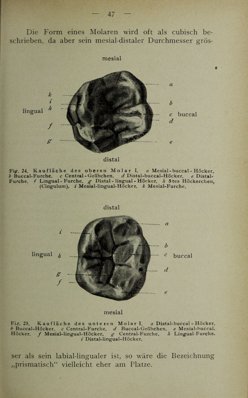 Die Form eines Molaren wird oft als cubisch be- schrieben, da aber sein mesial-distaler Durchmesser grös- mesial Fig. 24. Kaufläche des oberen Molar I. a Mesial - buccal - Höcker. b Buccal-Furche. c Central - Grübchen. d Distal-buccal-Höcker. e Distal- Furche. f Lingual - Furche, g Distal - lingual - Höcker, h 5tes Höckerchen, (Cingulum). i Mesial-lingual-Höcker. k Mesial-Furche. mesial Fij\ 25. Kaufläche des unteren Molar I. a Distal-buccal-Höcker. b Buccal-Höcker. c Central-Furche. d Buccal-Griibchen. e Mesial-buccal. Höcker, f Mesial-lingual-Höcker. g Central-Furche. li Lingual-Furche. i Distal-lingual-Höcker. ser als sein labial-lingualer ist, so wäre die Bezeichnung „prismatisch“ vielleicht eher am Platze.