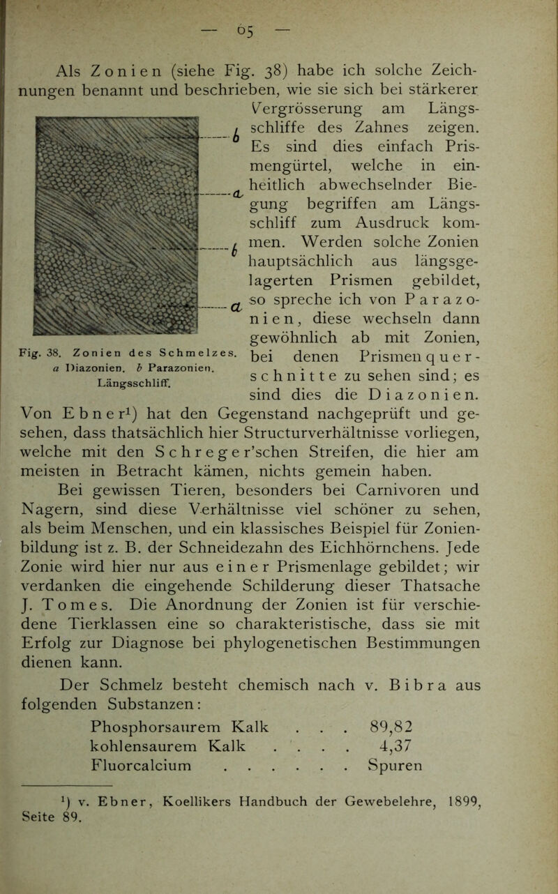 Fig. 38. Zonien des Schmelzes. a Diazonien. b Parazonien. Längsschliff. Als Zonien (siehe Fig. 38) habe ich solche Zeich- nungen benannt und beschrieben, wie sie sich bei stärkerer Vergrösserung am Längs- schliffe des Zahnes zeigen. Es sind dies einfach Pris- mengürtel, welche in ein- heitlich abwechselnder Bie- gung begriffen am Längs- schliff zum Ausdruck kom- men. Werden solche Zonien hauptsächlich aus längsge- lagerten Prismen gebildet, so spreche ich von P a r a zo- nien , diese wechseln dann gewöhnlich ab mit Zonien, bei denen Prismen quer- schnitte zu sehen sind; es sind dies die Diazonien. Von Ebner1) hat den Gegenstand nachgeprüft und ge- sehen, dass thatsächlich hier Structurverhältnisse vorliegen, welche mit den S c h r e g e r’schen Streifen, die hier am meisten in Betracht kämen, nichts gemein haben. Bei gewissen Tieren, besonders bei Carnivoren und Nagern, sind diese Verhältnisse viel schöner zu sehen, als beim Menschen, und ein klassisches Beispiel für Zonien- bildung ist z. B. der Schneidezahn des Eichhörnchens. Jede Zonie wird hier nur aus einer Prismenlage gebildet; wir verdanken die eingehende Schilderung dieser Thatsache J. T o m e s. Die Anordnung der Zonien ist für verschie- dene Tierklassen eine so charakteristische, dass sie mit Erfolg zur Diagnose bei phylogenetischen Bestimmungen dienen kann. Der Schmelz besteht chemisch nach v. Bibra aus folgenden Substanzen: Phosphorsaurem Kalk . . . 89,82 kohlensaurem Kalk .... 4,37 Fluorcalcium Spuren v. Ebner, Koellikers Handbuch der Gewebelehre, Seite 89. 1899,