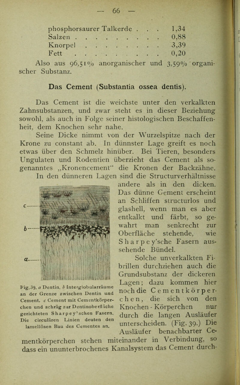 phosphorsaurer Talkerde . . . 1,34 Salzen 0,88 Knorpel 3,39 Fett 0,20 Also aus 96,510/0 anorganischer und 3,59o/0 organi- scher Substanz. Das Cement (Substantia ossea dentis). Das Cement ist die weichste unter den verkalkten Zahnsubstanzen, und zwar steht es in dieser Beziehung sowohl, als auch in Folge seiner histologischen Beschaffen- heit, dem Knochen sehr nahe. Seine Dicke nimmt von der Wurzelspitze nach der Krone zu constant ab. In dünnster Lage greift es noch etwas über den Schmelz hinüber. Bei Tieren, besonders Ungulaten und Rodentien überzieht das Cement als so- genanntes „Kronencement“ die Kronen der Backzähne. In den dünneren Lagen sind die Structurverhältnisse andere als in den dicken. Das dünne Cement erscheint an Schliffen structurlos und glashell, wenn man es aber entkalkt und färbt, so ge- wahrt man senkrecht zur Oberfläche stehende, wie S h a r p e y’sche Fasern aus- sehende Bündel. Solche unverkalkten Fi- brillen durchziehen auch die Grundsubstanz der dickeren Lagen; dazu kommen hier noch die Cementkörper- c h e n, die sich von den Knochen - Körperchen nur durch die langen Ausläufer unterscheiden. (Fig. 39.) Die Ausläufer benachbarter Ce- mentkörperchen stehen miteinander in Verbindung, so dass ein ununterbrochenes Kanalsystem das Cement durch- Pig.39. a Dentin, b Intergtobularräume an der Grenze zwischen Dentin und Cement. c Cement mit Cementkörper- chen und schräg zur Dentinoberflache gerichteten S h a r p e y’sehen Fasern. Die circularen Linien deuten den lamellösen Bau des Cementes an.