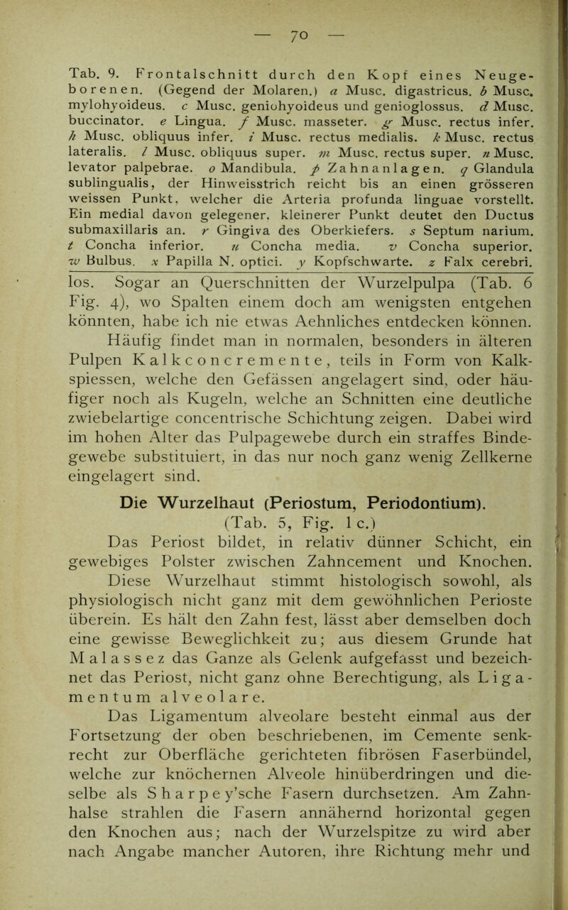 Tab. 9. Frontalschnitt durch den Kopf eines Neuge- borenen. (Gegend der Molaren.) a Muse, digastricus. b Muse, mylohyoideus, c Muse, geniohyoideus und genioglossus. d Muse, buccinator. e Lingua, f Muse, masseter. g Muse, rectus infer. h Muse, obliquus infer. i Muse, rectus medialis. k Muse, rectus lateralis. I Muse, obliquus super. 711 Muse, rectus super, n Muse, levator palpebrae. o Mandibula. / Zahnanlagen. ^Glandula sublingualis, der Hinweisstrich reicht bis an einen grösseren weissen Punkt, welcher die Arteria profunda linguae vorstellt. Ein medial davon gelegener, kleinerer Punkt deutet den Ductus submaxillaris an. r Gingiva des Oberkiefers, s Septum narium. t Concha inferior. u Concha media. v Concha superior. tv Bulbus, x Papilla N. optici, y Kopfschwarte, z Falx cerebri. los. Sogar an Querschnitten der Wurzelpulpa (Tab. 6 Fig. 4), wo Spalten einem doch am wenigsten entgehen könnten, habe ich nie etwas Aehnliches entdecken können. Häufig findet man in normalen, besonders in älteren Pulpen Kalkconcremente, teils in Form von Kalk- spiessen, welche den Gefässen angelagert sind, oder häu- figer noch als Kugeln, welche an Schnitten eine deutliche zwiebelartige concentrische Schichtung zeigen. Dabei wird im hohen Alter das Pulpagewebe durch ein straffes Binde- 9 gewebe substituiert, in das nur noch ganz wenig Zellkerne eingelagert sind. Die Wurzelhaut (Periostum, Periodontium). (Tab. 5, Fig. 1 c.) Das Periost bildet, in relativ dünner Schicht, ein ' gewebiges Polster zwischen Zahncement und Knochen. Diese Wurzelhaut stimmt histologisch sowohl, als physiologisch nicht ganz mit dem gewöhnlichen Perioste überein. Es hält den Zahn fest, lässt aber demselben doch eine gewisse Beweglichkeit zu; aus diesem Grunde hat M a 1 a s s e z das Ganze als Gelenk aufgefasst und bezeich- net das Periost, nicht ganz ohne Berechtigung, als Liga- mentum alveolare. Das Ligamentum alveolare besteht einmal aus der Fortsetzung der oben beschriebenen, im Cemente senk- recht zur Oberfläche gerichteten fibrösen Faserbündel, welche zur knöchernen Alveole hinüberdringen und die- selbe als S h a r p e y’sche Fasern durchsetzen. Am Zahn- halse strahlen die Fasern annähernd horizontal gegen den Knochen aus; nach der Wurzelspitze zu wird aber nach Angabe mancher Autoren, ihre Richtung mehr und