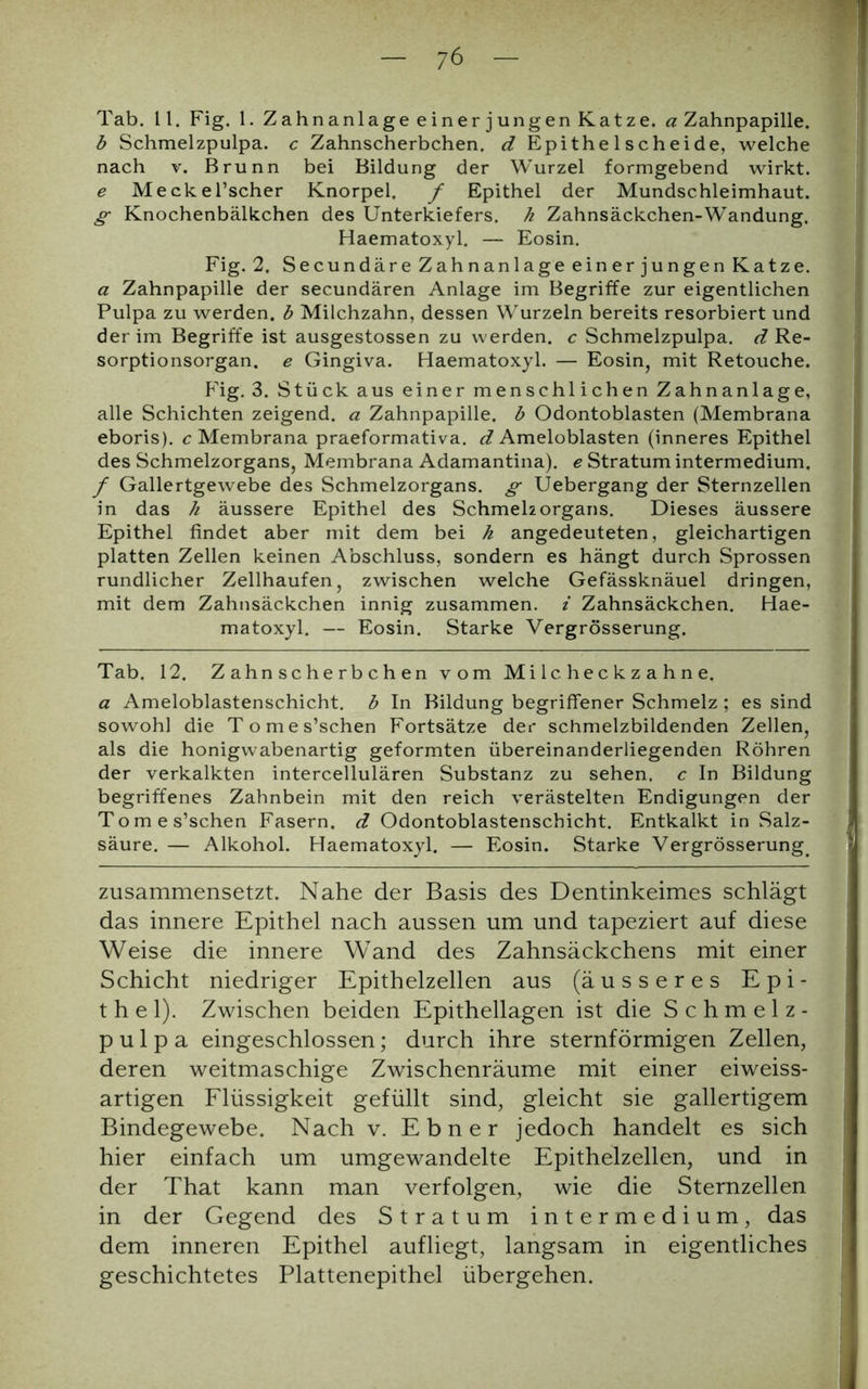 Tab. 11. Fig. 1. Zahnanlage einer jungen Katze, a Zahnpapille. b Schmelzpulpa, c Zahnscherbchen. d Epithe 1 scheide, welche nach v. Brunn bei Bildung der Wurzel formgebend wirkt. e Meckel’scher Knorpel. f Epithel der Mundschleimhaut. g Knochenbälkchen des Unterkiefers, h Zahnsäckchen-Wandung. Haematoxyl. — Eosin. Fig. 2. Secundäre Zahnanlage ein er jungen Katze. a Zahnpapille der secundären Anlage im Begriffe zur eigentlichen Pulpa zu werden, b Milchzahn, dessen Wurzeln bereits resorbiert und der im Begriffe ist ausgestossen zu werden, c Schmelzpulpa, d Re- sorptionsorgan. e Gingiva. Haematoxyl. — Eosin, mit Retouche. Fig. 3. Stück aus einer menschlichen Zahnanlage, alle Schichten zeigend, a Zahnpapille, b Odontoblasten (Membrana eboris). c Membrana praeformativa. d Ameloblasten (inneres Epithel des Schmelzorgans, Membrana Adamantina). e Stratum intermedium. f Gallertgewebe des Schmelzorgans, g Uebergang der Sternzellen in das h äussere Epithel des Schmelz organs. Dieses äussere Epithel findet aber mit dem bei h angedeuteten, gleichartigen platten Zellen keinen Abschluss, sondern es hängt durch Sprossen rundlicher Zellhaufen, zwischen welche Gefässknäuel dringen, mit dem Zahnsäckchen innig zusammen, i Zahnsäckchen. Hae- matoxyl. — Eosin. Starke Vergrösserung. Tab. 12. Zahnscherbchen vom Milcheckzahne. a Ameloblastenschicht. b In Bildung begriffener Schmelz ; es sind sowohl die Tomes’schen Fortsätze der schmelzbildenden Zellen, als die honigwabenartig geformten übereinanderliegenden Röhren der verkalkten intercellulären Substanz zu sehen, c In Bildung begriffenes Zahnbein mit den reich verästelten Endigungen der Tomes’schen Fasern, d Odontoblastenschicht. Entkalkt in Salz- säure. — Alkohol. Haematoxyl. — Eosin. Starke Vergrösserung. zusammensetzt. Nahe der Basis des Dentinkeimes schlägt das innere Epithel nach aussen um und tapeziert auf diese Weise die innere Wand des Zahnsäckchens mit einer Schicht niedriger Epithelzellen aus (äusseres Epi- thel). Zwischen beiden Epithellagen ist die Schmelz- p u 1 p a eingeschlossen; durch ihre sternförmigen Zellen, deren weitmaschige Zwischenräume mit einer eiweiss- artigen Flüssigkeit gefüllt sind, gleicht sie gallertigem Bindegewebe. Nach v. Ebner jedoch handelt es sich hier einfach um umgewandelte Epithelzellen, und in der That kann man verfolgen, wie die Stemzellen in der Gegend des Stratum intermedium, das dem inneren Epithel aufliegt, langsam in eigentliches geschichtetes Plattenepithel übergehen.