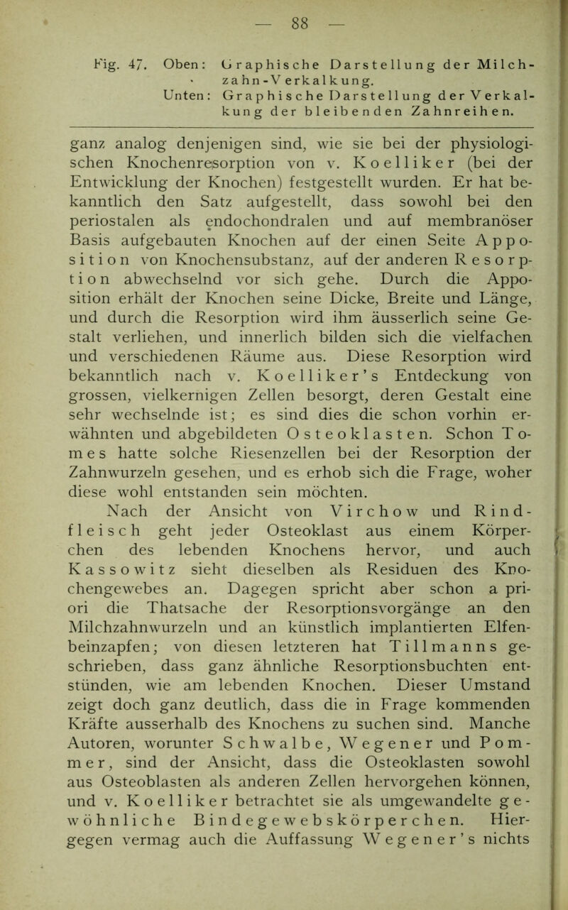 Fig. 47. Oben: Graphische Darstellung der Milch- • zahn-V erkalkung. Unten: Gr a p h i s c he D ar s t e 11 ung der Verkal- kung der bleibenden Zahnreihen. ganz analog denjenigen sind, wie sie bei der physiologi- schen Knochenreisorption von v. Koelliker (bei der Entwicklung der Knochen) festgestellt wurden. Er hat be- kanntlich den Satz aufgestellt, dass sowohl bei den periostalen als endochondralen und auf membranöser Basis aufgebauten Knochen auf der einen Seite Appo- sition von Knochensubstanz, auf der anderen Resorp- tion abwechselnd vor sich gehe. Durch die Appo- sition erhält der Knochen seine Dicke, Breite und Länge, und durch die Resorption wird ihm äusserlich seine Ge- stalt verliehen, und innerlich bilden sich die vielfachen und verschiedenen Räume aus. Diese Resorption wird bekanntlich nach v. Koelliker’s Entdeckung von grossen, vielkernigen Zellen besorgt, deren Gestalt eine sehr wechselnde ist; es sind dies die schon vorhin er- wähnten und abgebildeten Osteoklasten. Schon T o- m e s hatte solche Riesenzellen bei der Resorption der Zahnwurzeln gesehen, und es erhob sich die Frage, woher diese wohl entstanden sein möchten. Nach der Ansicht von Virchow und Rind- fleisch geht jeder Osteoklast aus einem Körper- chen des lebenden Knochens hervor, und auch Kassowitz sieht dieselben als Residuen des Kno- chengewebes an. Dagegen spricht aber schon a pri- ori die Thatsache der Resorptionsvorgänge an den Milchzahnwurzeln und an künstlich implantierten Elfen- beinzapfen; von diesen letzteren hat Tillmanns ge- schrieben, dass ganz ähnliche Resorptionsbuchten ent- stünden, wie am lebenden Knochen. Dieser Umstand zeigt doch ganz deutlich, dass die in Frage kommenden Kräfte ausserhalb des Knochens zu suchen sind. Manche Autoren, worunter Schwalbe, Wegener und Pom- mer, sind der Ansicht, dass die Osteoklasten sowohl aus Osteoblasten als anderen Zellen hervorgehen können, und v. Koelliker betrachtet sie als umgewandelte g e - wohnliche Bindegewebskörperchen. Hier- gegen vermag auch die Auffassung Wegener’s nichts