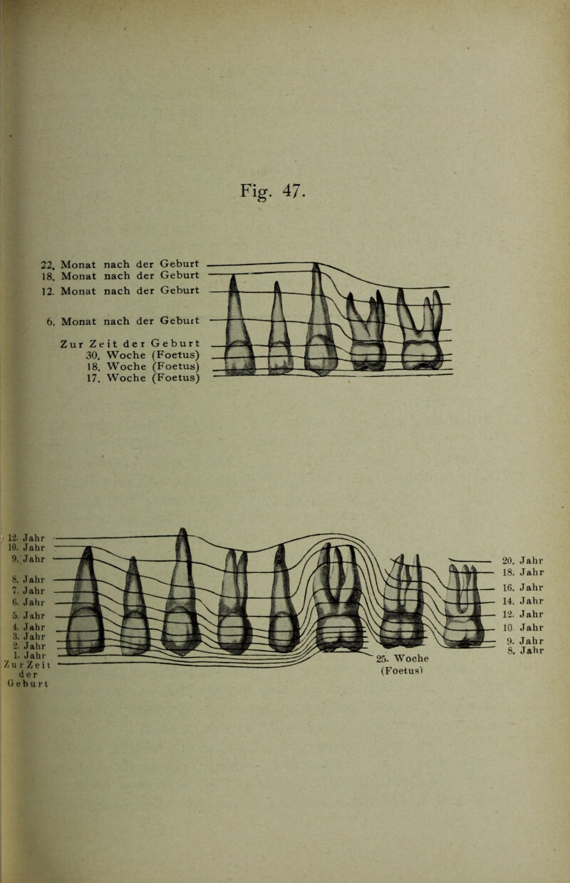 Fig. 47 22. Monat nach der Geburt 18. Monat nach der Geburt 12. Monat nach der Geburt 6. Monat nach der Gebuit Zur Zeit der Geburt 30. Woche (Foetus) 18. Woche (Foetus) 17. Woche (Foetus) 25. Woche (Foetus-) 20. Jahr 18. Jahr 16. Jahr 14. Jahr 12. Jahr 10 Jahr 9. Jahr 8. Jahr