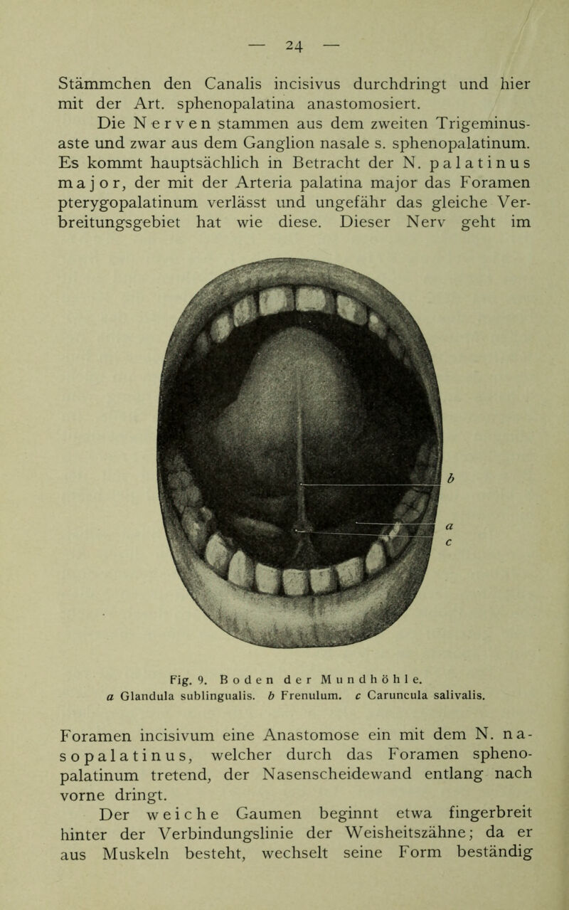 Stämmchen den Canalis incisivus durchdringt und hier mit der Art. sphenopalatina anastomosiert. Die Nerven stammen aus dem zweiten Trigeminus- aste und zwar aus dem Ganglion nasale s. sphenopalatinum. Es kommt hauptsächlich in Betracht der N. palatinus major, der mit der Arteria palatina major das Foramen pterygopalatinum verlässt und ungefähr das gleiche Ver- breitungsgebiet hat wie diese. Dieser Nerv geht im Fig. 9. Boden der Mundhöhle. a Glandula sublingualis. b Frenulum. c Caruncula salivalis. Foramen incisivum eine Anastomose ein mit dem N. na- sopalatinus, welcher durch das Foramen spheno- palatinum tretend, der Nasenscheidewand entlang nach vorne dringt. Der weiche Gaumen beginnt etwa fingerbreit hinter der Verbindungslinie der Weisheitszähne; da er aus Muskeln besteht, wechselt seine Form beständig