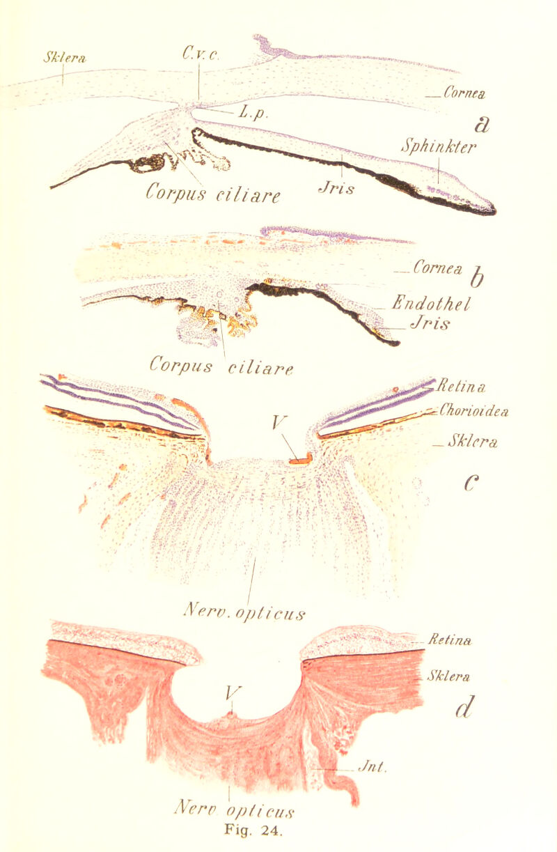 — Cornea ^ Endothel Jris Corpus ciliare etin a Chorioidea — Sklera Nero, opticus Retina Sklera .Verc opticus Fig. 24.