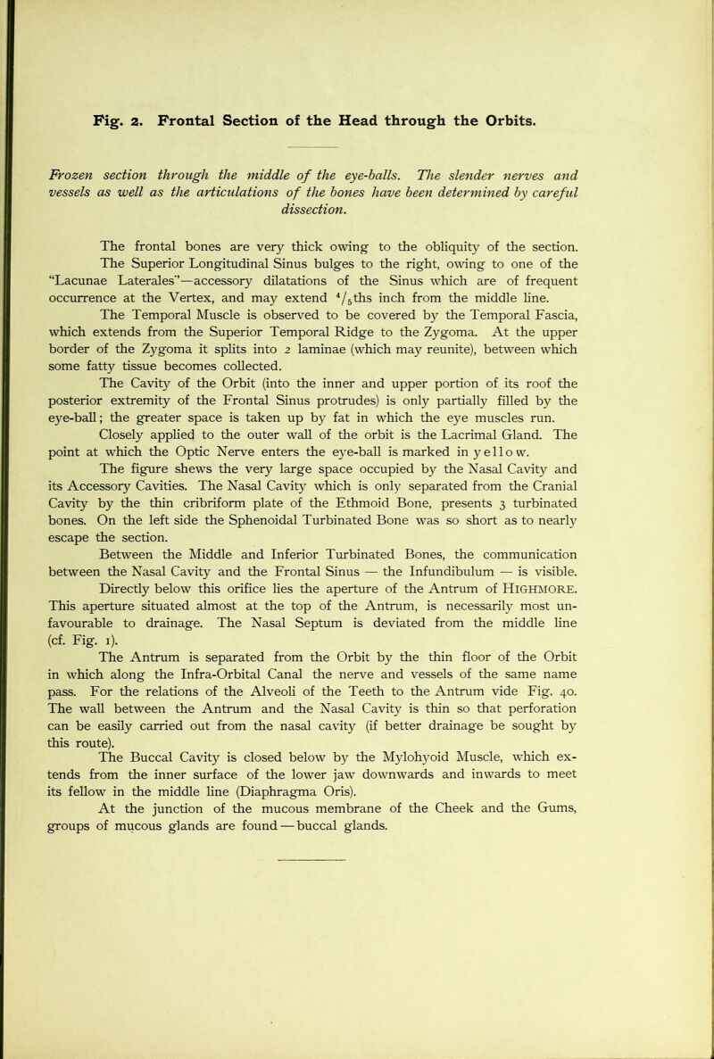Frozen section through the middle of the eye-balls. The slender nerves and vessels as well as the articulations of the bones have been determined by carefid dissection. The frontal bones are very thick owing to the obliquity of the section. The Superior Longitudinal Sinus bulges to the right, owing to one of the “Lacunae Laterales“—accessory dilatations of the Sinus which are of frequent occurrence at the Vertex, and may extend 4/5ths inch from the middle line. The Temporal Muscle is observed to be covered by the Temporal Fascia, which extends from the Superior Temporal Ridge to the Zygoma. At the upper border of the Zygoma it splits into 2 laminae (which may reunite), between which some fatty tissue becomes collected. The Cavity of the Orbit (into the inner and upper portion of its roof the posterior extremity of the Frontal Sinus protrudes) is only partially filled by the eye-ball; the greater space is taken up by fat in which the eye muscles run. Closely applied to the outer wall of the orbit is the Lacrimal Gland. The point at which the Optic Nerve enters the eye-ball is marked in yellow. The figure shews the very large space occupied by the Nasal Cavity and its Accessory Cavities. The Nasal Cavity which is only separated from the Cranial Cavity by the thin cribriform plate of the Ethmoid Bone, presents 3 turbinated bones. On the left side the Sphenoidal Turbinated Bone was so short as to nearly escape the section. Between the Middle and Inferior Turbinated Bones, the communication between the Nasal Cavity and the Frontal Sinus — the Infundibulum — is visible. Directly below this orifice lies the aperture of the Antrum of HIGHMORE. This aperture situated almost at the top of the Antrum, is necessarily7 most un- favourable to drainage. The Nasal Septum is deviated from the middle line (cf. Fig. 1). The Antrum is separated from the Orbit by the thin floor of the Orbit in which along the Infra-Orbital Canal the nerve and vessels of the same name pass. For the relations of the Alveoli of the Teeth to the Antrum vide Fig. 40. The wall between the Antrum and the Nasal Cavity is thin so that perforation can be easily carried out from the nasal cavity (if better drainage be sought by this route). The Buccal Cavity is closed below by the Mylohyoid Muscle, which ex- tends from the inner surface of the lower jaw downwards and inwards to meet its fellow in the middle line (Diaphragma Oris). At the junction of the mucous membrane of the Cheek and the Gums, groups of mucous glands are found — buccal glands.